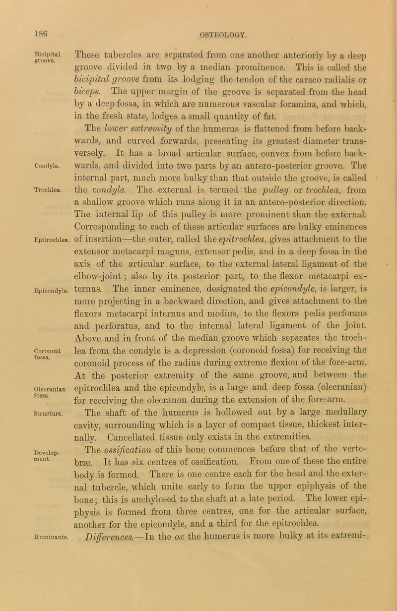 Bicipital groove. Condyle. Trochlea. Epitrochlea. Epicondyle. Coronoid fossa. Olecranian fossa. Structure. Develop- ment. Ruminants. These tubercles are separated from one another anteriorly by a deep groove divided in two by a median prominence. This is called the bicipital groove from its lodging the tendon of the caraco radialis or biceps. The upper margin of the groove is separated from the head by a deep fossa, in which are numerous vascular foramina, and which, in the fresh state, lodges a small quantity of fat. The lower extremity of the humerus is flattened from before back- wards, and curved forwards, presenting its greatest diameter trans- versely. It has a broad articular surface, convex from before back- wards, and divided into two parts by an antero-posterior groove. The internal part, much more bulky than that outside the groove, is called the condyle. The external is termed the pulley or trochlea, from a shallow groove which runs along it in an antero-posterior direction. The internal lip of this pulley is more prominent than the external. Corresponding to each of these articular surfaces are bulky eminences of insertion—the outer, called the epitrochlea, gives attachment to the extensor metacarpi magnus, extensor pedis, and in a deep fossa in the axis of the articular surface, to the external lateral ligament of the elbow-joint; also by its posterior part, to the flexor metacarpi ex- ternus. The inner eminence, designated the epicondyle, is larger, is more projecting in a backward direction, and gives attachment to the flexors metacarpi internus and medius, to the flexors pedis perforans and perforatus, and to the internal lateral ligament of the joint. Above and in front of the median groove which separates the troch- lea from the condyle is a depression (coronoid fossa) for receiving the coronoid process of the radius during extreme flexion of the fore-arm. At the posterior extremity of the same groove, and between the epitrochlea and the epicondyle, is a large and deep fossa (olecranian) for receiving the olecranon during the extension of the fore-arm. The shaft of the humerus is hollowed out by a large medullary cavity, surrounding which is a layer of compact tissue, thickest inter- nally. Cancellated tissue only exists in the extremities. The ossification of this bone commences before that of the verte- brae. It has six centres of ossification. From one of these the entire body is formed. There is one centre each for the head and the exter- nal tubercle, which unite early to form the upper epiphysis of the bone; this is anchylosed to the shaft at a late period. The lower epi- physis is formed from three centres, one for the articular surface, another for the epicondyle, and a third for the epitrochlea. Differences.—In the ox the humerus is more bulky at its extremi-