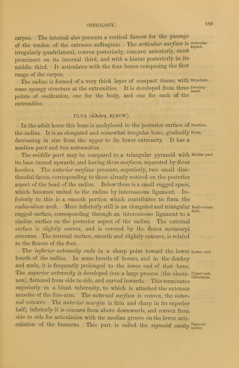 carpus. The internal also presents a vertical furrow for the passage of the tendon of the extensor suffraginis. The articular surface is ^‘°c^ar irregularly quadrilateral, convex posteriorly, concave anteriorly, most prominent on its internal third, and with a hiatus posteriorly in its middle third. It articulates with the four bones composing the first range of the carpus. The radius is formed of a very thick layer of compact tissue, with structure, some spongy structure at the extremities. It is developed from three £ee™101’- points of ossification, one for the body, and one for each of the extremities. ULNA (oj\evrj, ELBOW). In the adult horse this bone is anchylosed to the posterior surface of Position, the radius. It is an elongated and somewhat irregular bone, gradually Form, decreasing in size from the upper to its lower extremity. It has a median part and two extremities. The middle part may be compared to a triangular pyramid with Middle part, its base turned upwards, and having three surfaces, separated by three borders. The anterior surface presents, superiorly, two small diar- throdial facets, corresponding to those already noticed on the posterior aspect of the head of the radius. Below these is a small rugged space, which becomes united to the radius by interosseous ligament. In- teriorly to this is a smooth portion which contributes to form the radio-ulnar arch. More interiorly still is an elongated and triangular Radio ulnar rugged surface, corresponding through an interosseous ligament to a similar surface on the posterior aspect of the radius. The external surface is slightly convex, and is covered by the flexor metacarpi externus. The internal surface, smooth and slightly concave, is related to the flexors of the foot. The inferior extremity ends in a sharp point toward the lower Lower end. fourth of the radius. In some breeds of horses, and in the donkey and mule, it is frequently prolonged to the lower end of that bone. The superior extremity is developed into a large process (the olecra- upper end. . _ .. . . ° v Olecranon. non), flattened from side to side, and curved inwards. This terminates superiorly in a blunt tuberosity, to which is attached the extensor muscles of the fore-arm. The external surface is convex, the inter- nal concave. The anterior margin is thin and sharp in its superior half; inferiorly it is concave from above downwards, and convex from side to side for articulation with the median groove on the lower arti- culation of the humerus. This part is called the sigmoid cavity