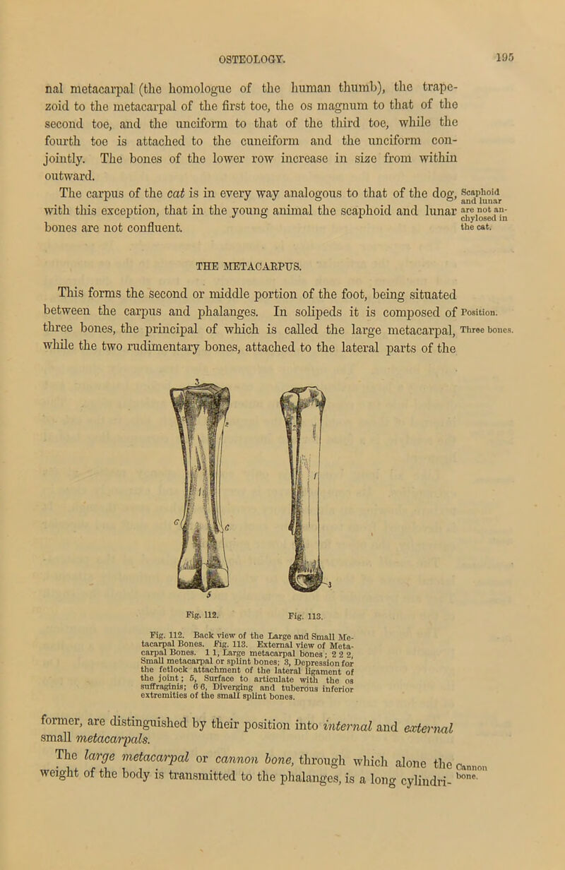 nal metacarpal (the komologue of the human thumb), the trape- zoid to the metacarpal of the first toe, the os magnum to that of the second toe, and the unciform to that of the third toe, while the fourth toe is attached to the cuneiform and the unciform con- jointly. The bones of the lower row increase in size from within outward. The carpus of the cat is in every way analogous to that of the dog, scaphoM with this exception, that in the young animal the scaphoid and lunar arenot^n- boues are not confluent. oie cat. THE METACARPUS. This forms the second or middle portion of the foot, being situated between the carpus and phalanges. In solipeds it is composed of Position, three bones, the principal of which is called the large metacarpal, Three bones, while the two rudimentary bones, attached to the lateral parts of the Pig. U2. Fig. 113. Fig. 112. Back view of the Large and Small Me- tacarpal Bones. Fig. 113. External view of Meta- carpal Bones. 11, Large metacarpal bones ; 2 2 2 Small metacarpal or splint bones; 3, Depression for the fetlock attachment of the lateral ligament of the joint; 5, Surface to articulate with the os suffraginis; 6 6, Diverging and tuberous inferior extremities of the small splint bones. former, are distinguished by their position into internal and external small metacarpals. The large metacarpal or cannon bone, through which alone the cannon weight of the body is transmitted to the phalanges, is a long cylindri- bone'