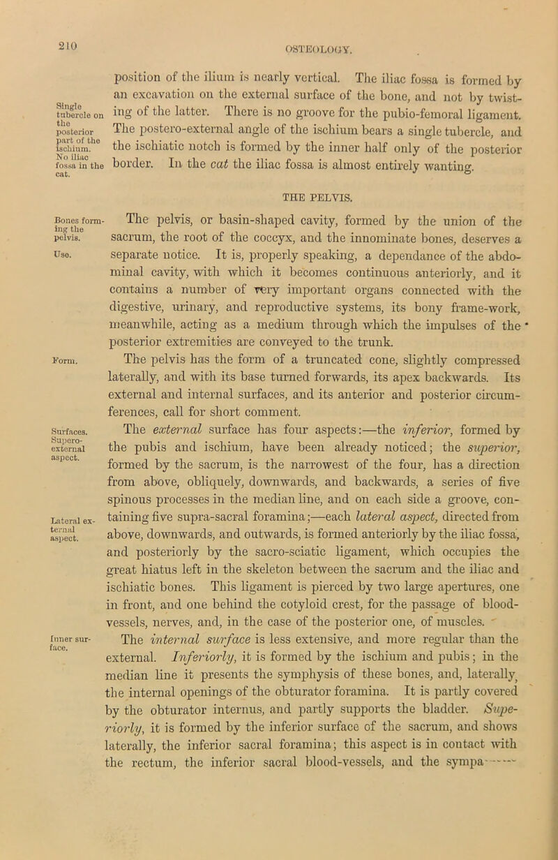Single tubercle on the posterior part of the ischium. No iliuc fossa in the cat. Bones form- ing the pelvis. Use. Norm. Surfaces. Supero- extsrnal aspect. Lateral ex- ternal aspect. Inner sur- face. position of the ilium is nearly vertical. The iliac fossa is formed by an excavation on the external surface of the bone, and not by twist- ing of the latter. There is no groove for the pubio-femoral ligament. The postero-external angle of the ischium bears a single tubercle, and the ischiatic notch is formed by the inner half only of the posterior border. In the cat the iliac fossa is almost entirely wanting. THE PELVIS. The pelvis, or basin-shaped cavity, formed by the union of the sacrum, the root of the coccyx, and the innominate bones, deserves a separate notice. It is, properly speaking, a dependance of the abdo- minal cavity, with which it becomes continuous anteriorly, and it contains a number of very important organs connected with the digestive, urinary, and reproductive systems, its bony frame-work, meanwhile, acting as a medium through which the impulses of the * posterior extremities are conveyed to the trunk. The pelvis has the form of a truncated cone, slightly compressed laterally, and with its base turned forwards, its apex backwards. Its external and internal surfaces, and its anterior and posterior emeu in- ferences, call for short comment. The external surface has four aspects:—the inferior, formed by the pubis and ischium, have been already noticed; the superior, formed by the sacrum, is the narrowest of the four, has a direction from above, obliquely, downwards, and backwards, a series of five spinous processes in the median line, and on each side a groove, con- taining five supra-sacral foramina;—each lateral aspect, directed from above, downwards, and outwards, is formed anteriorly by the iliac fossa, and posteriorly by the sacro-sciatic ligament, which occupies the great hiatus left in the skeleton between the sacrum and the iliac and ischiatic bones. This ligament is pierced by two large apertures, one in front, and one behind the cotyloid crest, for the passage of blood- vessels, nerves, and, in the case of the posterior one, of muscles. The internal surface is less extensive, and more regular than the external. Inferiorly, it is formed by the ischium and pubis; in the median line it presents the symphysis of these bones, and, laterally the internal openings of the obturator foramina. It is partly covered by the obturator interims, aud partly supports the bladder. Supe- riorly, it is formed by the inferior surface of the sacrum, and shows laterally, the inferior sacral foramina; this aspect is in contact with the rectum, the inferior sacral blood-vessels, and the sympa-