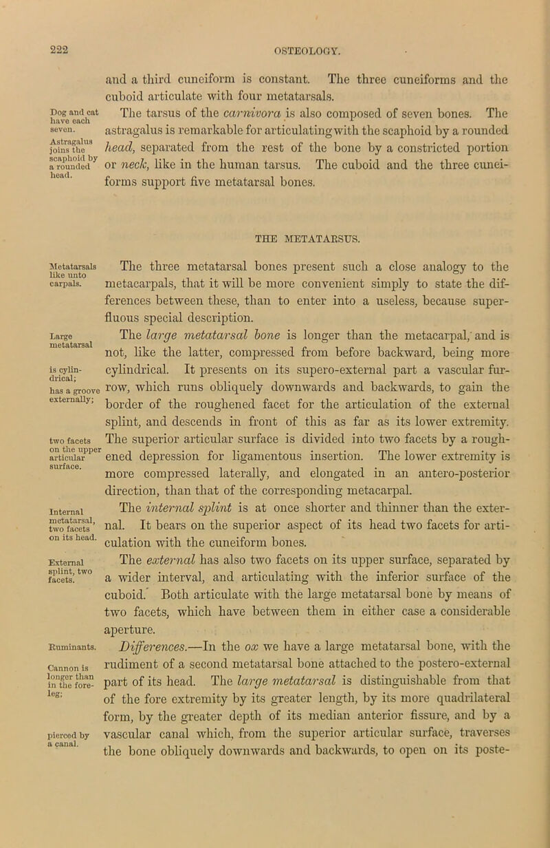 Dog and cat have each sevon. Astragalus joins the scaphoid by a rounded head. Metatarsals like unto earpals. Large metatarsal is cylin- drical; has a groove externally; two facets on the upper articular surface. Internal metatarsal, two facets on its head. External splint, two facets. Ruminants. Cannon is longer than in the fore- leg; pierced by a canal. and a third cuneiform is constant. The three cuneiforms and the cuboid articulate with four metatarsals. The tarsus of the carnivora is also composed of seven bones. The astragalus is remarkable for articulating with the scaphoid by a rounded head, separated from the rest of the bone by a constricted portion or neck, like in the human tarsus. The cuboid and the three cunei- forms support five metatarsal bones. THE METATAESUS. The three metatarsal bones present such a close analogy to the metacarpals, that it will be more convenient simply to state the dif- ferences between these, than to enter into a useless, because super- fluous special description. The large metatarsal bone is longer than the metacarpal; and is not, like the latter, compressed from before backward, being more cylindrical. It presents on its supero-external part a vascular fur- row, which runs obliquely downwards and backwards, to gain the border of the roughened facet for the articulation of the external splint, and descends in front of this as far as its lower extremity. The superior articular surface is divided into two facets by a rough- ened depression for ligamentous insertion. The lower extremity is more compressed laterally, and elongated in an antero-posterior direction, than that of the corresponding metacarpal. The internal splint is at once shorter and thinner than the exter- nal. It bears on the superior aspect of its head two facets for arti- culation with the cuneiform bones. The external has also two facets on its upper surface, separated by a wider interval, and articulating with the inferior surface of the cuboid. Both articulate with the large metatarsal bone by means of two facets, which have between them in either case a considerable aperture. Differences.—In the ox we have a large metatarsal bone, with the rudiment of a second metatarsal bone attached to the postero-external part of its head. The large metatarsal is distinguishable from that of the fore extremity by its greater length, by its more quadrilateral form, by the greater depth of its median anterior fissure, and by a vascular canal which, from the superior articular surface, traverses the bone obliquely downwards and backwards, to open on its poste-