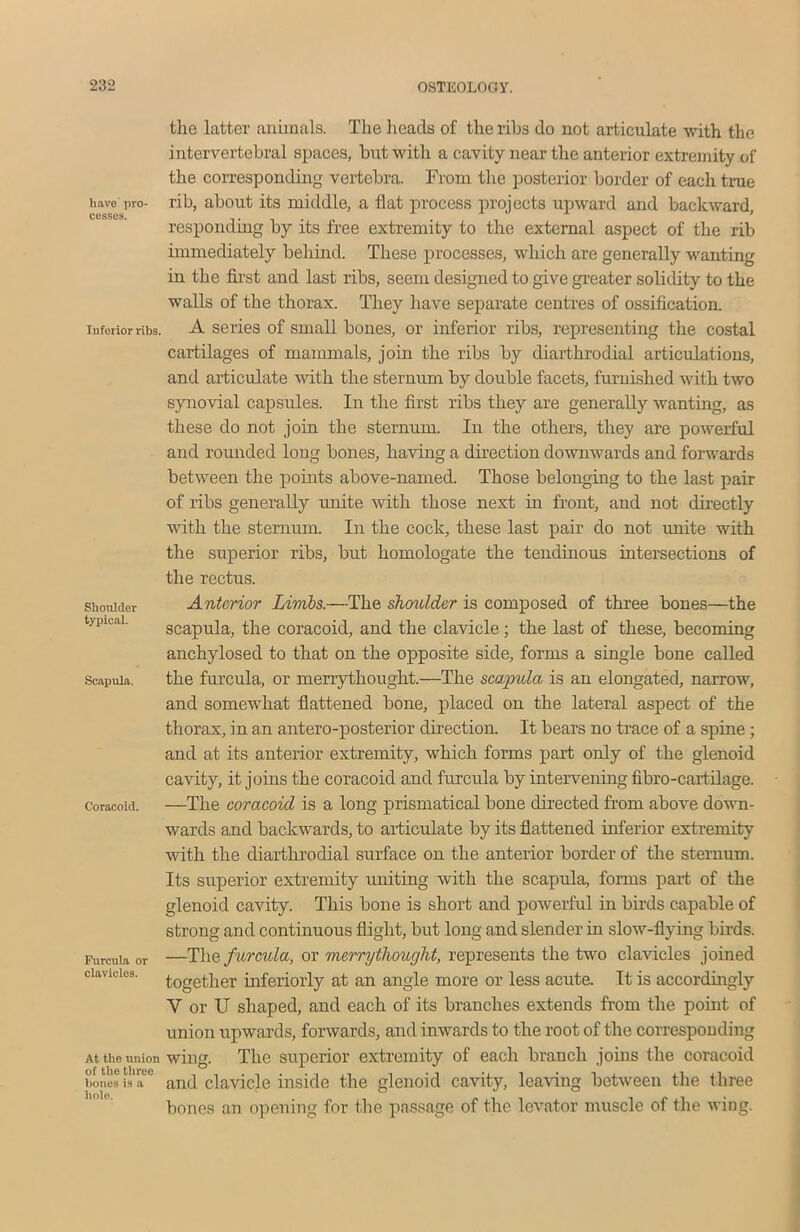 have' pro- cesses. Inferior ribs. the latter animals. The heads of the ribs do not articulate with the intervertebral spaces, but with a cavity near the anterior extremity of the corresponding vertebra. From tire posterior border of each true rib, about its middle, a flat process projects upward and backward, responding by its free extremity to the external aspect of the rib immediately behind. These processes, which are generally wanting in the first and last ribs, seem designed to give greater solidity to the walls of the thorax. They have separate centres of ossification. A series of small bones, or inferior ribs, representing the costal cartilages of mammals, join the ribs by diarthrodial articulations, and articulate with the sternum by double facets, furnished with two synovial capsules. In the first ribs they are generally wanting, as these do not join the sternum. In the others, they are powerful and rounded long bones, having a direction downwards and forwards between the points above-named. Those belonging to the last pair of ribs generally unite with those next in front, and not directly with the sternum. In the cock, these last pair do not -unite with the superior ribs, but homologate the tendinous intersections of the rectus. Anterior Limbs.—The shoulder is composed of three bones—the scapula, the coracoid, and the clavicle; the last of these, becoming anchylosed to that on the opposite side, forms a single bone called the furcula, or merrythought.—The scapula is an elongated, narrow, and somewhat flattened bone, placed on the lateral aspect of the thorax, in an antero-posterior direction. It bears no trace of a spine ; and at its anterior extremity, which forms part only of the glenoid cavity, it joins the coracoid and furcula by intervening fibro-cartilage. —The coracoid is a long prismatical bone directed from above down- wards and backwards, to articulate by its flattened inferior extremity with the diarthrodial surface on the anterior border of the sternum. Its superior extremity uniting with the scapula, forms part of the glenoid cavity. This bone is short and powerful in birds capable of strong and continuous flight, but long and slender in slow-flying birds. —The furcula, or merrythought, represents the two clavicles joined together interiorly at an angle more or less acute. It is accordingly Y or U shaped, and each of its branches extends from the point of union upwards, forwards, and inwards to the root of the corresponding Attheunion wing. The superior extremity of each branch joins the coracoid bones is’a0 and clavicle inside the glenoid cavity, leaving between the three bones an opening for the passage of the levator muscle of the wing. Shoulder typical. Scapula. Coracoid. Furcula or clavicles.