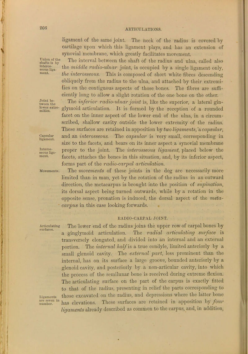 Union of the shafts is by interos- seous liga- ment. Joint be- tween the lower extre- mities. Capsular ligament. Interos- seous liga- ment. Movements. ligament of the same joint. The neck of the radius is covered by cartilage upon which this ligament plays, and has an extension of synovial membrane, which greatly facilitates movement. The interval between the shaft of the radius and ulna, called also the middle radio-ulnar joint, is occupied by a single ligament only, the interosseous. This is composed of short white fibres descending obliquely from the radius to the ulna, and attached by their extremi- ties on the contiguous aspects of those bones. The fibres are suffi- ciently long to allow a slight rotation of the one bone on the other. The inferior radio-ulnar joint is, like the superior, a lateral gin- glymoid articulation. It is formed by the reception of a rounded facet on the inner aspeet of the lower end of the ulna, in a circum- scribed, shallow cavity outside the lower extremity of the radius. These surfaces are retained in apposition by two ligaments, a capsular, and an interosseous. The capsular is very small, corresponding in size to the facets, and bears on its inner aspect a synovial membrane proper to the joint. The interosseous ligament, placed below the facets, attaches the bones in this situation, and, by its inferior aspect, forms part of the radio-carpal articulation. The movements of these joints in the dog are necessarily more limited than in man, yet by the rotation of the radius in an outward direction, the metacarpus is brought into the position of supination, its dorsal aspect being turned outwards, while by a rotation in the opposite sense, pronation is induced, the dorsal aspect of the meta- carpus in this case looking forwards. RADIO-CARPAL JOINT. Articulating The lower end of the radius joins the upper row of carpal bones by a ginglymoid articulation. The radial articulating surface is transversely elongated, and divided into an internal and an external portion. The internal half is a true condyle, limited anteriorly by a small glenoid cavity. The external part, less prominent than the internal, has on its surface a large groove, bounded anteriorly by a glenoid cavity, and posteriorly by a non-particular cavity, into which the process of the semilunar bone is received during extreme flexion. The articulating surface on the part of the carpus is exactly fitted to that of the radius, presenting in relief the parts corresponding to Ligaments those excavated on the radius, and depressions where the latter bone number.11 in has elevations. These surfaces are retained in apposition by four ligaments already described as common to the carpus, and, in addition,