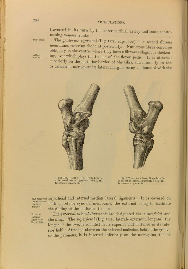 ARTICULATIONS. traversed in its turn by the anterior tibial artery and some anasto- mosing venous trunks. Posterior. The posterior ligament (Lig. tarsi capsulare) is a second fibrous membrane, covering the joint posteriorly. Numerous fibres converge obliquely to the centre, where they form a fibro-cartilaginous thicken- n“ inS> over which plays the tendon of the flexor pedis. It is attached superiorly on the posterior border of the tibia, and interiorly on the os calcis and astragalus, its lateral margins being confounded with the Pig. 174.—(Ijeyh.)—a, Deep bundle of internal lateral ligament; 6 6 6 6, In- terosseous ligaments. Fig. 175.—(Leyh.)—a, Deep bundle of external lateral ligament; 6 6 6 6, In- terosseous ligaments. has synovial membranes on both aspects. External lateral ligaments. Superficial. superficial and internal median lateral ligaments. It is covered on both aspects by synovial membrane, the external being to facilitate the gliding of the perforans tendons. The external lateral ligaments are designated the superficial and the deep. The superficial (Lig. tarsi laterale externum longum), the longer of the two, is rounded in its superior and flattened in its infe- rior half. Attached above on the external maleolus, behind the groove or the peroneus, it is inserted inferiorly on the astragalus, the os