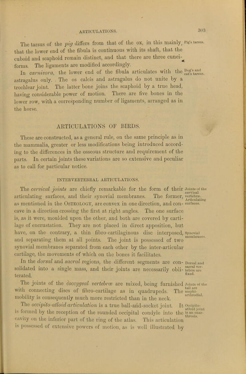 The tarsus of the pig differs from that of the ox, in this mainly, Kg'* tarsus, that the lower end of the fibula is continuous with its shaft, that the cuboid and scaphoid remain distinct, and that theie are tlnee cunei-^ forms. The ligaments are modified accordingly. In carnivora, the lower end of the fibula articulates with the “°/a8t“u8. astragalus only. The os calcis and astragalus do not unite by a trochlear joint. The latter bone joins the scaphoid by a true head, having considerable power of motion. There are five bones in the lower row, with a corresponding number of ligaments, arranged as in the horse. ARTICULATIONS OF BIRDS. These are constructed, as a general rule, on the same principle as in the mammalia, greater or less modifications being introduced accord- ing to the differences in the osseous structure and requirement of the parts. In certain joints these variations are so extensive and peculiar as to call for particular notice. INTERVERTEBRAL ARTICULATIONS. The cervical joints are chiefly remarkable for the form of their Joints of the J cervical articulating surfaces, and their synovial membranes. The former, vertebra, as mentioned in the Osteology, are convex in one direction, and con- surfaces, cave in a direction crossing the first at right angles. The one surface is, as it were, moulded upon the other, and both are covered by carti- lage of encrustation. They are not placed in direct apposition, but have, 011 the contrary, a thin fibro-cartilaginous disc interposed, synovial i i .. . . membranes, and separating them at all points. Ihe joint is possessed of two synovial membranes separated from each other by the inter-articular cartilage, the movements of which on the bones it facilitates. In the dorsal and sacral regions, the different segments are con-Dorsal ami solidated into a single mass, and their joints are necessarily obli- tebrmm-c terated. flxed' The joints of the coccygeal vertebrai are mixed, being furnished Joints of the with connecting discs of fibro-cartilage as in quadrupeds. The amph'i- mobility is consequently much more restricted than in the neck. The ocdpito-atloid articulation is a true ball-and-socket joint. It Occipito- is formed by the reception of the rounded occipital condyle into the isan ■ , , . , , 1 J throsis. cavity on the inferior part of the ring of the atlas. This articulation is possessed ol extensive powers of motion, as is well illustrated by