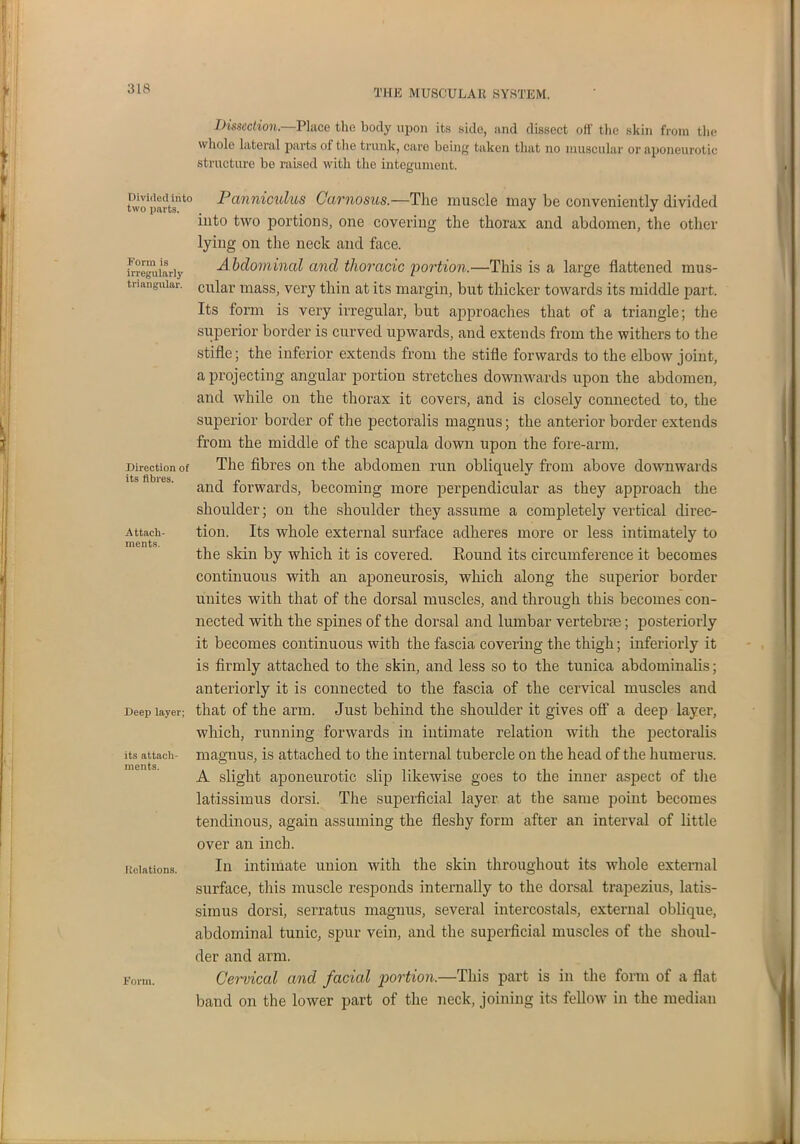 Dissection.—Place the body upon its side, and dissect of!' the skin from the whole lateral parts of the trunk, care being taken that no muscular or aponeurotic structure be raised with the integument. Divided into two parts. Form is irregularly triangular. Direction of its fibres. Attach- ments. Deep layer; its attach- ments. Relations. Pcmniculus Garnosus.—The muscle may be conveniently divided into two portions, one covering the thorax and abdomen, the other lying on the neck and face. A bdominal and thoracic portion.—This is a large flattened mus- cular mass, very thin at its margin, but thicker towards its middle part. Its form is very irregular, but approaches that of a triangle; the superior border is curved upwards, and extends from the withers to the stifle; the inferior extends from the stifle forwards to the elbow joint, a projecting angular portion stretches downwards upon the abdomen, and while on the thorax it covers, and is closely connected to, the superior border of the pectoralis magnus; the anterior border extends from the middle of the scapula down upon the fore-arm. The fibres on the abdomen run obliquely from above downwards and forwards, becoming more perpendicular as they approach the shoulder; on the shoulder they assume a completely vertical direc- tion. Its whole external surface adheres more or less intimately to the skin by which it is covered. Round its circumference it becomes continuous with an aponeurosis, which along the superior border unites with that of the dorsal muscles, and through this becomes con- nected with the spines of the dorsal and lumbar vertebrae; posteriorly it becomes continuous with the fascia covering the thigh; interiorly it is firmly attached to the skin, and less so to the tunica abdominalis; anteriorly it is connected to the fascia of the cervical muscles and that of the arm. Just behind the shoulder it gives off a deep layer, which, running forwards in intimate relation with the pectoralis magnus, is attached to the internal tubercle on the head of the humerus. A slight aponeurotic slip likewise goes to the inner aspect of the latissimus dorsi. The superficial layer at the same point becomes tendinous, again assuming the fleshy form after an interval of little over an inch. In intimate union with the skin throughout its whole external surface, this muscle responds internally to the dorsal trapezius, latis- simus dorsi, serratus magnus, several intercostals, external oblique, abdominal tunic, spur vein, and the superficial muscles of the shoul- der and arm. Cervical and facial portion.—This part is in the form of a flat band on the lower part of the neck, joining its fellow in the median