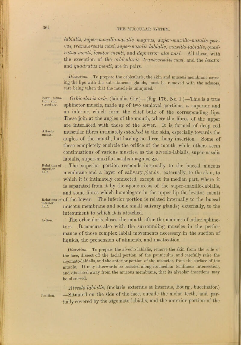 THE MUSCULAR SYSTEM. Form, situa- tion, and structure. Attach- ments. labialis, super-maxillo-nasalis magnus, super-maxilla-nasalis par- vus, transversalis nasi, super-nasalis labialis, maxillo-ldbialis, quacl- ratus menti, levator menti, and depressor ala) nasi. All these, with the exception of the orbicularis, transversalis nasi, and the levator and quadratics menti, are in pairs. Dissection.—To prepare the orbicularis, the skin and mucous membrane cover- ing the lips with the subcutaneous glands, must be removed with the scissors, care being taken that the muscle is uninjured. Orbicularis oris, (labialis, Gir.)—(Fig. 176, No. 1.)—This is a true sphinctor muscle, made up of two semioval portions, a superior and an inferior, which form the chief bulk of the corresponding lips. These join at the angles of the mouth, where the fibres of the upper are interlaced with those of the lower. It is formed of deep red muscular fibres intimately attached to the skin, especially towards the angles of the mouth, but having no direct bony insertion. Some of these completely encircle the orifice of the mouth, while others seem continuations of various muscles, as the alveolo-labialis, super-nasalis labialis, super-maxillo-nasalis magnus, &c. The superior portion responds internally to the buccal mucous membrane and a layer of salivary glands; externally, to the skin, to which it is intimately connected, except at its median part, where it is separated from it by the aponeui’osis of the super-maxillo-labialis, and some fibres which homologate in the upper lip the levator menti Relations of of the lower. The inferior portion is related internally to the buccal half. mucous membrane and some small salivary glands; externally, to the integument to which it is attached. Action. The orbicularis closes the mouth after the manner of other sphinc- ters. It concurs also with the surrounding muscles in the perfor- mance of those complex labial movements necessary in the suction of liquids, the prehension of aliments, and mastication. Dissection.—To prepare the alveolo-labialis, remove the skin from the side of the face, dissect off the facial portion of the panniculus, and carefully raise the zigomato-labialis, and the anterior portion of the masseter, from the surface of the muscle. It may afterwards be bisected along its median tendinous intersection, and dissected away from the mucous membrane, that its alveolar insertions may be observed. Alveolo-labialis, (molaris externus et interims, Bourg., buccinator.) Position. —Situated on the side of the face, outside the molar teeth, and par- tially covered by the zigomato-labialis, and the anterior portion of the Relations of superior half. I.