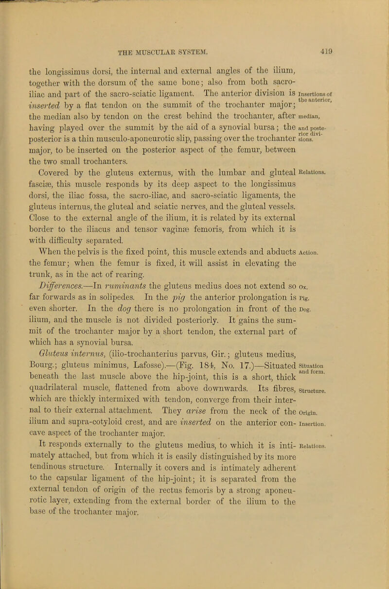 the longissimus dorsi, the internal and external angles of the ilium, together with the dorsum of the same bone; also from both sacro- iliac and part of the sacro-sciatic ligament. The anterior division is insertions of inserted by a flat tendon on the summit of the trochanter major; the median also by tendon on the crest behind the trochanter, after median, having played over the summit by the aid of a synovial bursa; the and poste- posterior is a thiu musculo-aponeurotic slip, passing over the trochanter sions.1 major, to be inserted on the posterior aspect of the femur, between the two small trochanters. Covered by the gluteus externus, with the lumbar and gluteal Relations, fasciie, this muscle responds by its deep aspect to the longissimus dorsi, the iliac fossa, the sacro-iliac, and sacro-sciatic ligaments, the gluteus interims, the gluteal and sciatic nerves, and the gluteal vessels. Close to the external angle of the ilium, it is related by its external border to the iliacus and tensor vaginae femoris, from which it is with difficulty separated. When the pelvis is the fixed point, this muscle extends and abducts Action, the femur; when the femur is fixed, it will assist in elevating the trunk, as in the act of rearing. Differences.—In ruminants the gluteus medius does not extend so ox. far forwards as in solipedes. In the pig the anterior prolongation is 1%. even shorter. In the dog there is no prolongation in front of the Dog. ilium, and the muscle is not divided posteriorly. It gains the sum- mit of the trochanter major by a short tendon, the external part of which has a synovial bursa. Gluteus internus, (ilio-trochanterius parvus, Gir.; gluteus medius, Bourg.; gluteus minimus, Lafosse).—(Fig. 181, No. 17.)—Situated situation beneath the last muscle above the hip-joint, this is a short, thick quadrilateral muscle, flattened from above downwards. Its fibres, structure, which are thickly intermixed with tendon, converge from their inter- nal to their external attachment. They arise from the neck of the origiu. ilium and supra-cotyloid crest, and are inserted on the anterior con- insertion, cave aspect of the trochanter major. It responds externally to the gluteus medius, to which it is inti- Relations, mately attached, but from which it is easily distinguished by its more tendinous structure. Internally it covers and is intimately adherent to the capsular ligament of the hip-joint; it is separated from the external tendon of origin of the rectus femoris by a strong aponeu- rotic layer, extending from the external border of the ilium to the base of the trochanter major.