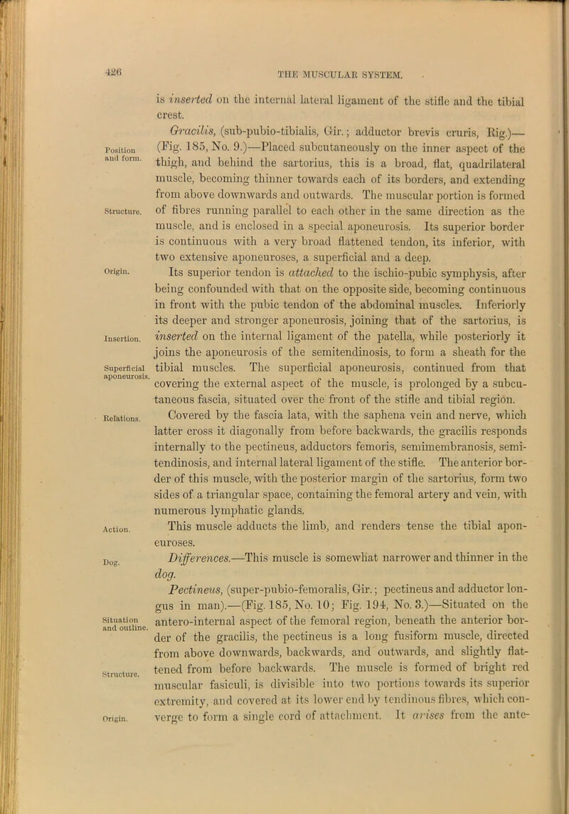 Position and form. Structure. Origin. Insertion. Superficial aponeurosis. Relations. Action. Dog. Situation and outline. Structure. THE MUSCULAR SYSTEM. is inserted on tlie internal lateral ligament of the stifle and the tibial crest. Gracilis, (sub-pubio-tibialis, Gir.; adductor brevis cruris, Rig.)— (Fig. 185, No. 9.)—Placed subcutaneously on the inner aspect of the thigh, and behind the sartorius, this is a broad, flat, quadrilateral muscle, becoming thinner towards each of its borders, and extending from above downwards and outwards. The muscular portion is formed of fibres running parallel to each other in the same direction as the muscle, and is enclosed in a special aponeurosis. Its superior border is continuous with a very broad flattened tendon, its inferior, with two extensive aponeuroses, a superficial and a deep. Its superior tendon is attached to the ischio-pubic symphysis, after being confounded with that on the opposite side, becoming continuous in front with the pubic tendon of the abdominal muscles. Interiorly its deeper and stronger aponeurosis, joining that of the sartorius, is inserted on the internal ligament of the patella, while posteriorly it joins the aponeurosis of the semitendinosis, to form a sheath for the tibial muscles. The superficial aponeurosis, continued from that covering the external aspect of the muscle, is prolonged by a subcu- taneous fascia, situated over the front of the stifle and tibial region. Covered by the fascia lata, with the saphena vein and nerve, which latter cross it diagonally from before backwards, the gracilis responds internally to the pectineus, adductors femoris, semimembranosis, semi- tendinosis, and internal lateral ligament of the stifle. The anterior bor- der of this muscle, with the posterior margin of the sartorius, form two sides of a triangular space, containing the femoral artery and vein, with numerous lymphatic glands. This muscle adducts the limb, and renders tense the tibial apon- euroses. Differences.—This muscle is somewhat narrower and thinner in the dog. Pectineus, (super-pubio-femoralis, Gir.; pectineus and adductor lon- gus in man).—(Fig. 185, No. 10; Fig. 19d, No. 3.)—Situated on the antero-internal aspect of the femoral region, beneath the anterior bor- der of the gracilis, the pectineus is a long fusiform muscle, directed from above downwards, backwards, and outwards, and slightly flat- tened from before backwards. The muscle is formed of bright red muscular fasiculi, is divisible into two portions towards its superior extremity, and covered at its lower end by tendinous fibres, which con- verge to form a single cord of attachment. It arises from the ante-