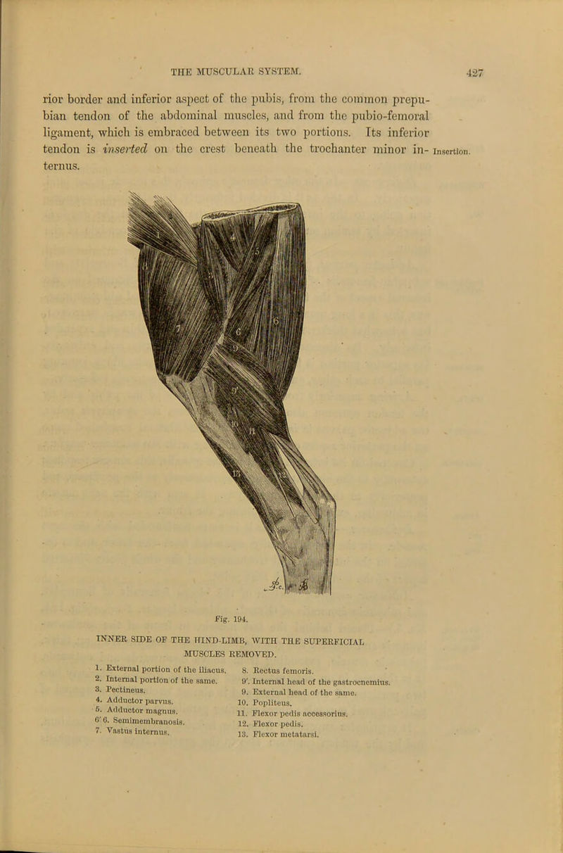 rior border and inferior aspect of the pubis, from the common prepu- bian tendon of the abdominal muscles, and from the pubio-femoral ligament, which is embraced between its two portions. Its inferior tendon is inserted on the crest beneath the trochanter minor in- terims. Fig. 194. INNER SIDE OF THE HIND-LIMB, WITH THE SUPERFICIAL MUSCLES REMOVED. 1. External portion of the iliacus. 2. Internal portion of the same. 3. Pectineus. 4. Adductor parvus. 6. Adductor magnus. 0' 0. Semimembranosis. 7. Vastus internus. 8. Rectus femoris. O'. Internal head of the gastrocnemius. 9. External head of the same. 10. Popliteus. 11. Flexor pedis accessorius. 12. Flexor pedis. 13. Flexor metatarsi. Insertion.