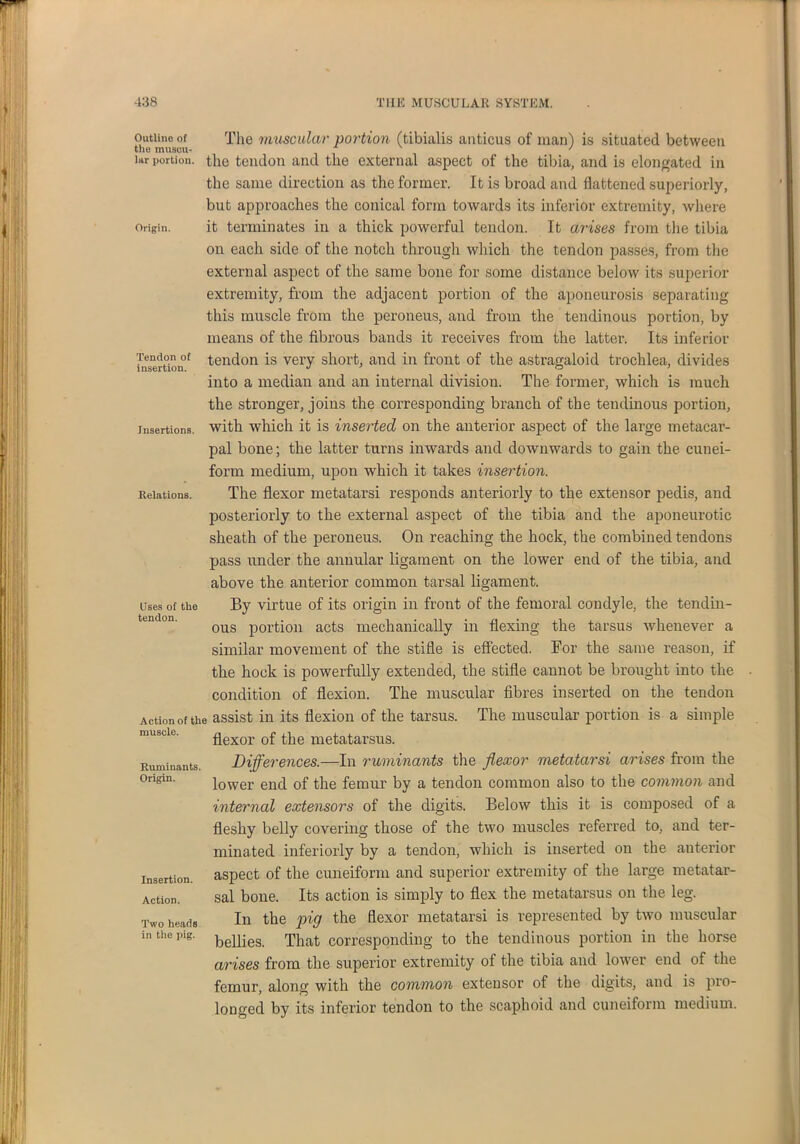 Outline of The muscular portion (tibialis anticus of man) is situated between the muscu- ' Ur portion, the tendon and the external aspect of the tibia, and is elongated in the same direction as the former. Origin Tendon of insertion. Insertions. Relations. It is broad and flattened superiorly, but approaches the conical form towards its inferior extremity, where it terminates in a thick powerful tendon. It arises from the tibia on each side of the notch through which the tendon passes, from the external aspect of the same bone for some distance below its superior extremity, from the adjacent portion of the aponeurosis separating this muscle from the peroneus, and from the tendinous portion, by means of the fibrous bands it receives from the latter. Its inferior tendon is very short, and in front of the astragaloid trochlea, divides into a median and an internal division. The former, which is much the stronger, joins the corresponding branch of the tendinous portion, with which it is inserted on the anterior aspect of the large metacar- pal bone; the latter turns inwards and downwards to gain the cunei- form medium, upon which it takes insertion. The flexor metatarsi responds anteriorly to the extensor pedis, and posteriorly to the external aspect of the tibia and the aponeurotic sheath of the peroneus. On reaching the hock, the combined tendons pass under the annular ligament on the lower end of the tibia, and above the anterior common tarsal ligament. By virtue of its origin in front of the femoral condyle, the tendin- ous portion acts mechanically in flexing the tarsus whenever a similar movement of the stifle is effected. For the same reason, if the hock is powerfully extended, the stifle cannot be brought into the condition of flexion. The muscular fibres inserted on the tendon Action of the assist in its flexion of the tarsus. The muscular portion is a simple flexor of the metatarsus. Differences.—In ruminants the flexor metatarsi arises from the lower end of the femur by a tendon common also to the common and internal extensors of the digits. Below this it is composed of a fleshy belly covering those of the two muscles referred to, and ter- minated interiorly by a tendon, which is inserted on the anterior aspect of the cuneiform and superior extremity of the large metatar- sal bone. Its action is simply to flex the metatarsus on the leg. In the pig the flexor metatarsi is represented by two muscular bellies. That corresponding to the tendinous portion in the horse arises from the superior extremity of the tibia and lower end of the femur, along with the common extensor of the digits, and is pro- longed by its inferior tendon to the scaphoid and cuneiform medium. Uses of the tendon. muscle. Ruminants Origin. Insertion. Action. Two heads in the pig.