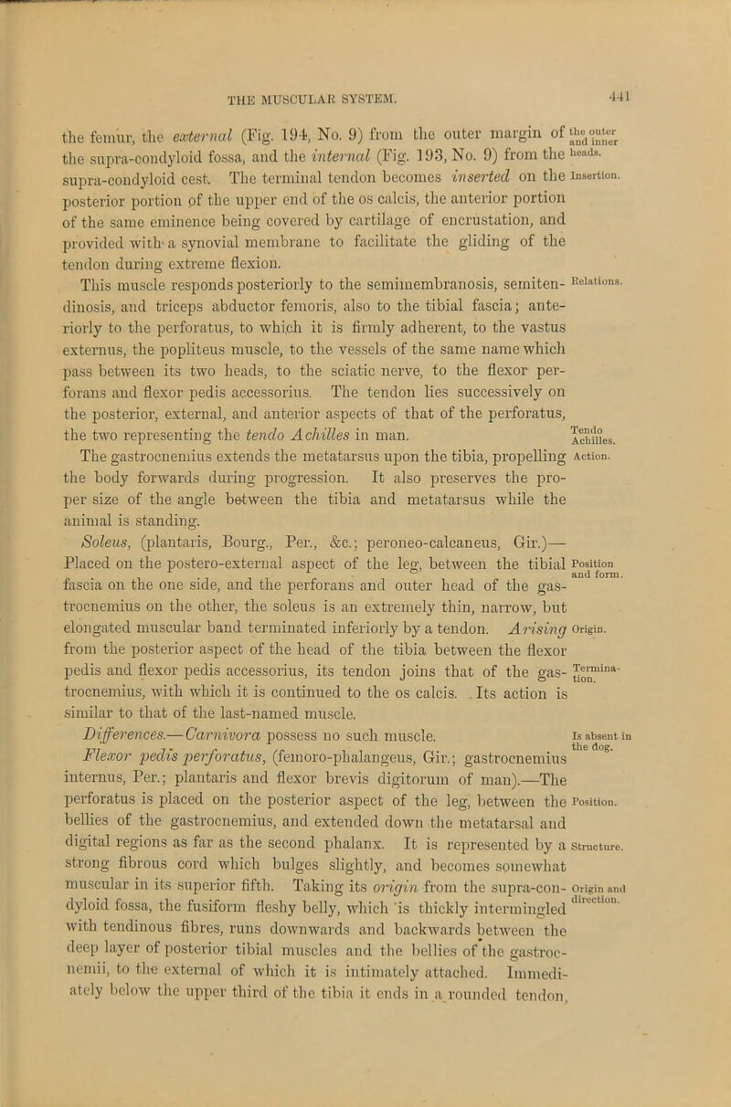 the femur, the external (Fig. 194, No. 9) from the outer margin of pouter the supra-condyloid fossa, and the internal (Fig. 193, No. 9) from the llUildB- supra-coudyloid cest. The terminal tendon becomes inserted on the insertion, posterior portion pf the upper end of the os calcis, the anterior portion of the same eminence being covered by cartilage of encrustation, and provided with- a synovial membrane to facilitate the gliding of the tendon during extreme flexion. This muscle responds posteriorly to the semimembranosis, seiniten- Relations, dinosis, and triceps abductor femoris, also to the tibial fascia; ante- riorly to the perforatus, to which it is firmly adherent, to the vastus externus, the popliteus muscle, to the vessels of the same name which pass between its two heads, to the sciatic nerve, to the flexor per- forans and flexor pedis accessorius. The tendon lies successively on the posterior, external, and anterior aspects of that of the perforatus, the two representing the tendo Achilles in man. Ichmes. The gastrocnemius extends the metatarsus upon the tibia, propelling Action, the body forwards during progression. It also preserves the pro- per size of the angle between the tibia and metatarsus while the animal is standing. Soleus, (plantaris, Bourg., Per., &c.; peroneo-calcaneus, Gir.)— Placed on the postero-external aspect of the lea:, between the tibial Position 1 . r & and form. fascia on the one side, and the perforans and outer head of the gas- trocnemius on the other, the soleus is an extremely thin, narrow, but elongated muscular band terminated interiorly by a tendon. A ids ing Origin, from the posterior aspect of the head of the tibia between the flexor pedis and flexor pedis accessorius, its tendon joins that of the gas- trocnemius, with which it is continued to the os calcis. . Its action is similar to that of the last-named muscle. Differences.—Carnivora possess no such muscle. is absent in Flexor pedis perforatus, (femoro-plialangeus, Gir.; gastrocnemius internus, Per.; plantaris and flexor brevis digitorum of man).—The perforatus is placed on the posterior aspect of the leg, between the Position, bellies of the gastrocnemius, and extended down the metatarsal and digital regions as far as the second phalanx. It is represented by a structure, strong fibrous cord which bulges slightly, and becomes somewhat muscular in its superior fifth. Taking its origin from the supra-con- origin and dyloid fossa, the fusiform fleshy belly, which is thickly intermingled lhlLLllon with tendinous fibres, runs downwards and backwards between the deep layer of posterior tibial muscles and the bellies of the gastroc- nemii, to the external of which it is intimately attached. Immedi- ately below the upper third of the tibia it ends in a rounded tendon.