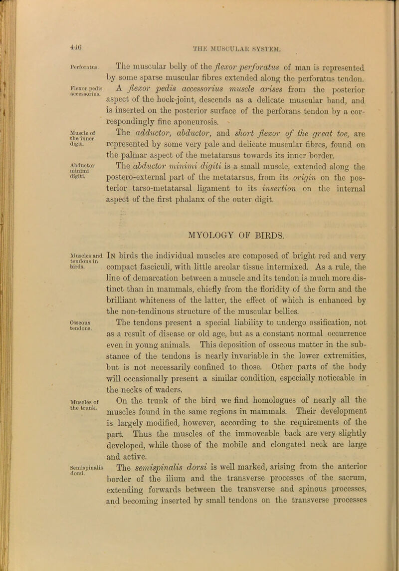 4-10 Perforatus. Flexor pedis accessorius. Muscle of the inner digit. Abductor minimi digiti. Muscles and tendons in birds. Osseous tendons. Muscles of the trank. Semispinalis dorsi. The muscular belly of the flexor perforatus of man is represented by some sparse muscular fibres extended along the perforatus tendon. A flexor pedis accessorius muscle arises from the posterior aspect of the hock-joint, descends as a delicate muscular band, and is inserted on the posterior surface of the perforans tendon by a cor- respondingly fine aponeurosis. The adductor, abductor, and short flexor of the great toe, are represented by some very pale and delicate muscular fibres, found on the palmar aspect of the metatarsus towards its inner border. The abductor minimi digiti is a small muscle, extended along the postero-external part of the metatarsus, from its origin on the pos- terior tarso-metatarsal ligament to its insertion on the internal aspect of the first phalanx of the outer digit. MYOLOGY OF BIRDS. In birds the individual muscles are composed of bright red and very compact fasciculi, with little areolar tissue intermixed. As a rule, the line of demarcation between a muscle and its tendon is much more dis- tinct than in mammals, chiefly from the floridity of the form and the brilliant whiteness of the latter, the effect of which is enhanced by the non-tendinous structure of the muscular bellies. The tendons present a special liability to undergo ossification, not as a result of disease or old age, but as a constant normal occurrence even in young animals. This deposition of osseous matter in the sub- stance of the tendons is nearly invariable in the lower extremities, but is not necessarily confined to those. Other parts of the body will occasionally present a similar condition, especially noticeable in the necks of waders. On the trunk of the bird we find homologues of nearly all the muscles found in the same regions in mammals. Their development is largely modified, however, according to the requirements of the part. Thus the muscles of the immoveable back are very slightly developed, while those of the mobile and elongated neck are large and active. The semispinalis dorsi is well marked, arising from the anterior border of the ilium and the transverse processes of the sacrum, extending forwards between the transverse and spinous processes, and becoming inserted by small tendons on the transverse processes