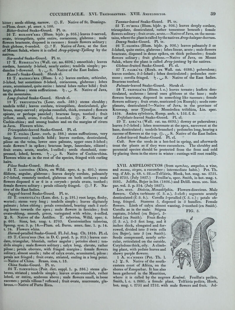 bitter; seeds oblong, narrow. ©. F. Native of St. Domingo. —Plum, descr. pi. amer. t. 100. RiMer-fruited Snake-Gourd. PI. tr. 16 T. hexaspe'rma (Blum, bijdr. p. 935.) leaves 3-nerved, ovate, tricuspidate, quite entire, coriaceous, glabrous; male flowers bracteate, disposed in racemes : female flowers solitary ; fruit globose, 6-seeded. ©.? F. Native of Java, at the foot of Mount Salak, where it is called Aroy-pitjung-Tjelleng by the natives. Six-seeded Snake-Gourd. PI. tr. 17 T. Russelia'na (Wall. cat. no. 6696.) smoothish; leaves cordate, hastately 3-lobed, nearly entire; tendrils simple; pe- duncles 1-flowered. Tj . S. Native of the East Indies. Russel’s Snake-Gourd. Shrub cl. 18 T. macroca'rpa (Blum. I. c.) leaves cordate, orbicular, 5-lobed, but sometimes 3-lobed, coriaceous, glabrous ; lobes ovate, acuminated, quite entire : lateral lobes rather bifid ; fruit large, globose ; stem suffruticose. I? . S. Native of Java, on the mountains. Long-fruited Snake-Gourd. Shrub cl. 19 T. tricuspida'ta (Lour. coch. 589.) stems shrubby; tendrils trifid ; leaves cordate, tricuspidate, denticulated, gla- brous, many-nerved; stipulas roundish, thick, crenated ; flowers spicate, or perhaps panicled; bracteas large, toothed; fruit yellow, small, ovate, 2-celled, 2-seeded. ©. F. Native of Cochin-china; and among bushes and on the margins of rivers in Java. Flowers white. Tricuspidate-\ea\e& Snake-Gourd. PI. cl. 20 T. pilosa (Lour. coch. p. 588.) stems suffruticose, very long, furrowed; tendrils bifid; leaves cordate, denticulated, pilose on the veins, lower ones palmate, upper ones 3-lobed; male flowers ? in spikes; bracteas large, lanceolate, ciliated ; fruit ovate, acute, scarlet, 1-celled; seeds rhomboid, com- pressed, lobed, brown. S. Native of Cochin-china. Flowers white as in the rest of the species, fringed with curling hairs. Pilose Snake-Gourd. Shrub cl. 21 T. laciniosa (Klein, ex Willd. spec. 4. p. 601.) stems filiform, angular, glabrous ; leaves deeply cordate, palmately 5-7-lobed, remotely toothed, glabrous on both surfaces; male flowers disposed 4 or 6 in a corymb : petals ovate, toothed; female flowers solitary : petals ciliately fringed. ©.? F. Na- tive of the East Indies. /agged-leaved Snake-Gourd. PI. tr. 22 T. cornicula'ta (Lam. diet. 1. p. 191.) root large, fleshy, warted; stems very long; tendrils simple ; leaves digitately palmate ; lobes oblong ; petals crenulated, bearing each 2 curl- ing horns towards the apex; male flowers in fascicles ; fruit ovate-oblong, smooth, green, variegated with white, 4-celled. 11. S. Native of the Antilles. T. tuberdsa, Willd. spec. 4. p. 601. Sims, bot. mag. t. 2703. Ceratosanthes tuberosa, Spreng. syst. 3. p. 18.—Plum. ed. Burm. amer. fasc. 1. p. 14. t. 24. Flowers white. i/or«ed-petalled Snake-Gourd. FI. Jul. Aug. Clt. 1810. PI. cl. 23 T. Chine'nsis (Ser. in D. C. prod. 3. p. 315.) leaves cor- date, triangular, bluntish, rather angular ; petioles short; ten- drils simple; male flowers solitary ; calyx long, clavate, rather pilose; petals obovate, with fringed margins ; female flowers solitary, almost sessile ; tube of calyx ovate, acuminated, pilose : petals not fringed ; fruit ovate, striated, ending in a long point. —Native of China. Braan. icon. t. 13. China Snake-Gourd. PI. tr. 24 T. tamnifolia (Poir. diet, suppl. 1. p. 386.) stems gla- brous, striated ; tendrils simple; leaves ovate-roundish, rather lobed, or entire, scabrous above ; male flowers small, in loose racemes ; petals villous ? reflexed ; fruit ovate, mucronate, gla- brous.—Native of Porto Rico. Tamnus-leaved Snake-Gourd. PI. tr. 25 T. pu'bera (Blum, bijdr. p. 936.) leaves deeply cordate, tricuspidate, denticulated, rather tomentose beneath ; female flowers solitary ; fruit ovate, acute.—Native of Java, on the moun- tains, where the plantis called by the natives Aroy-halayar-burrum. Downy Snake-Gourd. PI. tr. 26 T. globosa (Blum, bijdr. p. 936.) leaves palmately 3 or 5-lobed, quite entire, glabrous ; lobes linear, acute ; male flowers bracteate, disposed in dense spikes, on thick peduncles; female flowers solitary ; fruit globose.—Native of Java, on Mount Salak, where the plant is called Aroy-jantang by the natives. (7/o6ose-fruited Snake-Gourd. PI. cl. 27 T. palma ta (Roxb. ex Wall. cat. 6688.) puberulous; leaves cordate, 3-5-lobed ; lobes denticulated ; peduncles race- mose ; corolla fringed. • w S. Native of the East Indies. Bracteas toothed. Palmate-leaved Snake-Gourd. Shrub cl. 28 T. trifolia'ta (Blum. 1. c.) leaves ternate; leaflets den- ticulated, scabrous : lateral ones gibbous at the base ; male flowers bracteate, disposed in something like racemes; female flowers solitary ; fruit ovate, muricated (ex Rumph); seeds com- planate, denticulated ?—Native of Java, in the province of Krawang, near Tjiradjas. Momordica trifoliata, Lin. spec. 1434. Am^ra sylvestris, Rump. amb. t. 152. f. 2. Trifoliate-leaved Snake-Gourd. PI. cl. 29 T. loba'ta (Wall. cat. no. 6693.) downy or puberulous ; leaves 5-7-lobed ; lobes mucronate at the apex, narrowest at the base, denticulated ; tendrils branched ; peduncles long, bearing a raceme of flowers at the top. ©. S. Native of the East Indies. Lobed-leaved Snake-Gourd. PI. cl. Cult. Sow the seeds In a hot-bed in spring, and afterwards treat the plants as if they were cucumbers. The shrubby and perennial species should be protected from the frost and cold by placing them in the stove in winter : cuttings will root readily. XVII. AMPELOSI'CYOS (from a/uiriXog, ampelos, a vine, and aikvos, sicyos, a cucumber ; intermediate habit.) Pet. Th. veg. d’Afr. p. 68. t. 22.—Telfairia, Hook, bot. mag. no. 2751. and 2752. (July 1827.) Feuillae'a, spec. Smith, in bot. mag. t. 2681. Joliffia, Bojer in litt. (1826.) and Delill. mem. soc. hist, par. vol. 3. p. 314. (July 1827). Lin. syst. Dioecia, Monadelphia. Flowers dioecious. Male flowers. Calyx turbinate (f. 3. a.), 5-cleft; segments acutely denticulated (f. 3. b.). Corolla 5-petalled (f. 3. c.) ; petals ob- long, fringed. Stamens 5, disposed in 3 bundles. Female flowers. Limb of calyx almost wanting, 5-toothed (ex Smith). FIG. 3. Corolla as in the male. Stigma capitate, 3-lobed (ex Bojer), 5- lobed (ex Smith). Fruit fleshy (f. 3 e.), 2-3 feet long, and 8 inches thick, elongated and fur- rowed, divided into 3 twin cells (ex Bojer), into 5 (ex Smith). Seeds compressed, nearly orbi- cular, reticulated on the outside. Cotyledons thick, oily. A climb- ing plant, with pedate leaves and showy purple flowers. 1 A. sca'ndens (Pet. Th. 1. c.) 1/. S. Native of the south- eastern coast of Africa, on the shores of Zanquebar. It has also been gathered in the Mauritius, where it is called by the negroes Koueme. Smith, 1. c. t. 2681. a female plant. Telfairia pedata, Hook, bot. mag. t. 2751 and 2752. with male flowers and fruit. Jol- Feuillae'a pedata,