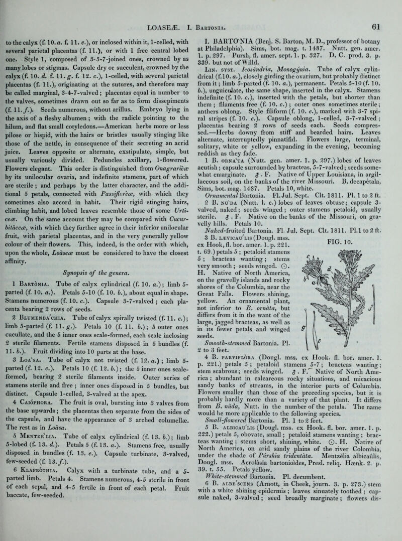 to the calyx (f. 10. a. f. 11. e.), or inclosed within it, 1-celled, with several parietal placentas (f. 11.), or with 1 free central lobed one. Style 1, composed of 3-5-7-joined ones, crowned by as many lobes or stigmas. Capsule dry or succulent, crowned by the calyx (f. 10. d. f. 11. g. f. 12. c.), 1-celled, with several parietal placentas (f. 11.), originating at the sutures, and therefore may be called marginal, 3-4-7-valved; placentas equal in number to the valves, sometimes drawn out so far as to form dissepiments (f. 11./.). Seeds numerous, without arillus. Embryo lying in the axis of a fleshy albumen ; with the radicle pointing to the hilum, and flat small cotyledons.—American herbs more or less pilose or hispid, with the hairs or bristles usually stinging like those of the nettle, in consequence of their secreting an acrid juice. Leaves opposite or alternate, exstipulate, simple, but usually variously divided. Peduncles axillary, 1-flowered. Flowers elegant. This order is distinguished from Onagrariece by its unilocular ovaria, and indefinite stamens, part of which are sterile ; and perhaps by the latter character, and the addi- tional 5 petals, connected with Passi/lcrece, with which they sometimes also accord in habit. Their rigid stinging hairs, climbing habit, and lobed leaves resemble those of some Urti- cece. On the same account they may be compared with Cucur- bitacece, with which they further agree in their inferior unilocular fruit, with parietal placentas, and in the very generally yellow colour of their flowers. This, indeed, is the order with which, upon the whole, Loasece must be considered to have the closest affinity. Synopsis of the genera. 1 Bartonia. Tube of calyx cylindrical (f. 10. a.); limb 5- parted (f. 10. a.). Petals 5-10 (f. 10. b.), about equal in shape. Stamens numerous (f. 10. c.). Capsule 3-7-valved ; each pla- centa bearing 2 rows of seeds. 2 Beumenba'chia. Tube of calyx spirally twisted (f. 11. e.); limb 5-parted (f. 11. g.). Petals 10 (f. 11. 5.); 5 outer ones cucullate, and the 5 inner ones scale-formed, each scale inclosing 2 sterile filaments. Fertile stamens disposed in 5 bundles (f. 11. b.). Fruit dividing into 10 parts at the base. 3 Loa'sa. Tube of calyx not twisted (f. 12. a.) ; limb 5- parted (f. 12. c.). Petals 10 (f. 12. b.); the 5 inner ones scale- formed, bearing 2 sterile filaments inside. Outer series of stamens sterile and free ; inner ones disposed in 5 bundles, but distinct. Capsule 1-celled, 3-valved at the apex. 4 Caiophora. The fruit is oval, bursting into 3 valves from the base upwards; the placentas then separate from the sides of the capsule, and have the appearance of 3 arched columellae. The rest as in Loasa. 5 Mentze'lia. Tube of calyx cylindrical (f. 13. b.); limb 5-lobed (f. 13. d.). Petals 5 (f. 13. a.). Stamens free, usually disposed in bundles (f. 13. e.). Capsule turbinate, 3-valved, few-seeded (f. 13./.). 6 Klaprothia. Calyx with a turbinate tube, and a 5- parted limb. Petals 4. Stamens numerous, 4-5 sterile in front of each sepal, and 4-5 fertile in front of each petal. Fruit baccate, few-seeded. I. BARTO'NIA (Benj. S. Barton, M. D., professor of botany at Philadelphia). Sims, bot. mag. t. 1487. Nutt. gen. amer. 1. p. 297. Pursh, fl. amer. sept. 1. p. 327. D. C. prod. 3. p. 339. but not of Willd. Lin. syst. Icos&ndria, Monogynia. Tube of calyx cylin- drical (f.10. a.), closely girding the ovarium, but probably distinct from it; limb 5-parted (f. 10. a.), permanent. Petals 5-10 (f. 10. b.), unguiculate, the same shape, inserted in the calyx. Stamens indefinite (f. 10. c.), inserted with the petals, but shorter than them ; filaments free (f. 10. c.) ; outer ones sometimes sterile; anthers oblong. Style filiform (f. 10. e.), marked with 3-7 spi- ral stripes (f. 10. e.). Capsule oblong, 1-celled, 3-7-valved; placentas bearing 2 rows of seeds each. Seeds compres- sed.—Herbs downy from stiff and bearded hairs. Leaves alternate, interruptedly pinnatifid. Flowers large, terminal, solitary, white or yellow, expanding in the evening, becoming reddish as they fade. 1 B. orna'ta (Nutt. gen. amer. 1. p. 297.) lobes of leaves acutish ; capsule surrounded by bracteas, 5-7-valved; seeds some- what emarginate. $ . F. Native of Upper Louisiana, in argil- laceous soil, on the banks of the river Missouri. B. decapetala, Sims, bot. mag. 1487. Petals 10, white. Ornamental Bartonia. Fl.Jul. Sept. Clt. 1811. PI. 1 to 2 ft. 2 B. nu'da (Nutt. 1. c.) lobes of leaves obtuse; capsule 3- valved, naked; seeds winged ; outer stamens petaloid, usually sterile. $ . F. Native on the banks of the Missouri, on gra- velly hills. Petals 10. .NaAed-fruited Bartonia. Fl. Jul. Sept. Clt. 1811. Pl.lto2ft. 3 B. E/evicau'lis (Dougl. mss. ex Hook, fl. bor. amer. 1. p. 221. t. 69.) petals 5 ; petaloid stamens 5 ; bracteas wanting; stems very smooth ; seeds winged. Q. H. Native of North America, on the gravelly islands and rocky shores of the Columbia, near the Great Falls. Flowers shining, yellow. An ornamental plant, not inferior to B. orndta, but differs from it in the want of the large, jagged bracteas, as well as in its fewer petals and winged 9 seeds. Smooth-stemmed Bartonia. PI. 2 to 3 feet. 4 B. parviflora (Dough mss. ex Hook. fl. bor. amer. 1. p. 221.) petals 5; petaloid stamens 5-7; bracteas wanting; stem scabrous; seeds winged. $ . F.^ Native of North Ame- rica ; abundant in calcareous rocky situations, and micacious sandy banks of streams, in the interior parts of Columbia. Flowers smaller than those of the preceding species, but it is probably hardly more than a variety of that plant. It differs from B. nuda, Nutt, in the number of the petals. The name would be more applicable to the following species. Small-fomercd Bartonia. PI. 1 to 2 feet. 5 B. albicau'lis (Dougl. mss. ex Hook. fl. bor. amer. 1. p. 222.) petals 5, obovate, small ; petaloid stamens wanting ; brac- teas wanting ; stems short, shining, white. ©. H. Native of North America, on arid sandy plains of the river Colombia, under the shade of Purshia tridentata. Mentzelia albicaulis, Dougl. mss. Acrolasia bartonioides, Presl. reliq. Haenk. 2. p. 39. t. 55. Petals yellow. White-stemmed Bartonia. PI. decumbent. 6 B. albe'scens (Arnott, in Cheek, journ. 3. p. 273.) stem with a white shining epidermis ; leaves sinuately toothed ; cap- sule naked, 3-valved; seed broadly marginate; flowers dis-