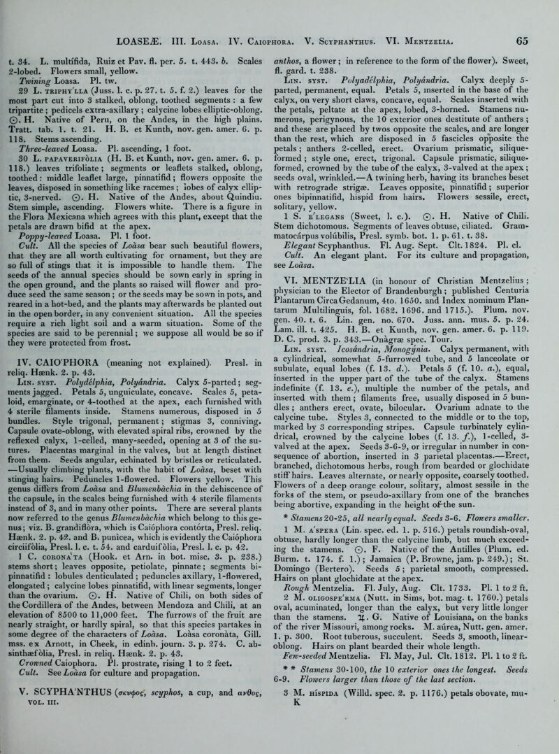 t. 34. L. multifida, Ruiz et Pav. fl. per. 5. t. 443. b. Scales 2-lobed. Flowers small, yellow. Twining Loasa. PI. tw. 29 L. triphy'lla (Juss. 1. c. p. 27. t. 5. f. 2.) leaves for the most part cut into 3 stalked, oblong, toothed segments : a few tripartite ; pedicels extra-axillary ; calycine lobes elliptic-oblong. ©. H. Native of Peru, on the Andes, in the high plains. Tratt. tab. 1. t. 21. H. B. et Kunth, nov. gen. amer. G. p. 118, Stems ascending. Three-leaved Loasa. PI. ascending, 1 foot. 30 L. papaverifolia (H. B. et Kunth, nov. gen. amer. 6. p. 118.) leaves trifoliate; segments or leaflets stalked, oblong, toothed: middle leaflet large, pinnatifid; flowers opposite the leaves, disposed in something like racemes ; lobes of calyx ellip- tic, 3-nerved. ©. H. Native of the Andes, about Quindiu. Stem simple, ascending. Flowers white. There is a figure in the Flora Mexicana which agrees with this plant, except that the petals are drawn bifid at the apex. Poppy-leaved Loasa. PI. 1 foot. Cult. All the species of Loasa bear such beautiful flowers, that they are all worth cultivating for ornament, but they are so full of stings that it is impossible to handle them. The seeds of the annual species should be sown early in spring in the open ground, and the plants so raised will flower and pro- duce seed the same season ; or the seeds may be sown in pots, and reared in a hot-bed, and the plants may afterwards be planted out in the open border, in any convenient situation. All the species require a rich light soil and a warm situation. Some of the species are said to be perennial; we suppose all would be so if they were protected from frost. IV. CAIOPHORA (meaning not explained). Presl. in reliq. Haenk. 2. p. 43. Lin. syst. Polydelphia, Polyandria. Calyx 5-parted; seg- ments jagged. Petals 5, unguiculate, concave. Scales 5, peta- loid, emarginate, or 4-toothed at the apex, each furnished with 4 sterile filaments inside. Stamens numerous, disposed in 5 bundles. Style trigonal, permanent; stigmas 3, conniving. Capsule ovate-oblong, with elevated spiral ribs, crowned by the reflexed calyx, 1-celled, many-seeded, opening at 3 of the su- tures. Placentas marginal in the valves, but at length distinct from them. Seeds angular, echinated by bristles or reticulated. —Usually climbing plants, with the habit of Loasa, beset with stinging hairs. Peduncles 1-flowered. Flowers yellow. This genus differs from Loasa and Blumenbachia in the dehiscence of the capsule, in the scales being furnished with 4 sterile filaments instead of 3, and in many other points. There are several plants now referred to the genus Blumenbachia which belong to this ge- nus; viz. B. grandiflora, which is Caiophora contorta, Presl. reliq. Haenk. 2. p. 42. and B. punicea, which is evidently the Caiophora circiifolia, Presl. 1. c. t. 54. and carduifolia, Presl. 1. c. p. 42. 1 C. corona'ta (Hook, et Am. in bot. misc, 3. p. 238.) stems short; leaves opposite, petiolate, pinnate; segments bi- pinnatifid : lobules denticulated; peduncles axillary, 1-flowered, elongated; calycine lobes pinnatifid, with linear segments, longer than the ovarium. ©. H. Native of Chili, on both sides of the Cordillera of the Andes, between Mendoza and Chili, at an elevation of 8500 to 11,000 feet. The furrows of the fruit are nearly straight, or hardly spiral, so that this species partakes in some degree of the characters of Loasa. Loasa coronata, Gill, mss. ex Arnott, in Cheek, in edinb. journ. 3. p. 274. C. ab- sinthaefolia, Presl. in reliq. Haenk. 2. p. 43. Crowned Caiophora. PI. prostrate, rising 1 to 2 feet. Cult. See Loasa for culture and propagation. V. SCYPHA'NTHUS (<r/a>^0£, scyphos, a cup, and arOog, VOL. III. anthos, a flower; in reference to the form of the flowrer). Sweet, fl. gard. t. 238. Lin. syst. Pulyadelphia, Polyandria. Calyx deeply 5- parted, permanent, equal. Petals 5, inserted in the base of the calyx, on very short claws, concave, equal. Scales inserted with the petals, peltate at the apex, lobed, 3-horned. Stamens nu- merous, perigynous, the 10 exterior ones destitute of anthers ; and these are placed by twos opposite the scales, and are longer than the rest, which are disposed in 5 fascicles opposite the petals; anthers 2-celled, erect. Ovarium prismatic, silique- formed ; style one, erect, trigonal. Capsule prismatic, silique- formed, crowned by the tube of the calyx, 3-valved at the apex ; seeds oval, wrinkled.—A twining herb, having its branches beset with retrograde strigae. Leaves opposite, pinnatifid; superior ones bipinnatifid, hispid from hairs. Flowers sessile, erect, solitary, yellow. 1 S. e'legans (Sweet, 1. c.). ©. H. Native of Chili. Stem dichotomous. Segments of leaves obtuse, ciliated. Gram- matocarpus volubilis, Presl. symb. bot. 1. p. 61. t. 38. Elegant Scyphanthus. Fl. Aug. Sept. Clt. 1824. PI. cl. Cult. An elegant plant. For its culture and propagation, see Loasa. VI. MENTZE'LIA (in honour of Christian Mentzelius; physician to the Elector of Brandenburgh; published Centuria Plantarum CircaGedanum, 4to. 1650. and Index nominum Plan- tarum Multilinguis, fol. 1682. 1696. and 1715.). Plum. nov. gen. 40. t. 6. Lin. gen. no. 670. Juss. ann. mus. 5. p. 24. Lam. ill. t. 425. H. B. et Kunth, nov. gen. amer. 6. p. 119. D. C. prod. 3. p. 343.—On&grae spec. Tour. Lin. syst. Icosandria, Monogynia. Calyx permanent, with a cylindrical, somewhat 5-furrowed tube, and 5 lanceolate or subulate, equal lobes (f. 13. d.). Petals 5 (f. 10. «.), equal, inserted in the upper part of the tube of the calyx. Stamens indefinite (f. 13. e.), multiple the number of the petals, and inserted with them ; filaments free, usually disposed in 5 bun- dles ; anthers erect, ovate, bilocular. Ovarium adnate to the calycine tube. Styles 3, connected to the middle or to the top, marked by 3 corresponding stripes. Capsule turbinately cylin- drical, crowned by the calycine lobes (f. 13. f.), 1-celled, 3- valved at the apex. Seeds 3-6-9, or irregular in number in con- sequence of abortion, inserted in 3 parietal placentas.—Erect, branched, dichotomous herbs, rough from bearded or glochidate stiff hairs. Leaves alternate, or nearly opposite, coarsely toothed. Flowers of a deep orange colour, solitary, almost sessile in the forks of the stem, or pseudo-axillary from one of the branches being abortive, expanding in the height of-the sun. * Stamens 20-25, all nearly equal. Seeds 3-6. Flowers smaller. 1 M. a'spera (Lin. spec. ed. 1. p. 516.) petals roundish-oval, obtuse, hardly longer than the calycine limb, but much exceed- ing the stamens. ©. F. Native of the Antilles (Plum. ed. Burm. t. 174. f. 1.); Jamaica (P. Browne, jam. p. 249.); St. Domingo (Bertero). Seeds 5 ; parietal smooth, compressed. Hairs on plant glochidate at the apex. Rough Mentzelia. Fl. July, Aug. Clt. 1733. PI. 1 to 2 ft. 2 M. oligospe'rma (Nutt, in Sims, bot. mag. t. 1760.) petals oval, acuminated, longer than the calyx, but very little longer than the stamens. !£. G. Native of Louisiana, on the banks of the river Missouri, among rocks. M. aurea, Nutt. gen. amer. 1. p. 300. Root tuberous, succulent. Seeds 3, smooth, linear- oblong. Hairs on plant bearded their whole length. Few-seeded Mentzelia. Fl. May, Jul. Clt. 1812. PI. 1 to 2 ft. * * Stamens 30-100, the 10 exterior ones the longest. Seeds 6-9. Flowers larger than those of the last section. 3 M. hispida (Willd. spec. 2. p. 1176.) petals obovate, mu-