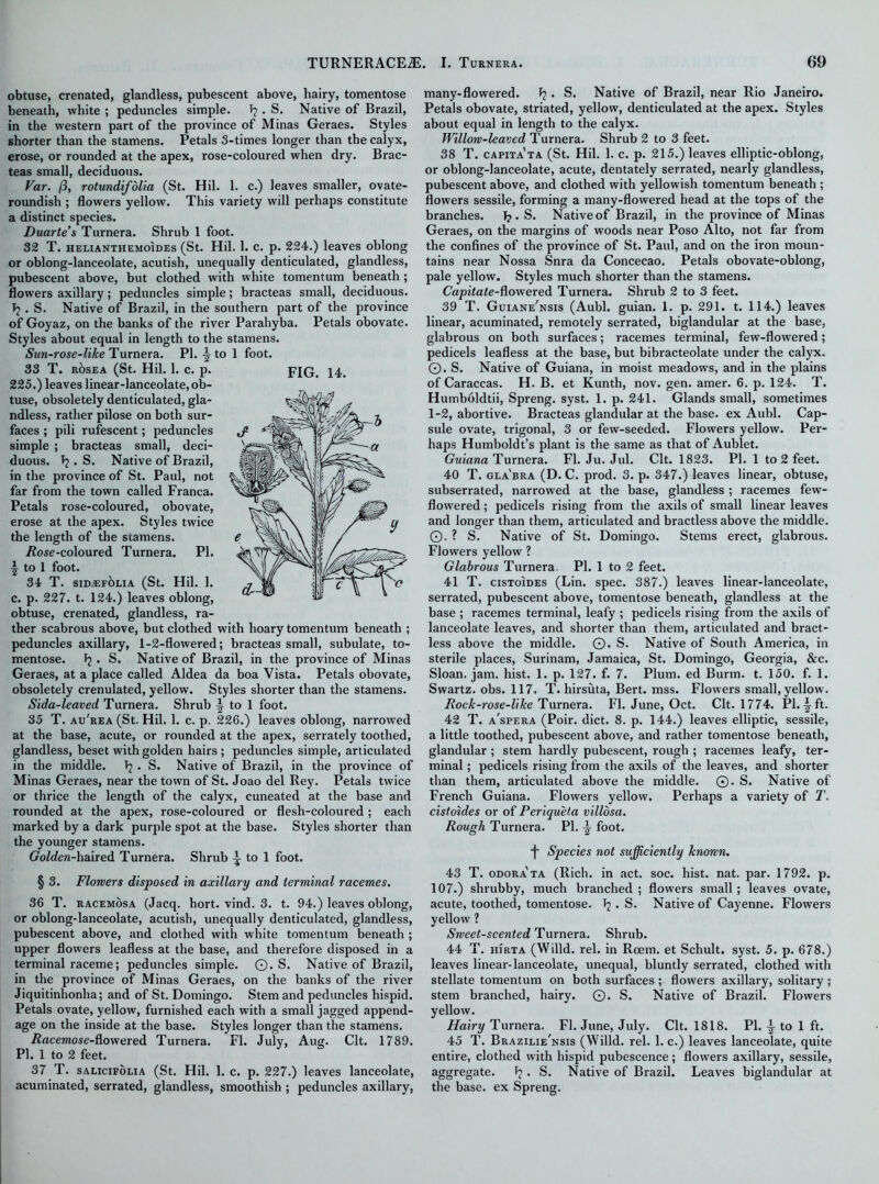 obtuse, crenated, glandless, pubescent above, hairy, tomentose beneath, white ; peduncles simple. J? . S. Native of Brazil, in the western part of the province of Minas Geraes. Styles shorter than the stamens. Petals 3-times longer than the calyx, erose, or rounded at the apex, rose-coloured when dry. Brac- teas small, deciduous. Far. /3, rotundifolia (St. Hil. 1. c.) leaves smaller, ovate- roundish ; flowers yellow. This variety will perhaps constitute a distinct species. Duartes Turnera. Shrub 1 foot. 32 T. helianthemoides (St. Hil. 1. c. p. 224.) leaves oblong or oblong-lanceolate, acutish, unequally denticulated, glandless, pubescent above, but clothed with white tomentum beneath ; flowers axillary; peduncles simple; bracteas small, deciduous. Tj . S. Native of Brazil, in the southern part of the province of Goyaz, on the banks of the river Parahyba. Petals obovate. Styles about equal in length to the stamens. Sun-rose-like Turnera. PI. ^ to 1 foot. 33 T. rosea (St. Hil. 1. c. p. FIG. 14. 225.) leaves linear-lanceolate, ob- tuse, obsoletely denticulated, gla- ndless, rather pilose on both sur- faces ; pili rufescent; peduncles simple ; bracteas small, deci- duous. J?. S. Native of Brazil, in the province of St. Paul, not far from the town called Franca. Petals rose-coloured, obovate, erose at the apex. Styles twice the length of the siamens. /?ose-coloured Turnera. PI. j to 1 foot. 34 T. sid.ef6lia (St. Hil. 1. c. p. 227. t. 124.) leaves oblong, obtuse, crenated, glandless, ra- ther scabrous above, but clothed with hoary tomentum beneath ; peduncles axillary, 1-2-flowered; bracteas small, subulate, to- mentose. Tj • S. Native of Brazil, in the province of Minas Geraes, at a place called Aldea da boa Vista. Petals obovate, obsoletely crenulated, yellow. Styles shorter than the stamens. Sida-leaved Turnera. Shrub to 1 foot. 35 T. au'rea (St. Hil. 1. c. p. 226.) leaves oblong, narrowed at the base, acute, or rounded at the apex, serrately toothed, glandless, beset with golden hairs ; peduncles simple, articulated in the middle. Tj . S. Native of Brazil, in the province of Minas Geraes, near the town of St. Joao del Rey. Petals twice or thrice the length of the calyx, cuneated at the base and rounded at the apex, rose-coloured or flesh-coloured; each marked by a dark purple spot at the base. Styles shorter than the younger stamens. Golden-haired Turnera. Shrub to 1 foot. § 3. Flowers disposed in axillary and terminal racemes. 36 T. racemosa (Jacq. hort. vind. 3. t. 94.) leaves oblong, or oblong-lanceolate, acutish, unequally denticulated, glandless, pubescent above, and clothed with white tomentum beneath ; upper flowers leafless at the base, and therefore disposed in a terminal raceme; peduncles simple. ©. S. Native of Brazil, in the province of Minas Geraes, on the banks of the river Jiquitinhonha; and of St. Domingo. Stem and peduncles hispid. Petals ovate, yellow, furnished each with a small jagged append- age on the inside at the base. Styles longer than the stamens. Racemose-flowered Turnera. FI. July, Aug. Clt. 1789. PI. 1 to 2 feet. 37 T. salicifolia (St. Hil. 1. c. p. 227.) leaves lanceolate, acuminated, serrated, glandless, smoothish ; peduncles axillary, many-flowered, fj. S. Native of Brazil, near Rio Janeiro. Petals obovate, striated, yellow, denticulated at the apex. Styles about equal in length to the calyx. Willow-leaved Turnera. Shrub 2 to 3 feet. 38 T. c a pita't a (St. Hil. 1. c. p. 215.) leaves elliptic-oblong, or oblong-lanceolate, acute, dentately serrated, nearly glandless, pubescent above, and clothed with yellowish tomentum beneath ; flowers sessile, forming a many-flowered head at the tops of the branches. 1?. S. Native of Brazil, in the province of Minas Geraes, on the margins of woods near Poso Alto, not far from the confines of the province of St. Paul, and on the iron moun- tains near Nossa Snra da Concecao. Petals obovate-oblong, pale yellow. Styles much shorter than the stamens. Capitate-dowered Turnera. Shrub 2 to 3 feet. 39 T. Guiane'nsis (Aubl. guian. 1. p. 291. t. 114.) leaves linear, acuminated, remotely serrated, biglandular at the base, glabrous on both surfaces; racemes terminal, few-flowered; pedicels leafless at the base, but bibracteolate under the calyx. ©. S. Native of Guiana, in moist meadows, and in the plains of Caraccas. H. B. et Kunth, nov. gen. amer. 6. p. 124. T. Humboldtii, Spreng. syst. 1. p. 241. Glands small, sometimes 1-2, abortive. Bracteas glandular at the base, ex Aubl. Cap- sule ovate, trigonal, 3 or few-seeded. Flowers yellow. Per- haps Humboldt’s plant is the same as that of Aublet. Guiana Turnera. FI. Ju. Jul. Clt. 1823. PI. 1 to 2 feet. 40 T. gla'bra (D. C. prod. 3. p. 347.) leaves linear, obtuse, subserrated, narrowed at the base, glandless ; racemes few- flowered ; pedicels rising from the axils of small linear leaves and longer than them, articulated and bractless above the middle. ©. ? S. Native of St. Domingo. Stems erect, glabrous. Flowers yellow ? Glabrous Turnera. PI. 1 to 2 feet. 41 T. cistoides (Lin. spec. 387.) leaves linear-lanceolate, serrated, pubescent above, tomentose beneath, glandless at the base ; racemes terminal, leafy ; pedicels rising from the axils of lanceolate leaves, and shorter than them, articulated and bract- less above the middle. ©. S. Native of South America, in sterile places, Surinam, Jamaica, St. Domingo, Georgia, &c. Sloan, jam. hist. 1. p. 127. f. 7. Plum, ed Burm. t. 150. f. 1. Swartz, obs. 117. T. hirsuta, Bert. mss. Flowers small, yellow. Rock-rose-like Turnera. FI. June, Oct. Clt. 1774. PI. ^ ft. 42 T. a'spera (Poir. diet. 8. p. 144.) leaves elliptic, sessile, a little toothed, pubescent above, and rather tomentose beneath, glandular ; stem hardly pubescent, rough ; racemes leafy, ter- minal ; pedicels rising from the axils of the leaves, and shorter than them, articulated above the middle. ©. S. Native of French Guiana. Flowers yellow. Perhaps a variety of T. cistoides or of Periqueta villdsa. Rough Turnera. PI. \ foot. ■f Species not sufficiently known. 43 T. odora'ta (Rich, in act. soc. hist. nat. par. 1792. p. 107.) shrubby, much branched; flowers small; leaves ovate, acute, toothed, tomentose. T2 . S. Native of Cayenne. Flowers yellow ? Sweet-scented Turnera. Shrub. 44 T. hirta (Willd. rel. in Rcem. et Schult. syst. 5. p. 678.) leaves linear-lanceolate, unequal, bluntly serrated, clothed with stellate tomentum on both surfaces ; flowers axillary, solitary ; stem branched, hairy. ©. S. Native of Brazil. Flowers yellow. Hairy Turnera. FI. June, July. Clt. 1818. PI. A to 1 ft. 45 T. Brazilie'nsis (Willd. rel. 1. c.) leaves lanceolate, quite entire, clothed with hispid pubescence; flowers axillary, sessile, aggregate. 1?. S. Native of Brazil. Leaves biglandular at the base, ex Spreng.