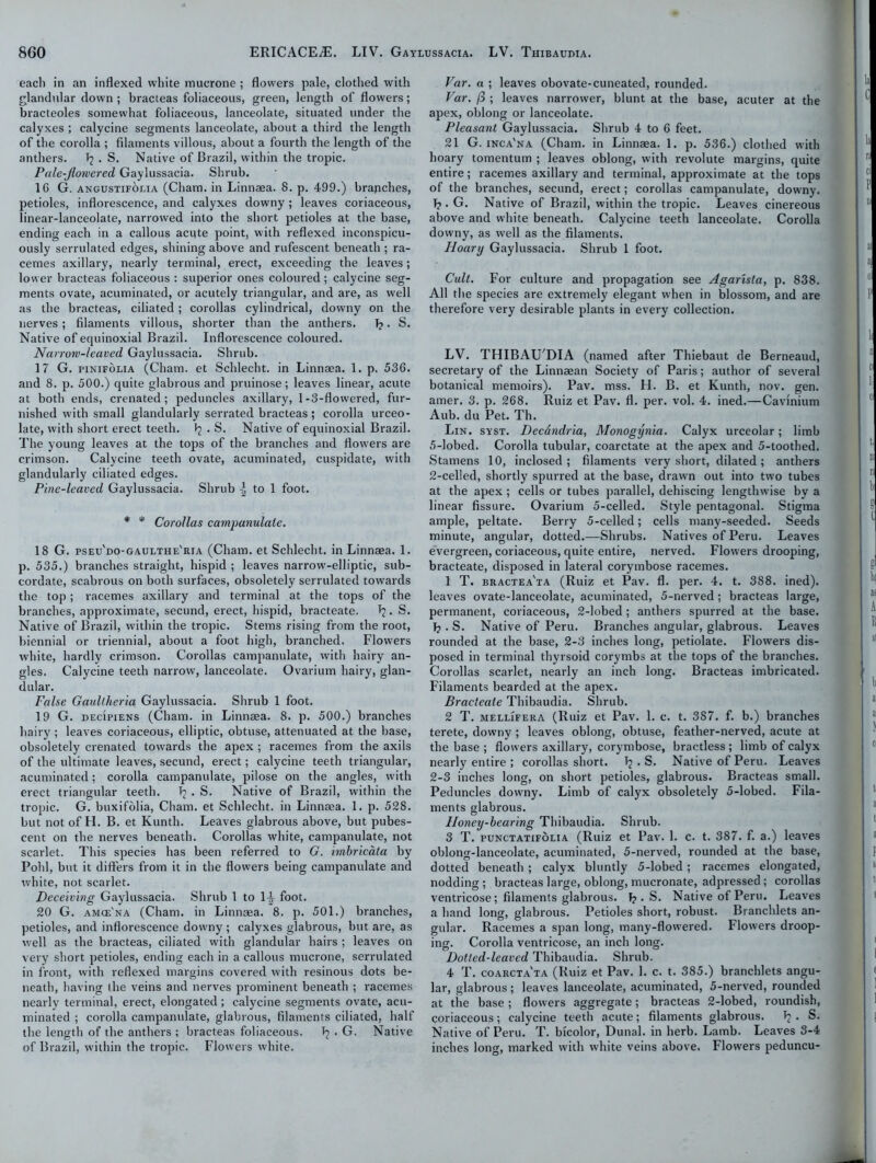 each in an inflexed white mucrone ; flowers pale, clothed with glandular down ; bracteas foliaceous, green, length of flowers; bracteoles somewhat foliaceous, lanceolate, situated under the calyxes ; calycine segments lanceolate, about a third the length of the corolla ; filaments villous, about a fourth the length of the anthers. . S. Native of Brazil, within the tropic. Pale-Jlomered Gaylussacia. Shrub. 10 G. angustifoeia (Cham, in Linnaea. 8. p. 499.) branches, petioles, inflorescence, and calyxes downy ; leaves coriaceous, linear-lanceolate, narrowed into the short petioles at the base, ending each in a callous acute point, with reflexed inconspicu- ously serrulated edges, shining above and rufescent beneath ; ra- cemes axillary, nearly terminal, erect, exceeding the leaves; lower bracteas foliaceous : superior ones coloured ; calycine seg- ments ovate, acuminated, or acutely triangular, and are, as well as the bracteas, ciliated ; corollas cylindrical, downy on the nerves; filaments villous, shorter than the anthers. T?. S. Native of equinoxial Brazil. Inflorescence coloured. Narrow-leaved Gaylussacia. Shrub. 17 G. pinifolia (Cham, et Schlecht. in Linnaea. 1. p. 536. and 8. p. 500.) quite glabrous and pruinose; leaves linear, acute at both ends, crenated; peduncles axillary, I-3-flowered, fur- nished with small glandularly serrated bracteas ; corolla ureeo- late, with short erect teeth. ^ • S. Native of equinoxial Brazil. The young leaves at the tops of the branches and flowers are crimson. Calycine teeth ovate, acuminated, cuspidate, with glandularly ciliated edges. Pine-leaved Gaylussacia. Shrub \ to 1 foot. * * Corollas campanulate. 18 G. pseu'do-gaulthe'ria (Cham, et Schlecht. in Linnaea. 1. p. 535.) branches straight, hispid ; leaves narrow'-elliptic, sub- cordate, scabrous on both surfaces, obsoletely serrulated towards the top; racemes axillary and terminal at the tops of the branches, approximate, secund, erect, hispid, bracteate. T?. S. Native of Brazil, within the tropic. Stems rising from the root, biennial or triennial, about a foot high, branched. Flowers white, hardly crimson. Corollas campanulate, with hairy an- gles. Calycine teeth narrow, lanceolate. Ovarium hairy, glan- dular. False Gaultheria Gaylussacia. Shrub 1 foot. 19 G. decipiens (Cham, in Linnaea. 8. p. 500.) branches hairy; leaves coriaceous, elliptic, obtuse, attenuated at the base, obsoletely crenated towards the apex ; racemes from the axils of the ultimate leaves, secund, erect; calycine teeth triangular, acuminated; corolla campanulate, pilose on the angles, with erect triangular teeth. ^ . S. Native of Brazil, within the tropic. G. buxifolia, Cham, et Schlecht. in Linnaea. 1. p. 528. but not of H. B. et Kunth. Leaves glabrous above, but pubes- cent on the nerves beneath. Corollas white, campanulate, not scarlet. This species has been referred to G. imbricdta by Fold, but it differs from it in the flowers being campanulate and white, not scarlet. Deceiving Gaylussacia. Shrub 1 to 1-^ foot. 20 G. amce'na (Cham, in Linnaea. 8. p. 501.) branches, petioles, and inflorescence downy ; calyxes glabrous, but are, as well as the bracteas, ciliated with glandular hairs ; leaves on very short petioles, ending each in a callous mucrone, serrulated in front, with reflexed margins covered with resinous dots be- neath, having the veins and nerves prominent beneath ; racemes nearly terminal, erect, elongated; calycine segments ovate, acu- minated ; corolla campanulate, glabrous, filaments ciliated, half the length of the anthers ; bracteas foliaceous. • G. Native of Brazil, within the tropic. Flowers white. Var. a ; leaves obovate-cuneated, rounded. Far. ; leaves narrower, blunt at the base, acuter at the apex, oblong or lanceolate. Pleasant Gaylussacia. Shrub 4 to 6 feet. 21 G. inca'na (Cham, in Linnaea. 1. p. 536.) clothed with hoary tomentum ; leaves oblong, with revolute margins, quite entire; racemes axillary and terminal, approximate at the tops of the branches, secund, erect; corollas campanulate, downy. T?. G. Native of Brazil, within the tropic. Leaves cinereous above and white beneath. Calycine teeth lanceolate. Corolla downy, as well as the filaments. Hoary Gaylussacia. Shrub 1 foot. Cult. For culture and propagation see Agarisla, p. 838. All the species are extremely elegant when in blossom, and are therefore very desirable plants in every collection. LV. THIBAU DIA (named after Thiebaut de Berneaud, secretary of the Linnaean Society of Paris; author of several botanical memoirs). Pav. mss. H. B. et Kunth, nov. gen. amer. 3. p. 268. Ruiz et Pav. fl. per. vol. 4. ined.—Cavinium Aub. du Pet. Th. Lin. syst. Decdndria, Monogynia. Calyx urceolar; limb 5-lobed. Corolla tubular, coarctate at the apex and 5-toothed. Stamens 10, inclosed; filaments very short, dilated; anthers 2-cel!ed, shortly spurred at the base, drawn out into two tubes at the apex ; cells or tubes parallel, dehiscing lengthwise by a linear fissure. Ovarium 5-celled. Style pentagonal. Stigma ample, peltate. Berry 5-celled; cells many-seeded. Seeds minute, angular, dotted.—Shrubs. Natives of Peru. Leaves evergreen, coriaceous, quite entire, nerved. Flowers drooping, bracteate, disposed in lateral corymbose racemes. 1 T. bractea'ta (Ruiz et Pav. fl. per. 4. t. 388. ined). leaves ovate-lanceolate, acuminated, 5-nerved; bracteas large, permanent, coriaceous, 2-lobed; anthers spurred at the base, b • S. Native of Peru. Branches angular, glabrous. Leaves rounded at the base, 2-3 inches long, petiolate. Flowers dis- posed in terminal thyrsoid corymbs at the tops of the branches. Corollas scarlet, nearly an inch long. Bracteas imbricated. Filaments bearded at the apex. Bracteate Thibaudia. Shrub. 2 T. mellifera (Ruiz et Pav. 1. c. t. 387. f. b.) branches terete, downy ; leaves oblong, obtuse, feather-nerved, acute at the base ; flowers axillary, corymbose, bractless ; limb of calyx nearly entire ; corollas short, b . S. Native of Peru. Leaves 2-3 inches long, on short petioles, glabrous. Bracteas small. Peduncles downy. Limb of calyx obsoletely 5-lobed. Fila- ments glabrous. Honey-bearing Thibaudia. Shrub. 3 T. punctatifolia (Ruiz et Pav. 1. c. t. 387. f. a.) leaves oblong-lanceolate, acuminated, 5-nerved, rounded at the base, dotted beneath ; calyx bluntly 5-lobed; racemes elongated, nodding ; bracteas large, oblong, mucronate, adpressed; corollas ventricose; filaments glabrous, f? . S. Native of Peru. Leaves a hand long, glabrous. Petioles short, robust. Branchlets an- gular. Racemes a span long, many-flowered. Flowers droop- ing. Corolla ventricose, an inch long. Dotted-leaved Thibaudia. Shrub. 4 T. coarcta'ta (Ruiz et Pav. 1. c. t. 385.) branchlets angu- lar, glabrous ; leaves lanceolate, acuminated, 5-nerved, rounded at the base ; flowers aggregate; bracteas 2-lobed, roundish, coriaceous; calycine teeth acute; filaments glabrous. . S. Native of Peru. T. bicolor, Dunal. in herb. Lamb. Leaves 3-4 inches long, marked with white veins above. Flowers peduncu-