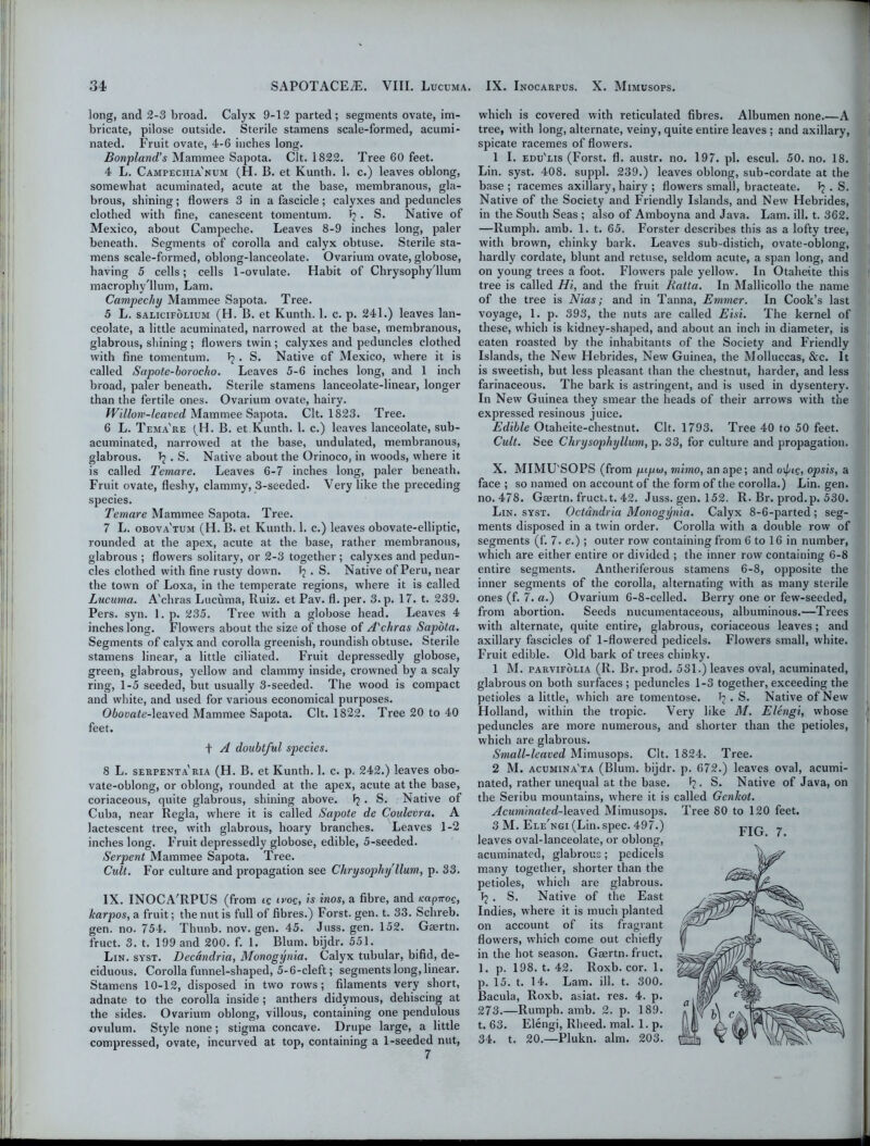 long, and 2-3 broad. Calyx 9-12 parted; segments ovate, im- bricate, pilose outside. Sterile stamens scale-formed, acumi- nated. Fruit ovate, 4-6 inches long. Bonpland's Mammee Sapota. Clt. 1822. Tree 60 feet. 4 L. Campechia'num (H. B. et Kunth. 1. c.) leaves oblong, somewhat acuminated, acute at the base, membranous, gla- brous, shining; flowers 3 in a fascicle; calyxes and peduncles clothed with fine, canescent tomentum. . S. Native of Mexico, about Campeche. Leaves 8-9 inches long, paler beneath. Segments of corolla and calyx obtuse. Sterile sta- mens scale-formed, oblong-lanceolate. Ovarium ovate, globose, having 5 cells; cells 1-ovulate. Habit of Chrysophy'llum macrophy'llum, Lam. Campechy Mammee Sapota. Tree. 5 L. salicipolium (H. B. et Kunth. 1. c. p. 241.) leaves lan- ceolate, a little acuminated, narrowed at the base, membranous, glabrous, shining ; flowers twin ; calyxes and peduncles clothed with fine tomentum. Tj . S. Native of Mexico, where it is called Sapote-borocho. Leaves 5-6 inches long, and 1 inch broad, paler beneath. Sterile stamens lanceolate-linear, longer than the fertile ones. Ovarium ovate, hairy. Willow-leaved Mammee Sapota. Clt. 1823. Tree. 6 L. Tema're ^H. B. et Kunth. 1. c.) leaves lanceolate, sub- acuminated, narrowed at the base, undulated, membranous, glabrous. Tj . S. Native about the Orinoco, in woods, where it is called Temare. Leaves 6-7 inches long, paler beneath. Fruit ovate, fleshy, clammy, 3-seeded. Very like the preceding species. Temare Mammee Sapota. Tree. 7 L. obova'tum (H. B. et Kunth. 1. c.) leaves obovate-elliptic, rounded at the apex, acute at the base, rather membranous, glabrous ; flowers solitary, or 2-3 together ; calyxes and pedun- cles clothed w’ith fine rusty dowm. 1? . S. Native of Peru, near the town of Loxa, in the temperate regions, where it is called Lucuma. A'chras Lucuma, Ruiz, et Pav. fl. per. 3.p. 17. t. 239. Pers. syn. 1. p. 235. Tree with a globose head. Leaves 4 inches long. Flowers about the size of those of A'chras Sapota. Segments of calyx and corolla greenish, roundish obtuse. Sterile stamens linear, a little ciliated. Fruit depressedly globose, green, glabrous, yellow and clammy inside, crowned by a scaly ring, 1-5 seeded, but usually 3-seeded. The wood is compact and white, and used for various economical purposes. Obovate-leaved Mammee Sapota. Clt. 1822. Tree 20 to 40 feet. t A doubtful species. 8 L. serpenta'ria (H. B. et Kunth. 1. c. p. 242.) leaves obo- vate-oblong, or oblong, rounded at the apex, acute at the base, coriaceous, quite glabrous, shining above. 1? . S. Native of Cuba, near Regia, where it is called Sapote de Coulevra. A lactescent tree, with glabrous, hoary branches. Leaves 1-2 inches long. Fruit depressedly globose, edible, 5-seeded. Serpent Mammee Sapota. Tree. Cult. For culture and propagation see Chrysophy'llum, p. 33. IX. INOCA'RPUS (from ig ivog, is inos, a fibre, and Kapnog, karpos, a fruit; the nut is full of fibres.) Forst. gen. t. 33. Schreb. gen. no. 754. Thunb. nov. gen. 45. Juss. gen. 152. Gaertn. fruct. 3. t. 199 and 200. f. 1. Blum, bijdr. 551. Lin. syst. Decandria, Monogynia. Calyx tubular, bifid, de- ciduous. Corolla funnel-shaped, 5-6-cleft; segments long, linear. Stamens 10-12, disposed in two rows; filaments very short, adnate to the corolla inside ; anthers didymous, dehiscing at the sides. Ovarium oblong, villous, containing one pendulous ovulum. Style none; stigma concave. Drupe large, a little compressed, ovate, incurved at top, containing a 1-seeded nut, wbicb is covered with reticulated fibres. Albumen none.—A tree, with long, alternate, veiny, quite entire leaves ; and axillary, spicate racemes of flowrers. 1 I. edu'lis (Forst. fl. austr. no. 197. pi. escul. 50.no. 18. Lin. syst. 408. suppl. 239.) leaves oblong, sub-cordate at the base ; racemes axillary, hairy ; flowers small, bracteate. 1? . S. Native of the Society and Friendly Islands, and New Hebrides, in the South Seas ; also of Amboyna and Java. Lam. ill. t. 362. —Rumph. amb. 1. t. 65. Forster describes this as a lofty tree, with brown, clunky bark. Leaves sub-distich, ovate-oblong, hardly cordate, blunt and retuse, seldom acute, a span long, and on young trees a foot. Flowers pale yellow. In Otaheite this tree is called Hi, and the fruit Ratta. In Mallicollo the name of the tree is Nias; and in Tanna, Emmer. In Cook’s last voyage, 1. p. 393, the nuts are called Eisi. The kernel of these, which is kidney-shaped, and about an inch in diameter, is eaten roasted by the inhabitants of the Society and Friendly Islands, the New Hebrides, New Guinea, the Molluccas, &c. It is sweetish, but less pleasant than the chestnut, harder, and less farinaceous. The bark is astringent, and is used in dysentery. In New Guinea they smear the heads of their arrows with the expressed resinous juice. Edible Otaheite-chestnut. Clt. 1793. Tree 40 to 50 feet. Cult. See Chrysopliyllum, p. 33, for culture and propagation. X. MIMU SOPS (from pugo, mimo, an ape; and o\big, opsis, a face ; so named on account of the form of the corolla.) Lin. gen. no. 478. Gaertn. fruct.t. 42. Juss. gen. 152. R. Br. prod.p. 530. Lin. syst. Octandria Monogynia. Calyx 8-6-parted; seg- ments disposed in a twin order. Corolla with a double row of segments (f. 7. e.); outer row containing from 6 to 16 in number, which are either entire or divided ; the inner row containing 6-8 entire segments. Antheriferous stamens 6-8, opposite the inner segments of the corolla, alternating with as many sterile ones (f. 7. a.) Ovarium 6-8-celled. Berry one or few-seeded, from abortion. Seeds nucumentaceous, albuminous.—Trees with alternate, quite entire, glabrous, coriaceous leaves; and axillary fascicles of l-flo\vered pedicels. Flowers small, white. Fruit edible. Old bark of trees clunky. 1 M. parvifolia (R. Br. prod. 531.) leaves oval, acuminated, glabrous on both surfaces; peduncles 1-3 together, exceeding the petioles a little, which are tomentose. T2 . S. Native of New Holland, within the tropic. Very like M. Elengi, whose peduncles are more numerous, and shorter than the petioles, which are glabrous. Small-leaved Mimusops. Clt. 1824. Tree. 2 M. acumina'ta (Blum, bijdr. p. 672.) leaves oval, acumi- nated, rather unequal at the base. • S. Native of Java, on the Seribu mountains, where it is called Genlcot. Acuminated-\ea.ved Mimusops. Tree 80 to 120 feet. 3 M. Elengi (Lin. spec. 497.) leaves oval-lanceolate, or oblong, acuminated, glabrous; pedicels many together, shorter than the petioles, which are glabrous. Tj . S. Native of the East Indies, where it is much planted on account of its fragrant flowers, which come out chiefly in the hot season. Gaertn. fruct, 1. p. 198. t. 42. Roxb. cor. 1 p. 15. t. 14. Lam. ill. t. 300 Bacula, Roxb. asiat. res. 4. p 273.—Rumph. amb. 2. p. 189 t. 63. Elengi, Rheed. mal. 1. p 34. t. 20.—Plukn. aim. 203 FIG. 7.