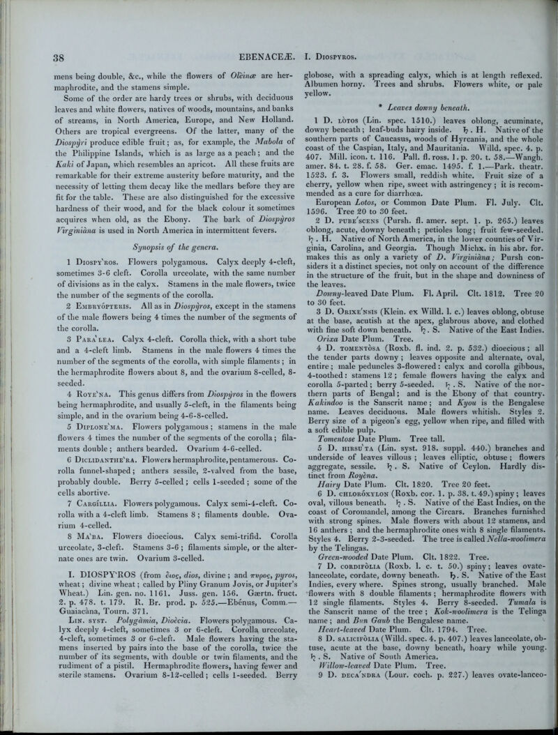 mens being double, &c., while the flowers of Oleince are her- maphrodite, and the stamens simple. Some of the order are hardy trees or shrubs, with deciduous leaves and white flowers, natives of woods, mountains, and banks of streams, in North America, Europe, and New Holland. Others are tropical evergreens. Of the latter, many of the Diospyri produce edible fruit; as, for example, the Mcibola of the Philippine Islands, which is as large as a peach; and the Kaki of Japan, which resembles an apricot. All these fruits are remarkable for their extreme austerity before maturity, and the necessity of letting them decay like the medlars before they are fit for the table. These are also distinguished for the excessive hardness of their wood, and for the black colour it sometimes acquires when old, as the Ebony. The bark of Diospyros Virginiana is used in North America in intermittent fevers. Synopsis of the genera. 1 Diospy'ros. Flowers polygamous. Calyx deeply 4-cleft, sometimes 3-6 cleft. Corolla urceolate, with the same number of divisions as in the calyx. Stamens in the male flowers, twice the number of the segments of the corolla. 2 Embryopteuis. All as in Diospyros, except in the stamens of the male flowers being 4 times the number of the segments of the corolla. 3 Para' lea. Calyx 4-cleft. Corolla thick, with a short tube and a 4-cleft limb. Stamens in the male flowers 4 times the number of the segments of the corolla, with simple filaments ; in the hermaphrodite flowers about 8, and the ovarium 8-celled, 8- seeded. 4 Roye'na. This genus differs from Diospyros in the flowers being hermaphrodite, and usually 5-cleft, in the filaments being simple, and in the ovarium being 4-6-8-celled. 5 Diplone'ma. Flowers polygamous; stamens in the male flowers 4 times the number of the segments of the corolla; fila- ments double ; anthers bearded. Ovarium 4-6-celled. 6 Diclidanthe'ra. Flowers hermaphrodite, pentamerous. Co- rolla funnel-shaped; anthers sessile, 2-valved from the base, probably double. Berry 5-celled ; cells I-seeded ; some of the cells abortive. 7 Cargillia. Flowers polygamous. Calyx semi-4-cleft. Co- rolla with a 4-cleft limb. Stamens 8 ; filaments double. Ova- rium 4-celled. 8 Ma'ba. Flow'ers dioecious. Calyx semi-trifid. Corolla urceolate, 3-cleft. Stamens 3-6 ; filaments simple, or the alter- nate ones are twin. Ovarium 3-celled. I. DIOSPY'ROS (from (hoe, dios, divine ; and irvpog, pyros, wheat; divine wheat; called by Pliny Granum Jovis, or Jupiter’s Wheat.) Lin. gen. no. 1161. Juss. gen. 156. Gaertn. fruct. 2. p. 478. t. 179. R. Br. prod. p. 525.—Ebenus, Comm.— Guaiacana, Tourn. 371. Lin. syst. Polygamia, Dioecia. Flowers polygamous. Ca- lyx deeply 4-cleft, sometimes 3 or 6-cleft. Corolla urceolate, 4-cleft, sometimes 3 or 6-cleft. Male flowers having the sta- mens inserted by pairs into the base of the corolla, twice the number of its segments, with double or twin filaments, and the rudiment of a pistil. Hermaphrodite flowers, having fewer and sterile stamens. Ovarium 8-12-celled; cells 1-seeded. Berry globose, with a spreading calyx, which is at length reflexed. Albumen horny. Trees and shrubs. Flowers white, or pale yellow. * Leaves downy beneath. 1 D. lotos (Lin. spec. 1510.) leaves oblong, acuminate, downy beneath ; leaf-buds hairy inside. I? • H. Native of the southern parts of Caucasus, woods of Hyrcania, and the whole coast of the Caspian, Italy, and Mauritania. Willd. spec. 4. p. 407. Mill. icon. t. 116. Pall. fl. ross. l.p. 20. t. 58.—Wangh. amer. 84. t. 28. f. 58. Ger. emac. 1495. f. 1.—Park, theatr. 1523. f. 3. Flowers small, reddish white. Fruit size of a cherry, yellow when ripe, sweet with astringency ; it is recom- mended as a cure for diarrhoea. European Lotos, or Common Date Plum. Fl. July. Clt. 1596. Tree 20 to 30 feet. 2 D. pube'scens (Pursh. fl. amer. sept. 1. p. 265.) leaves oblong, acute, downy beneath; petioles long; fruit few-seeded. T? . H. Native of North America, in the lower counties of Vir- ginia, Carolina, and Georgia. Though Michx. in his abr. for. makes this as only a variety of D. Virginiana; Pursh con- siders it a distinct species, not only on account of the difference in the structure of the fruit, but in the shape and dowminess of the leaves. Z)o?rny-leaved Date Plum. Fl. April. Clt. 1812. Tree 20 to 30 feet. 3 D. Orixe'nsis (Klein, ex Willd. 1. c.) leaves oblong, obtuse at the base, acutish at the apex, glabrous above, and clothed with fine soft down beneath. ^ . S. Native of the East Indies. Orixa Date Plum. Tree. 4 D. tomentosa (Roxb. fl. ind. 2. p. 532.) dioecious ; all the tender parts downy ; leaves opposite and alternate, oval, entire ; male peduncles 3-flowered : calyx and corolla gibbous, 4-toothed: stamens 12; female flowers having the calyx and corolla 5-parted; berry 5-seeded. ^ • S. Native of the nor- thern parts of Bengal; and is the Ebony of that country. Kakindoo is the Sanscrit name; and Kyou is the Bengalese name. Leaves deciduous. Male flowers whitish. Styles 2. Berry size of a pigeon’s egg, yellow when ripe, and filled with a soft edible pulp. Tomentose Date Plum. Tree tall. 5 D. hirsu'ta (Lin. syst. 918. suppl. 440.) branches and underside of leaves villous ; leaves elliptic, obtuse ; flowers aggregate, sessile. T? . S. Native of Ceylon. Hardly dis- tinct from Royena. Hairy Date Plum. Clt. 1820. Tree 20 feet. 6 D. chloroxylon (Roxb. cor. 1. p. 38. t. 49.) spiny; leaves oval, villous beneath, . S. Native of the East Indies, on the coast of Coromandel, among the Circars. Branches furnished with strong spines. Male flowers with about 12 stamens, and 16 anthers ; and the hermaphrodite ones with 8 single filaments. Styles 4. Berry 2-3-seeded. The tree is called Nel/a-woolimera by the Telingas. Green-wooded Date Plum. Clt. 1822. Tree. 7 D. cordifolia (Roxb. 1. c. t. 50.) spiny; leaves ovate- lanceolate, cordate, downy beneath. Tj- S. Native of the East Indies, every where. Spines strong, usually branched. Male flowers with 8 double filaments ; hermaphrodite flowers with 12 single filaments. Styles 4. Berry 8-seeded. Tumala is the Sanscrit name of the tree ; Kok-woolimera is the Telinga name ; and Bun Gaub the Bengalese name. Heart-leaved Date Plum. Clt. 1794. Tree. 8 D. salicifolia (Willd. spec. 4. p. 407.) leaves lanceolate, ob- tuse, acute at the base, downy beneath, hoary while young. Ij . S. Native of South America. Willow-leaved Date Plum. Tree. 9 D. deca'ndra (Lour. coch. p. 227.) leaves ovate-lanceo-