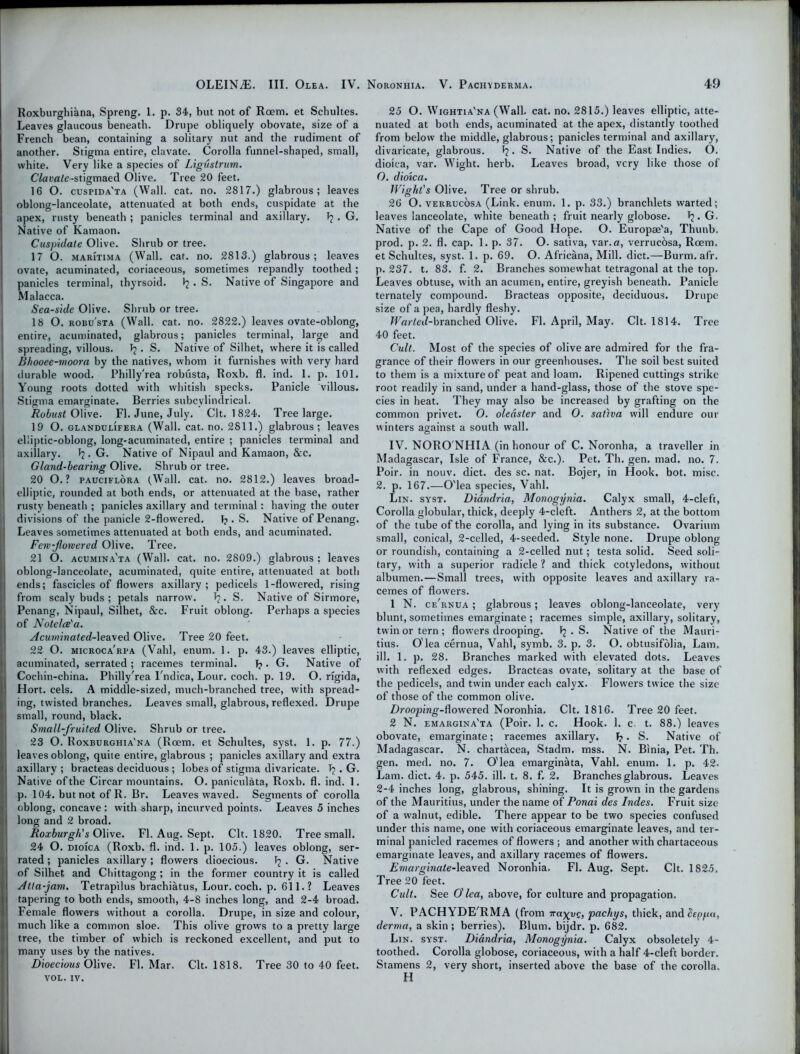 Roxburghiana, Spreng. 1. p. 34, but not of Roem. et Schultes. Leaves glaucous beneath. Drupe obliquely obovate, size of a French bean, containing a solitary nut and the rudiment of another. Stigma entire, clavate. Corolla funnel-shaped, small, white. Very like a species of Ligustrum. Clavate-stigmaed Olive. Tree 20 feet. 16 O. cuspida'ta (Wall. cat. no. 2817.) glabrous; leaves oblong-lanceolate, attenuated at both ends, cuspidate at the apex, rusty beneath ; panicles terminal and axillary. . G. Native of Kamaon. Cuspidate Olive. Shrub or tree. 17 O. maritima (Wall. cat. no. 2813.) glabrous; leaves ovate, acuminated, coriaceous, sometimes repandly toothed; panicles terminal, thyrsoid. ^ . S. Native of Singapore and Malacca. Sea-side Olive. Shrub or tree. 18 O. robu'sta (Wall. cat. no. 2822.) leaves ovate-oblong, entire, acuminated, glabrous; panicles terminal, large and spreading, villous. Ij. S. Native of Silhet, where it is called Bhooee-moora by the natives, whom it furnishes with very hard durable wood. Philly'rea robusta, Roxb. fl. ind. 1. p. 101. Young roots dotted with whitish specks. Panicle villous. Stigma emarginate. Berries subcylindrical. Robust Olive. Fl. June, July. Clt. 1824. Tree large. 19 O. glandulifera (Wall. cat. no. 2811.) glabrous; leaves elliptic-oblong, long-acuminated, entire ; panicles terminal and axillary. *2 • G. Native of Nipaul and Kamaon, &c. Gland-bearing Olive. Shrub or tree. 20 O. ? pauciflora (Wall. cat. no. 2812.) leaves broad- elliptic, rounded at both ends, or attenuated at the base, rather rusty beneath ; panicles axillary and terminal: having the outer divisions of the panicle 2-flowered. 1?. S. Native of Penang. Leaves sometimes attenuated at both ends, and acuminated. Few-foivered Olive. Tree. 21 O. acumina'ta (Wall. cat. no. 2809.) glabrous ; leaves oblong-lanceolate, acuminated, quite entire, attenuated at both ends; fascicles of flowers axillary; pedicels 1-flowered, rising from scaly buds ; petals narrow. J?. S. Native of Sirmore, Penang, Nipaul, Silhet, &c. Fruit oblong. Perhaps a species of Notelce'a. Acuminated-\ea\ed Olive. Tree 20 feet. 22 O. microca'rpa (Vahl, enum. 1. p. 43.) leaves elliptic, acuminated, serrated ; racemes terminal. 1? • G. Native of Cochin-china. Philly'rea Tndica, Lour. coch. p. 19. O. rigida, Hort. cels. A middle-sized, much-branched tree, with spread- ing, twisted branches. Leaves small, glabrous, reflexed. Drupe small, round, black. Small-fruited Olive. Shrub or tree. 23 O. Roxburghia'na (Roem. et Schultes, syst. 1. p. 77.) leaves oblong, quite entire, glabrous ; panicles axillary and extra axillary ; bracteas deciduous ; lobes of stigma divaricate. . G. Native of the Circar mountains. O. paniculata, Roxb. fl. ind. 1. p. 104. but not of R. Br. Leaves waved. Segments of corolla oblong, concave : with sharp, incurved points. Leaves 5 inches long and 2 broad. Roxburgh's Olive. Fl. Aug. Sept. Clt. 1820. Tree small. 24 O. dioica (Roxb. fl. ind. 1. p. 105.) leaves oblong, ser- rated ; panicles axillary; flowers dioecious. . G. Native of Silhet and Chittagong; in the former country it is called Atla-jam. Tetrapilus brachiatus, Lour. coch. p. 611.? Leaves tapering to both ends, smooth, 4-8 inches long, and 2-4 broad. Female flowers without a corolla. Drupe, in size and colour, much like a common sloe. This olive grows to a pretty large tree, the timber of which is reckoned excellent, and put to many uses by the natives. Dioecious Olive. Fl. Mar. Clt. 1818. Tree 30 to 40 feet. VOL. IV. 25 O. Wightia'na (Wall. cat. no. 2815.) leaves elliptic, atte- nuated at both ends, acuminated at the apex, distantly toothed from below the middle, glabrous; panicles terminal and axillary, divaricate, glabrous. . S. Native of the East Indies. 0. dioica, var. Wight, herb. Leaves broad, very like those of O. dioica. Wight's Olive. Tree or shrub. 26 O. verrucosa (Link. enum. 1. p. 33.) brancldets warted; leaves lanceolate, white beneath ; fruit nearly globose. . G. Native of the Cape of Good Hope. O. Europae'a, Thunb. prod. p. 2. fl. cap. 1. p. 37. O. sativa, var.a, verrucosa, Rcem. et Schultes, syst. 1. p. 69. O. Africana, Mill, diet.—Burm. afr. p. 237. t. 83. f. 2. Branches somewhat tetragonal at the top. Leaves obtuse, with an acumen, entire, greyish beneath. Panicle ternately compound. Bracteas opposite, deciduous. Drupe size of a pea, hardly fleshy. Warted-branched Olive. Fl. April, May. Clt. 1814. Tree 40 feet. Cult. Most of the species of olive are admired for the fra- grance of their flowers in our greenhouses. The soil best suited to them is a mixture of peat and loam. Ripened cuttings strike root readily in sand, under a hand-glass, those of the stove spe- cies in heat. They may also be increased by grafting on the common privet. O. oleaster and O. saliva will endure our winters against a south wall. IV. NORO NHIA (in honour of C. Noronha, a traveller in Madagascar, Isle of France, &c.). Pet. Th. gen. mad. no. 7. Poir. in nouv. diet, des sc. nat. Bojer, in Hook. bot. misc. 2. p. 167.—O'lea species, Vahl. Lin. syst. Didndria, Monogynia. Calyx small, 4-cleft, Corolla globular, thick, deeply 4-cleft. Anthers 2, at the bottom of the tube of the corolla, and lying in its substance. Ovarium small, conical, 2-celled, 4-seeded. Style none. Drupe oblong or roundish, containing a 2-celled nut; testa solid. Seed soli- tary, with a superior radicle ? and thick cotyledons, without albumen. — Small trees, with opposite leaves and axillary ra- cemes of flowers. 1 N. ce'rnua ; glabrous; leaves oblong-lanceolate, very blunt, sometimes emarginate; racemes simple, axillary, solitary, twin or tern; flowrers drooping. Fj . S. Native of the Mauri- tius. O'lea cernua, Vahl, symb. 3. p. 3. O. obtusifolia, Lam. ill. 1. p. 28. Branches marked with elevated dots. Leaves with reflexed edges. Bracteas ovate, solitary at the base of the pedicels, and twin under each calyx. Flowers twice the size of those of the common olive. Drooping-dowered Noronhia. Clt. 1816. Tree 20 feet. 2 N. emargina'ta (Poir. 1. c. Hook. 1. c. t. 88.) leaves obovate, emarginate; racemes axillary. f?. S. Native of Madagascar. N. chartacea, Stadm. mss. N. Binia, Pet. Th. gen. med. no. 7. O'lea emarginata, Vahl. enum. 1. p. 42. Lam. diet. 4. p. 545. ill. t. 8. f. 2. Branches glabrous. Leaves 2-4 inches long, glabrous, shining. It is grown in the gardens of the Mauritius, under the name of Ponai des Indes. Fruit size of a walnut, edible. There appear to be two species confused under this name, one with coriaceous emarginate leaves, and ter- minal panicled racemes of flowers ; and another with chartaceous emarginate leaves, and axillary racemes of flowers. Emarginate-leaved Noronhia. Fl. Aug. Sept. Clt. 1825. Tree 20 feet. Cult. See O'lea, above, for culture and propagation. V. PACHYDE'RMA (from na%vQ, pachys, thick, and£tp//«, derma, a skin; berries). Blum, bijdr. p. 682. Lin. syst. Didndria, Monogynia. Calyx obsoletely 4- toothed. Corolla globose, coriaceous, with a half 4-cleft border. Stamens 2, very short, inserted above the base of the corolla. H