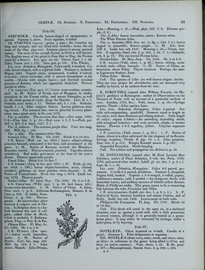 Tribe III. SYRTNGEiE. Corolla funnel-shaped or campanulate, 4- parted. Stamens 2, short. Fruit capsular, 2-celled. IX. SYRI'NGA (<TvpcyZ, syrinx, a pipe ; the branches are long and straight, and are filled with medulla; hence the old name of the lilac, pipe-tree. Linnaeus places it among poetical names. The story of the nymph Syrinx in Ovid is well known. The English name of the genus is from lilac or lilag, the Persian word for a flower). Lin. gen. no. 22. Gaertn. fruct. 1. t. 49. Lilac, Tourn. inst. t. 372. Juss. gen. p. 105. Lila, Flieder. Lin. syst. Diandria, Monogynia. Calyx small, 4-toothed. Co- rolla funnel-shaped, with a 4-parted limb. Stamens 2, inclosed. Stigma bifid. Capsule ovate, compressed, 2-celled, 2-valved, 2-seeded; valves navicular, with a narrow dissepiment in the middle.—Shrubs with simple leaves; and thyrsoid terminal panicles of flowers, which are oppositely branched. Flowers purple or white. 1 S. vulga'ris (Lin. spec. 11.) leaves ovate-cordate, acumin- ated. T? . H. Native of Persia, and of Hungary, in chalky precipices in the Cverna valley, and mount Domoglet, as well as the whole group of rocks along the Danube. Lam. ill. t. 7. Schmidt, oestr. baum. t. 77. Duham. arb. 2. t. 138. Schkuhr, handb. 1. t. 2. Lilac vulgaris, Gaertn. Leaves glabrous, shin- ing, broad. The common lilac, now so plentiful in every plant- ation, was a great rarity in the year 1597. Var. a, ccerulea. The common blue lilac.—Ger. emac. 1399. f. 2.—Clus. hist. 1. p. 5G.— Besl. eyst. t. 1. f. 2.—Park. par. 407. t. 409. f. 4. theat. 1467. f. 1. Var. fi, violdcea. The common purple lilac. Curt. bot. mag. 183. Mill. fig. t. 163. Var. y, alba. The common white lilac. Common Lilac. FI. May. Clt. 1590. Shrub 8 to 10 feet. 2 S. Emodi (Wall. cat. no. 2831.) leaves elliptic-oblong, glaucous beneath, attenuated at the base, and acuminated at the apex. 1? . H. Native of Kamaon, towards the Himalaya. Branches waited. Thyrse terminal, panicled. Capsules almost cylindrical. Bud scales permanent at the base of the year’s shoots. Flowers apparently purple. Emodi Lilac. Shrub 8 to 10 feet. ? 3 S. JosiKje'a (Jacq. in bot. zeit. 1831. t. 67. Rchb. pl.crit. no. 1049. t. 780.) leaves elliptic-lanceolate, acute, ciliated, wrinkled, glabrous, on short petioles, white beneath. Tj . H. Native of Transylvania. Hook. bot. mag. t. 3278. Lindl. bot. reg. 1733. Flowers purple. Josika’s Lilac. FI. April, May. Clt. 1832. Sh. 6 to 8 ft. 4 S. Chine'nsis (Willd. spec. 1. p. 48. berl. baum. 498.) leaves ovate-lanceolate. 1? . H. Native of China. S. dubia, Pers. encli. 1. p. 9. Lilaceum Rothamagense, Renault, fl. de Torn. p. 100. S. media, Dum. Cours. 1. p. 709. Flowers purple. An intermediate plant between S. vulgdre and S. Per- sica. In Belgium there is a hy- brid between this and S. vul- gdre, called Lilac de Merli, which is probably S. Rothama- gensis, Turp. et Poit. fl. de Par. Chinese Lilac. Fl. May, Ju. Clt. 1795. Sh. 4 to 5 ft. 5 S. Pe'rsica (Lin. spec. 11.) leaves small, lanceolate, entire. Jj . H. Native of Persia. Curt. bot. mag. 486. Mill. fig. 164. f. 1. Lilac minor, Mcench. Lilac Persica, Lam.—Munting. t. 57.—Pluk. phyt. 227. f. 8. Flowers pur- ple. (f. 9.) Var. /3, alba ; leaves lanceolate, entire ; flowers white. The White Persian Lilac. Var. y, laciniata (Mill. diet. no. 3. fig. t. 164. f. 2.) leaves jagged or pinnatifid; flowers purple. ^ • H. Lin. hort. cliff. 6. Lodd. bot. cab. 1107. Munting, t. 56.—Tourn. inst. 602. S. capitata, Gmel. itin. 3. p. 304. t. 32. f. 1.—Schmidt, arb. 2. p. 79. The cut-leaved Persian Lilac. Persian Lilac. Fl. May, June. Clt. 1640. Sh. 4 to 6 ft. 6 S. villosa (Vahl, enum. 1. p. 38.) leaves oblong, acute at both ends, villous beneath. ij . H. Native of China, on mountains about Pekin. Thyrse terminal. Perhaps the same as Ligustrum Sinense, Lour. Villous Lilac. Shrub. Cult. The species of Lilac are well known elegant shrubs. They are very proper for shrubberies, and are increased very readily by layers, or by suckers from the root. X. FORSY'THIA (named after William Forsyth, his Ma- jesty’s gardener at Kensington ; author of Observations on the Diseases of Trees, with an account of a particular method of cure. London, 1791, &c.) Vahl, enum. 1. p. 39.—Syringa species, Thunb.—Lilac species, Lam. Lin. syst. Diandria, Monogynia. Calyx 4-parted. Co- rolla sub-campanulate, quadrifid. Stamens equal in length to the calyx, with short filaments and oblong anthers. Style length of calyx; stigma 2-lobed.— An ascending depending shrub, with tetragonal branches : and oval, serrated, simple, or ternate leaves. Flowers 1-2-3 together, yellow. Calycine segments lanceolate. 1 F. suspe'nsa (Vahl. enum. 1. p. 39.). ^ • F. Native of Japan, where it is often cultivated for the elegance of its flowers. Syringa suspensa, Thunb. fl. jap. 19. t. 3. Lilac perpense, Lam. diet. 3. p. 515. Rengio, Koempf. amoen. 5. p. 907. Suspended Forsythia. Shrub hanging. Cult. For culture and propagation see Bolivaria, p. 58. XI. FONTANE'SIA (named after M. Rene Louiche Des- fontaines, author of Flora Atlantica, 2 vols. 4to. Paris. 1798- 1799, and several other works). Labill. pi. syr. dec. 1. p. 9. t. 1. Lam. ill. 1. t. 22. Lin. syst. Diandria, Monogynia. Calyx 4-6 parted, per- manent. Corolla 4-6-parted, deciduous. Stamens 2, elongated. Stigma bifid, hooked. Capsule a 2-4-winged, 2-celled, papery, indehiscent samara; cells 1-seeded.—An evergreen shrub, with lanceolate leaves, and axillary racemes of whitish-yellow flowers. Habit of Philly'rea media. This genus seems to be a connecting link between the tribe Fraxiniece and Oliece. 1 F. phillyreoides (Labill. syr. dec. 1. p. 9. t. 1.). 1? . F. Native of Syria, between Laodicea and mount Cassius, and of Sicily. Lodd. bot. cab. 1308. Leavesacute at both ends. Phillyrea-like Fontanesia. Fl. Aug. Clt. 1787. Shrub 10 to 14 feet. Cult. This shrub will stand in the open air, in a sheltered situation, such as against a south wall, with a little protection in severe winters, although it is generally treated as a green- house plant. It may either be increased by cuttings, under a hand-glass, or by layering. Tribe IV. NOTELiETdE. Calyx 4-parted or 4-cleft. Corolla of 4 petals. -Stamens 2. Fruit drupaceous or capsular. XII. NOTEL^E'A (from voroe,notos, south, and e\aia, elaia, an olive ; in reference to the genus being allied to (Plea, and from its native country). Vent, choix. t. 25. R. Br. prod, p. 527.—Rhyzosp6rmum, Gaertn. fruct. 3. p. 232. t. 224. h 2 FIG. 9.