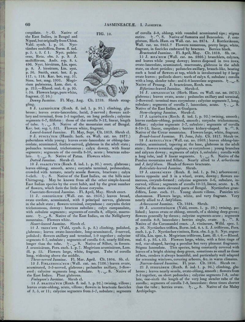 cuspidate. b( . G. Native of the East Indies, in Bengal and Nipaul, but originally from China. Vahl. symb. 1. p. 26. Nyc- tanthes multiflora, Burm. fl. ind. p. 5. t. 3. f. 1. Nyct. pubes- cens, Retz. obs. 5. p. 9. J. multiflorum, Andr. rep. 8. t. 496. Nyct. hirsutum, Lin. spec, p. 8. J. hirsutum, Lin. syst. p. 56. Smith, exot. bot. 2. p. 117. t. 118. Ker. bot. reg. 51. Sims. bot. mag. 1991. Mogo- rium pubescens, Lam. diet. 4. p. 213.—Rheed. mal. 6. p. 95. t. 54. Flowers large, pure white, fragrant, (f. 10.) Downy Jasmine. Fl. May, Aug. Clt. 1759. Shrub strag- gling. 8 J. laurifolium (Roxb. fl. ind. 1. p. 91.) climbing, gla- brous; leaves ovate-lanceolate, lucid, 3-nerved ; flowers axil- lary and terminal, from 1-5 together, on long pedicels; calycine segments 6-7, filiform : those of the corolla 9-12, linear, length of tube. P?. S. Native of the mountains east of Bengal. Ker. bot. reg. t. 521. Flowers white, fragrant. Laurel-leaved Jasmine. Fl. May, Sept. Clt. 1819. Shrub cl. 9 J. pitncta'tum (Hamilt. herb, ex Wall. cat. no. 2877.) puberulous while young; leaves ovate-lanceolate or oblong-lan- ceolate, acuminated, feather-nerved, glabrous in the adult state; peduncles terminal, trichotomous; calyx downy, with linear segments; segments of the corolla 8-10, acute ; bracteas subu- late. T? . v_>. S. Native of Patna. Flowers white. 10 J. coarcta'tum (Roxb. fl. ind. 1. p. 91.) erect, glabrous; leaves oblong, smooth, acute; corymbs terminal, pedunculate, crowded with ternate, nearly sessile flowers, bracteate ; calyx 5-cleft. Tj. S. Native of the East Indies, on the hills near Chittagong. May be known from all the other simple-leaved East Indian species by the erect habit, and by the great number of flowers, which form the little dense corymbs. Coarctate-ftowered Jasmine. • Fl. April, May. Shrub erect. 11 J. cordifolium (Wall. cat. no. 2858.) leaves broad, ovate cordate, acuminated, with 3 principal nerves, glabrous in the adult state ; flowers terminal, corymbose ; corymbs thrice trichotomous, downy : bracteas subulate ; calyx campanulate, with subulate segments; segments of corolla 8, elliptic, mucro- nate. T?. S. Native of the East Indies, on the Nelligherry mountains. Flowers white. Heart-leaved Jasmine. Shrub cl. 12 J. trine'rve (Vahl, symb. 3. p. 2.) climbing, polished, glabrous; leaves ovate-lanceolate, long-acuminated, 3-nerved, polished ; flowers axillary and terminal, 1-9 together ; calycine segments 6-7, subulate ; segments of corolla 6-8, nearly filiform, longer than the tube. Tj . S. Native of Silhet, in forests. J. acuminatum, Pers. ench. 1. p. 7. Mogorium acuminatum, Lam. ill. p. 23. Flowers large, white, fragrant. Tube of corolla long, widening above the middle. Three-nerved Jasmine. Fl. Mar. April. Clt. 1804. Sh. cl. 13 J. Finlaysonia'num (Wall. cat. no. 7126.) leaves ovate, acuminated, 3-5-nerved, glabrous; peduncles axillary, 3-flow- ered ; calycine segments long, subulate. J? . S. Native of the East Indies. Plant glabrous. Finlay son’s Jasmine. Shrub cl. 14 J. bractea'tum (Roxb. fl. ind. 1. p. 92.) twining, villous; leaves ovate-oblong, acute, villous; flowers in bracteate fascicles of 3, 5, or 11; calycine segments from 5-7, subulate; segments entire. ^ • rs- S. Native of Sumatra and Bencoolen. J. con- gestion, Herb. Ham. ex Wall. cat. no. 2874. J. Rottleri&num, Wall. cat. no. 2865. ? Flowers numerous, pretty large, white, fragrant, in fascicles embraced by bracteas. Berries black. Bracteated Jasmine. Fl. April, May. Clt. 1818. Sh. tw. 15 J. bifa'rium (Wall. cat. no. 2866.) branchlets, calyxes, and leaves while young downy; leaves disposed in two rows, ovate-lanceolate, acuminated, mucronate, glabrous in the adult state, on short petioles; pedunclesaxillary, branch-like, bearing each a head of flowers at top, which is involucrated by 2 large ovate leaves ; pedicels short; teeth of calyx 6, subulate ; corolla with a long, slender tube: and 6-8 lanceolate segments. J? . . S. Native of Penang. J. bracteatum, Roxb. mss. Bfarious-leaved Jasmine. Shrub cl. 16 J. amplexicau'le (Herb. Ham. ex Wall. cat. no. 2875.) glabrous; leaves ovate, acute ; peduncles axillary and terminal, 3-flowered: terminal ones corymbose ; calycine segments 7, long, subulate; segments of corolla 7, lanceolate, acute. S. Native of the East Indies, at Goalpara. Stem-clasping Jasmine. Shrub cl. 17 J. latifolium (Roxb. fl. ind. 1. p. 93.) twining, smooth; leaves cordate-oblong, pointed, smooth ; corymbs trichotomous, diffuse; calycine segments 5-7, subulate; segments of corolla 8-10-12, linear, cuspidate; berries kidney-shaped. 1?. rs. S. Native of the Circar mountains. Flowers large, white, fragrant. Broad-leaved Jasmine. Fl. June, July. Clt. 1817. Shrub tw. 18 J. reticula'tum (Wall. cat. no. 2869.) leaves oblong-lan- ceolate, acuminated, tapering at the base, glabrous in the adult state ; flowers terminal, capitate, or corymbose ; young branches and calyxes downy ; segments of calyx 5, subulate ; corolla with a long tube, and 8 linear segments. (j . v-,. S. Native of the and J. latifolium. Heads of flowers bracteate. Reticulate-leaved Jasmine. Shrub. 19 J. arbore'scens (Roxb. fl. ind. 1. p. 94.) arborescent; leaves opposite and 3 in a whorl, ovate, downy; flowers nu- merous, corymb-formed ; calycine segments 5-6, subulate, in- curved, villous ; segments of corolla 10-12, linear, acute. 1? . S. Native of the more elevated parts of Bengal. Nyctanthes gran- diflora, Lour. coch. 21. Young shoots villous. Panicles tri- chotomous. Flowers large, white, and very fragrant. Very nearly allied to J. latifolium. Arborescent Jasmine. Clt. 1824. Shrub. 20 J. angustifolium (Vahl, enum. 1. p. 29.) twining, po- lished ; leaves ovate or oblong, smooth, of a shining deep green ; flowers generally by threes ; calycine segments acute ; segments of corolla 8-9, lanceolate; berries single, ovate. I?. r\ S. Native of the Coromandel coast. J. vimineum, Willd. spec. 1. p. 36. Nyctanthes triflora, Burm. ind. 4. t. 2. J. triflorum, Pers. ench. l.p. 7. Nyctanthesviminea, Retz. obs. 5. p. 9. Nyc.angus- tifolia, Lin. spec. 8. Mogorium triflorum, Lam. ill. t. 6.—Rheed. mal. 6. p. 93. t. 53. Flowers large, white, with a faint tinge of red, star-shaped, having a peculiar but very pleasant fragrance. Stigma lanceolate. This species, being constantly covered with leaves of a bright shining deep green, sometimes as small as those of box, renders it always beautiful, and particularly well adapted for screening windows, covering arbours, &c. in warm climates. Narrow-leaved Jasmine. Fl. year. Clt. 1816. Shrub tw. 21 J. tubiflorum (Roxb. fl. ind. 1. p. 96.) climbing, gla- brous ; leaves nearly sessile, ovate-oblong, smooth ; flowers from 3-5 together, on short peduncles ; calycine segments 7-8, subu- late, one-sixth the length of the very long slender tube of the corolla; segments of corolla 7-8, lanceolate; three times shorter than the tube ; berries ovate. J?. S. Native of the Malay Archipelago.