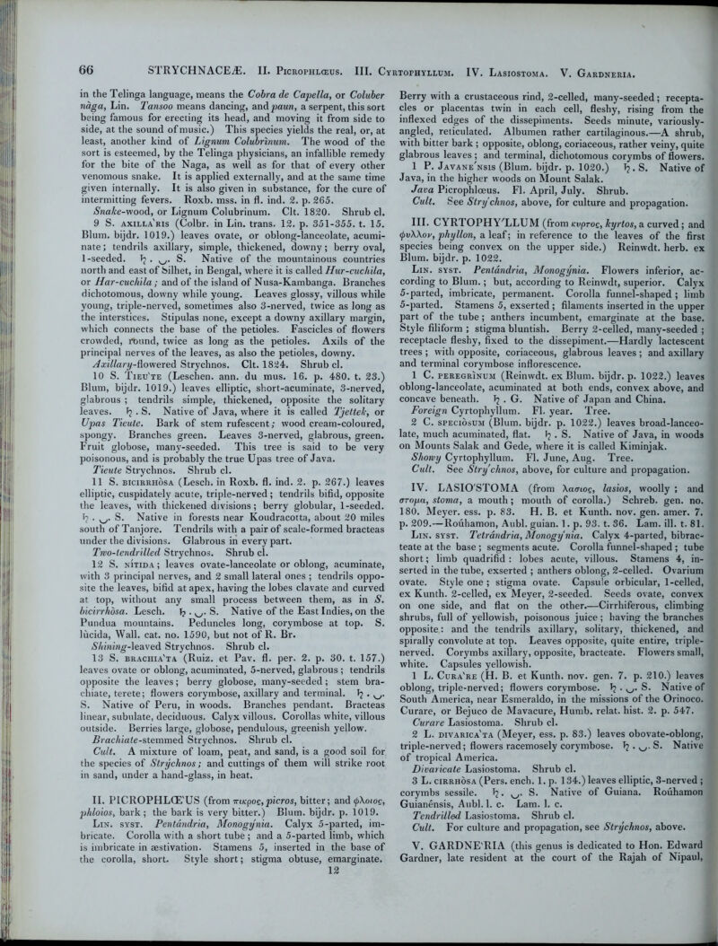 in the Telinga language, means the Cobra de Capella, or Coluber naga, Lin. Tansoo means dancing, andpaun, a serpent, this sort being famous for erecting its head, and moving it from side to side, at the sound of music.) This species yields the real, or, at least, another kind of Lignum Colubrinum. The wood of the sort is esteemed, by the Telinga physicians, an infallible remedy for the bite of the Naga, as well as for that of every other venomous snake. It is applied externally, and at the same time given internally. It is also given in substance, for the cure of intermitting fevers. Roxb. mss. in fl. ind. 2. p. 265. Snake-wood, or Lignum Colubrinum. Clt. 1820. Shrub cl. 9 S. axilla'ris (Colbr. in Lin. trans. 12. p. 351-355. t. 15. Blum, bijdr. 1019.) leaves ovate, or oblong-lanceolate, acumi- nate ; tendrils axillary, simple, thickened, downy; berry oval, 1-seeded. Tj . ^. S. Native of the mountainous countries north and east of Silhet, in Bengal, where it is called Hur-cuchila, or Har-cucliila; and of the island of Nusa-Kambanga. Branches dichotomous, downy while young. Leaves glossy, villous while young, triple-nerved, sometimes also 3-nerved, twice as long as the interstices. Stipulas none, except a downy axillary margin, which connects the base of the petioles. Fascicles of flowers crowded, round, twice as long as the petioles. Axils of the principal nerves of the leaves, as also the petioles, downy. Axillary-dowexed Strychnos. Clt. 1824. Shrub cl. 10 S. Tieu'te (Leschen. ann. du mus. 16. p. 480. t. 23.) Blum, bijdr. 1019.) leaves elliptic, short-acuminate, 3-nerved, glabrous ; tendrils simple, thickened, opposite the solitary leaves. . S. Native of Java, where it is called Tjeltek, or Upas Tieute. Bark of stem rufescent; wood cream-coloured, spongy. Branches green. Leaves 3-nerved, glabrous, green. Fruit globose, many-seeded. This tree is said to be very poisonous, and is probably the true Upas tree of Java. Tieute Strychnos. Shrub cl. 11 S. bicirrhosa (Lesch. in Roxb. fl. ind. 2. p. 267.) leaves elliptic, cuspidately acute, triple-nerved ; tendrils bifid, opposite the leaves, with thickened divisions; berry globular, 1-seeded. J? ■ S. Native in forests near Koudracotta, about 20 miles south of Tanjore. Tendrils with a pair of scale-formed bracteas under the divisions. Glabrous in every part. Two-tendrilled Strychnos. Shrub cl. 12 S. nitida ; leaves ovate-lanceolate or oblong, acuminate, with 3 principal nerves, and 2 small lateral ones ; tendrils oppo- site the leaves, bifid at apex, having the lobes clavate and curved at top, without any small process between them, as in S. bicirrhosa. Lesch. S. Native of the East Indies, on the Pundua mountains. Peduncles long, corymbose at top. S. lucida, Wall. cat. no. 1590, but not of R. Br. Shining-leaved Strychnos. Shrub cl. 13 S. brachia'ta (Ruiz, et Pav. fl. per. 2. p. 30. t. 157.) leaves ovate or oblong, acuminated, 5-nerved, glabrous ; tendrils opposite the leaves; berry globose, many-seeded; stem bra- chiate, terete; flowers corymbose, axillary and terminal. S. Native of Peru, in woods. Branches pendant. Bracteas linear, subulate, deciduous. Calyx villous. Corollas white, villous outside. Berries large, globose, pendulous, greenish yellow. Bracliiate-stemmed Strychnos. Shrub cl. Cult. A mixture of loam, peat, and sand, is a good soil for the species of Strychnos; and cuttings of them will strike root in sand, under a hand-glass, in heat. II. PICROPHLCE'US (from Tracpoe, picros, bitter; and tpXoioc, phloios, bark; the bark is very bitter.) Blum, bijdr. p. 1019. Lin. syst. Pentandria, Monogynia. Calyx 5-parted, im- bricate. Corolla with a short tube; and a 5-parted limb, which is imbricate in aestivation. Stamens 5, inserted in the base of the corolla, short. Style short; stigma obtuse, emarginate. 12 Berry with a crustaceous rind, 2-celled, many-seeded; recepta- cles or placentas twin in each cell, fleshy, rising from the inflexed edges of the dissepiments. Seeds minute, variously- angled, reticulated. Albumen rather cartilaginous.—A shrub, with bitter bark ; ojtposite, oblong, coriaceous, rather veiny, quite glabrous leaves ; and terminal, dichotomous corymbs of flowers. 1 P. Javane'nsis (Blum, bijdr. p. 1020.) 1?. S. Native of Java, in the higher woods on Mount Salak. Java Picrophlceus. Fl. April, July. Shrub. Cult. See Strychnos, above, for culture and propagation. III. CYRTOPH YTjLUM (from Kvprog, kyrtos, a curved ; and (pvXXov, phyllon, a leaf; in reference to the leaves of the first species being convex on the upper side.) Reinwdt. herb, ex Blum, bijdr. p. 1022. Lin. syst. Pentandria, Monogynia. Flowers inferior, ac- cording to Blum.; but, according to Reinwdt, superior. Calyx 5-parted, imbricate, permanent. Corolla funnel-shaped ; limb 5-parted. Stamens 5, exserted ; filaments inserted in the upper part of the tube; anthers incumbent, emarginate at the base. Style filiform ; stigma bluntish. Berry 2-celled, many-seeded ; receptacle fleshy, fixed to the dissepiment.—Hardly lactescent trees ; with opposite, coriaceous, glabrous leaves ; and axillary and terminal corymbose inflorescence. 1 C. peregrinum (Reinwdt. ex Blum, bijdr. p. 1022.) leaves oblong-lanceolate, acuminated at both ends, convex above, and concave beneath. T? . G. Native of Japan and China. Foreign Cyrtophyllum. Fl. year. Tree. 2 C. speciosum (Blum, bijdr. p. 1022.) leaves broad-lanceo- late, much acuminated, flat. V? . S. Native of Java, in woods on Mounts Salak and Gede, where it is called Kiminjak. Showy Cyrtophyllum. Fl. June, Aug. Tree. Cult. See Strychnos, above, for culture and propagation. IV. LASIOSTOMA (from Xamoc, lasios, woolly ; and trropa, stoma, a mouth; mouth of corolla.) Schreb. gen. no. 180. Meyer, ess. p. 83. H. B. et Kunth. nov. gen. amer. 7. p. 209.—Rouhamon, Aubl. guian. 1. p. 93. t. 36. Lam. ill. t. 81. Lin. syst. Tetrandria, Monogynia. Calyx 4-parted, bibrac- teate at the base ; segments acute. Corolla funnel-shaped ; tube short; limb quadrifid : lobes acute, villous. Stamens 4, in- serted in the tube, exserted ; anthers oblong, 2-celled. Ovarium ovate. Style one ; stigma ovate. Capsule orbicular, 1-celled, ex Kunth. 2-celled, ex Meyer, 2-seeded. Seeds ovate, convex on one side, and flat on the other.—Cirrhiferous, climbing shrubs, full of yellowish, poisonous juice; having the branches opposite: and the tendrils axillary, solitary, thickened, and spirally convolute at top. Leaves opposite, quite entire, triple- nerved. Corymbs axillary, opposite, bracteate. Flowers small, white. Capsules yellowish. 1 L. Cura're (H. B. et Kunth. nov. gen. 7. p. 210.) leaves oblong, triple-nerved; flowers corymbose. . w. S. Native of South America, near Esmeraldo, in the missions of the Orinoco. Curare, or Bejuco de Mavacure, Humb. relat. hist. 2. p. 547. Curare Lasiostoma. Shrub cl. 2 L. divarica'ta (Meyer, ess. p. 83.) leaves obovate-oblong, triple-nerved; flowers racemosely corymbose. Tj . S. Native of tropical America. Divaricate Lasiostoma. Shrub cl. 3 L. cirrhosa (Pers. ench. l.p. 134.) leaves elliptic, 3-nerved; corymbs sessile. Tj. w. S. Native of Guiana. Rouhamon Guianensis, Aubl. 1. c. Lam. 1. c. Tendrilled Lasiostoma. Shrub cl. Cult. For culture and propagation, see Strychnos, above. V. GARDNE'RIA (this genus is dedicated to Hon. Edward Gardner, late resident at the court of the Rajah of Nipaul,
