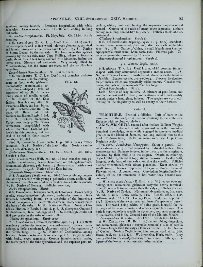 rambling among bushes. Branches besprinkled with white tubercles. Leaves ovate, acute. Corolla red, ending in long tail each. Sarmentose Strophanthus. FI. May, July. Clt. 1824. Shrub rambling. 2 S. laurifolius (D. C. 1. c. Desf. 1. c. p. 411.) erect; leaves opposite, and 3 in a whorl; flowers glomerate, terminal and lateral, rising after the leaves have fallen. f?. S. Native of Sierra Leone, by the sea side. We have seen this species growing by the sea side, near Cape Shilling, where it forms a bush, about 6 or 8 feet high, covered with blossoms, before the leaves rise. Flowers red and white. Very nearly allied to S. sarmentosus, but the stems are erect, and the corollas less spreading. Laurel-leaved Strophanthus. Shrub G to 8 feet. 3 S. dichotomus (D. C. 1. c. Desf. 1. c.) branches dichoto- mous ; leaves elliptic-oblong, acute at both ends, glabrous, FIG. 13. mucronately acuminated ; co- rolla funnel-shaped ; tails of segments of corolla 3 inches long; scales of corolla curled. \l . S. Native of the East Indies. Ker. bot. reg. 469. S. terminalis, Blum. cat. hort. buitz. p. 56. Echites caud&ta, Lin. mant. 52. Burm. ind. t. 26. Nerium caudatum, Roxb. fl. ind. 2. p. 9. Echites dichotoma, Carey, hort. beng. p. 20. Stems sarmentose, besprinkled with white tubercles. Corollas yel- lowish in this country, but are said to be red in their native country, (f. 13.) Var. (3, rotundatus (Pers. ench. 1. p. 269.) leaves ovate- roundish. . S. Native of the East Indies. Nerium caudii- tum, Lam. diet. 3. p. 458. Dichotomous Strophanthus. Fl. Feb. March. Clt. 1812. Shrub 3-4 feet. 4 S. divarica'tus (Wall. cat. no. 1642.) branches and pe- duncles dichotomous; leaves lanceolate or oblong-lanceolate, acuminated, glabrous, pale beneath ; flowers small, with short segments. Tj • S. Native of the East Indies. Divaricate Strophanthus. Shrub cl. 5 S. Jackia'nus (Wall. cat. no. 1643.) leaves oblong-lanceo- late, downy beneath while young; peduncles short, axillary, di- chotomous ; corolla campanulate, with short tails to the segments. Tj. S. Native of Penang. Follicles very long. Jack's Strophanthus. Shrub. 6 S. Chine'nsis ; branches erect, dichotomous ; leaves nearly sessile, ovate-lanceolate, glabrous ; peduncles terminal, few- flowered, becoming lateral, or in the forks of the branches ; tails of the segments of the corolla ensiform; stamens inserted in the base of the tube. 1? . E. Native of China. Nerium Chi- nensis, Hunter, in Roxb. fl. ind. 2. p. 9. S. divergens, Graham? S. dichotomus, Ker. bot. reg. 469 ? Dr. Roxburgh could not find any scales in the tube of the corolla. Chinese Strophanthus. Shrub erect. 7 S. ? sca'ndens (Roem. et Schultes, syst. 4. p. 412.) stems scandent; peduncles terminal, many-flowered; leaves ovate- oblong, a little acuminated, glabrous; tails of the segments of the corolla long. Tj . S. Native of Cochinchina, among bushes. Nerium scandens, Lour. coch. p. 116. Calyx tubular, with fleshy, erect segments. Corolla funnel-shaped; having the lower part of the tube cylindrical, and the superior part ur- ceolate, white; limb red, having the segments long-linear and repand. Corona of the tube of many acute segments; anthers ending in a long, thread-like tail, each. Follicles thick, obtuse, horizontal. Climbing Strophanthus. Shrub cl. 8 S. alterniflorus (Spreng. syst. 1. p. 637.) scandent; leaves ovate, acuminated, glabrous ; alternate axils umbellife- rous. G. Native of China, in small islands near Canton. Apocynum alterniflorum, Lour. coch. 168. Flowers pale. Co- rolla campanulate, crowned by 10 scales. AIternate-Jlowered Strophanthus. Shrub cl. § 2. Anthers hispid, mutic. 9 S. hispida (D. C. 1. c. Desf. 1. c. p. 412.) corollas funnel- shaped : with long, acuminated segments ; anthers acute, f? . S. Native of Sierra Leone. Shrub hispid, almost with the habit of a Justicia. Leaves sessile, ovate-oblong. Flowers fasciculate, on peduncles, which are repeatedly trichotomous. Corollas red ; having the tails of the segments 7 inches long. Hispid Strophanthus. Shrub. Cult. Shrubs of easy culture. A mixture of peat, loam, and sand, is the best soil for them ; and cuttings strike root readily in sand, under a hand glass, in heat. The species are worth cul- tivating for the singularity as well as beauty of their flowers. Tribe II. WRIGHTIE'iE. Fruit of 2 follicles. Tuft of hairs at the lower end of the seed, or at that end contrary to the umbilicus. Embryo with involute cotyledons. XXIV. WRI GHTIA (named after the late William Wright, M.D. F.R.S. F.L.S. and Edinb., whose ardour in the pursuit of botanical knowledge, even while engaged in extensive medical practice in the island of Jamaica, has long entitled him to this mark of distinction.) R. Br. in mem. wern. soc. 1. p. 73.— Nerium species, Lin. Lin. syst. Pentandria, Monogynia. Calyx 5-parted. Co- rolla salver-shaped; throat crowned by 10 divided scales. Sta- mens exserted; filaments inserted in the throat; anthers sagittate, cohering by their middle to the stigma. Ovaria 2, cohering. Style 1, filiform, dilated at top ; stigma narrower. Scales 5-10, inserted at the base of the calyx, outside the corolla. Follicles distinct or combined, with adnate placentas.—Erect shrubs, or small trees. Leaves opposite. Corymbs almost terminal. Flowers white. Albumen none. Cotyledons longitudinally in- volute, white, but immersed in hot water they become rose- coloured. 1 W. antidysente rica (R. Br. 1. c. p. 74.) leaves obovate- oblong, short-acuminated, glabrous; corymbs nearly terminal; tube of corolla 6 times longer than the calyx ; follicles distinct. . S. Native of Ceylon. Nerium antidysentericum, Lin. spec, ed. 2d. p. 306. Lour. coch. p. 116.—Plenck. offic. t. 119. —Burm. zeyl. 167. t. 77. Codaga Pala, Rheed. mal. 1. p. 85. t. 47. ? Flowers white, sweet-scented, form of a species of Jasmi- num. The wood being white, of a fine grain, is useful for the turner, and to make cabinets, and other elegant furniture. The bark is reputed to be a specific in dysentery, and most complaints of the bowels, and is the Conessi bark of the Materia Medica. Anti-dysenteric Wrightia. Clt. 1778. Shrub 6 to 10 feet. 2 W. Zeyla'nica (R. Br. 1. c.) leaves oblong-lanceolate, sub-acuminated, glabrous ; corymbs terminal; tube of corolla 4-5 times longer than the calyx; follicles distinct. J2 • S. Native of Ceylon. Nerium Zeylanicum, Lin. amoen. acad. 4. p. 309. Burm. zeyl. 23. t. 12. f. 2. W. divaricata, Herb. madr. Very nearly allied to W. antidysenterica, from which it differs, in the figure of the leaves, which are also rather smaller. O