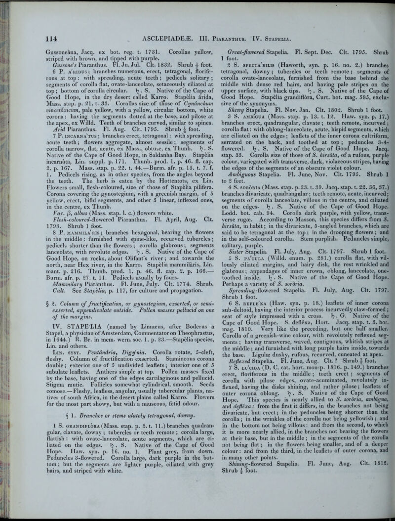 Gussoneana, Jacq. ex bot. reg. t. 1731. Corollas yellow, striped with brown, and tipped with purple. Gussone’s Piaranthus. FI. Ju.Jul. Clt. 1832. Shrub ^ foot. 6 P. a'ridus ; branches numerous, erect, tetragonal, florife- rous at top: with spreading, acute teeth ; pedicels solitary ; segments of corolla flat, ovate-lanceolate, setaceously ciliated at top; bottom of corolla circular. 1? . S. Native of the Cape of Good Hope, in the dry desert called Karro. Stapklia arida, Mass. stap. p. 21. t. 33. Corollas size of tllose of Cyn&nchum vincetoxicum, pale yellow, with a yellow, circular bottom, white corona: having the segments dotted at the base, and pilose at the apex, ex Willd. Teeth of branches curved, similar to spines. Arid, Piaranthus. FI. Aug. Clt. 1795. Shrub \ foot. 7 P. incarna'tus ; branches erect, tetragonal: with spreading, acute teeth; flowers aggregate, almost sessile; segments of corolla narrow, flat, acute, ex Mass., obtuse, ex Thunb. b- S. Native of the Cape of Good Hope, in Saldanha Bay. Stapklia incarnata, Lin. suppl. p. 171. Thunb. prod. 1. p. 46. fl. cap. 2. p. 167. Mass. stap. p. 22. t. 44.—Burm. afr. p. 15. t. 7. f. 1. Pedicels rising, as in other species, from the angles beyond the teeth. The herb is eaten by the Hottentots, ex Lin. Flowers small, flesh-coloured, size of those of StapHia pilifera. Corona covering the gynostegium, with a greenish margin, of 5 yellow, erect, bifid segments, and other 5 linear, inflexed ones, in the centre, ex Thunb. Var. 18, albus (Mass. stap. 1. c.) flowers white. Flesh-colour ed-AovtexeA Piaranthus. Fl. April, Aug. Clt. 1793. Shrub 1 foot. 8 P. mammila'ris ; branches hexagonal, bearing the flowers in the middle: furnished with spine-like, recurved tubercles ; pedicels shorter than the flowers ; corolla glabrous; segments lanceolate, with revolute edges. b . S. Native of the Cape of Good Hope, on rocks, about Olifant’s river; and towards the north, near Hex river, in the Karro. Stapelia mammilaris, Lin. mant. p. 216. Thunb. prod. 1. p. 46. fl. cap. 2. p. 166.— Burm. afr. p. 27. t. 11. Pedicels usually by fours. Mammilary Piaranthus. Fl. June, July. Clt. 1774. Shrub. Cult. See Stapelia, p. 117, for culture and propagation. § 2. Column of fructification, or gynostegium, exserted, or semi- exserted, appendiculate outside. Pollen masses pellucid on one of the margins. IV. STAPE'LIA (named by Linnaeus, after Boderus a Stapel, a physician of Amsterdam, Commentator on Theophrastus, in 1644.) R. Br. in mem. wern. soc. 1. p. 23.—Stapelia species, Lin. and others. Lin. syst. Pentandria, Digy'nia. Corolla rotate, 5-cleft, fleshy. Column of fructification exserted. Stamineous corona double ; exterior one of 5 undivided leaflets; interior one of 5 subulate leaflets. Anthers simple at top. Pollen masses fixed by the base, having one of the edges cartilaginous and pellucid. Stigma mutic. Follicles somewhat cylindrical, smooth. Seeds comose.—Fleshy, leafless, angular, usually tubercular plants, na- tives of south Africa, in the desert plains called Karro. Flowers for the most part showy, but with a nauseous, fetid odour. § 1. Branches or stems alately tetragonal, downy. 1 S. grandiflora (Mass. stap. p. 3. t. 11.) branches quadran- gular, clavate, downy ; tubercles or teeth remote ; corolla large, flattish : with ovate-lanceolate, acute segments, which are ci- liated on the edges. b . S. Native of the Cape of Good Hope. Haw. syn. p. 16. no. 1. Plant grey, from down. Peduncles 3-flowered. Corolla large, dark purple in the bot- tom ; but the segments are lighter purple, ciliated with grey hairs, and striped with white. Great-flowered Stapelia. Fl. Sept. Dec. Clt. 1795. Shrub 1 foot. 2 S. specta'bilis (Haworth, syn. p. 16. no. 2.) branches tetragonal, downy; tubercles or teeth remote; segments of corolla ovate-lanceolate, furnished from the base behind the middle with dense red hairs, and having pale stripes on the upper surface, with black tips. b. S. Native of the Cape of Good Hope. Stapelia grandiflora, Curt. bot. mag. 585, exclu- sive of the synonyms. Shewy Stapelia. Fl. Nov. Jan. Clt. 1802. Shrub 1 foot. 3 S. ambigua (Mass. stap. p. 13. t. 12. Haw. syn. p. 17.) branches erect, quadrangular, clavate ; teeth remote, incurved ; corolla flat: with oblong-lanceolate, acute, hispid segments, which are ciliated on the edges ; leaflets of the inner corona cultriform, serrated on the back, and toothed at top ; peduncles 3-4- flowered. b • S. Native of the Cape of Good Hope. Jacq. stap. 35. Corolla size of those of S. hirsuta, of a rufous, purple colour, variegated with transverse, dark, violaceous stripes, having the edges of the segments of an obscure violet colour. Ambiguous Stapelia. Fl. June, Nov. Clt. 1795. Shrub 1 to 2 feet. 4 S. sororia (Mass. stap. p.23. t. 39. Jacq. stap. t. 22. 36, 37.) branches divaricate, quadrangular ; teeth remote, acute, incurved; segments of corolla lanceolate, villous in the centre, and ciliated on the edges. b • S. Native of the Cape of Good Hope. Lodd. bot. cab. 94. Corolla dark purple, with yellow, trans- verse rugae. According to Masson, this species differs from S. hirsuta, in habit; in the divaricate, 5-angled branches, which are said to be tetragonal at the top ; in the drooping flowers; and in the self-coloured corolla. Stem purplish. Peduncles simple, solitary, purple. Sister Stapelia. Fl. July, Aug. Clt. 1797. Shrub 1 foot. 5 S. pa'tula (Willd. enum. p. 281.) corolla flat, with vil- lously ciliated margins, and hairy disk, the rest wrinkled and glabrous; appendages of inner crown, oblong, lanceolate, one- toothed inside. 1? . S. Native of the Cape of Good Hope. Perhaps a variety of S. sororia. Spreading-Aowered Stapelia. Fl. July, Aug. Clt. 1797. Shrub 1 foot. 6 S. refle'xa (Haw. syn. p. 18.) leaflets of inner corona sub-deltoid, having the interior process incurvedly claw-formed ; seat of style impressed with a cross. b. G. Native of the Cape of Good Hope. S. deflexa, Hort. Jacq. stap. t. 5. bot. mag. 1810. Very like the preceding, but one half smaller. Corolla of a greenish-wine colour, with revolutely reflexed seg- ments ; having transverse, waved, contiguous, whitish stripes at the middle ; and furnished with long purple hairs inside, towards the base. Ligulae dusky, rufous, recurved, cuneated at apex. Reflexed Stapelia. Fl. June, Aug. Clt.? Shrub 4 foot. 7 S. lu'cida (D. C. cat. hort. monsp. 1816. p. 149.) branches erect, floriferous in the middle ; teeth erect ; segments of corolla with pilose edges, ovate-acuminated, revolutely in- flexed, having the disks shining, and rather pilose; leaflets of outer corona oblong. b • S. Native of the Cape of Good Hope. This species is nearly allied to S. sororia, ambigua, and deflexa: from the first it differs, in the branches not being divaricate, but erect; in the peduncles being shorter than the corolla ; in the wrinkles of the corolla not being yellowish ; and in the bottom not being villous : and from the second, to which it is more nearly allied, in the branches not bearing the flowers at their base, but in the middle ; in the segments of the corolla not being flat; in the flowers being smaller, and of a deeper colour: and from the third, in the leaflets of outer corona, and in many other points. SAiwing-flowered Stapelia. Fl. June, Aug. Clt. 1812. Shrub \ foot.