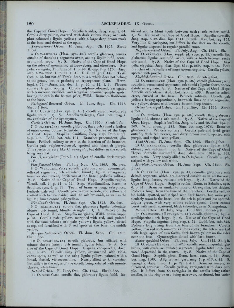 the Cape of Good Hope. Stapelia trisulca, Jacq. stap. t. 64. Corolla dirty yellow, covered with dark rufous dots; orb sul- phur-coloured ; ligulae yellow; with a large deep brown mark at the base, and dotted at the apex. Two-furrowed Orbea. FI. June, Sept. Clt. 1805. Shrub 1 foot. 5 O. variega'ta (Haw. syn. 40.) corolla glabrous, convex outside of the tube ; segments ovate, acute; ligulae bifid, acute ; orb tumid, large. . S. Native of the Cape of Good Hope, on the sides of mountains, at Leuweberg, and elsewhere. Sta- pelia variegiita, Thunb. prod. 1. p. 46. fl. cap. 2. p. 170. Jacq. stap. t. 24. misc. 1. p. 27. t. 4. D. C. pi. gr. t. 149. Tratt. thes. t. 18. but not of Forsk. desc. p. 51. which does not belong to the genus, but is probably an Apocyneous plant. Herm. lugd. t. 53.—Burm. afr. dec. 2. p. 30. t. 12. f. 2. Flowers solitary, large, drooping. Corolla sulphur-coloured, variegated with transverse wrinkles, and irregular brownish-purple spots : having the orb in the bottom paler, Willd. Branches floriferous at the base. Variegated-flowered Orbea. Fl. June, Sept. Clt. 1727. Shrub 1 foot. 6 O. Curtisii (Haw. syn. p. 40.) corolla sulphur-coloured; ligulae entire. . S. Stapelia variegata, Curt. bot. mag. t. 26. exclusive of the synonymes. Curtis's Orbea. Fl. June, Sept. Clt. 1690. Shrub 1 ft. 7 O. peaniflora ; corolla glabrous, flat; orb tumid ; leaflets of outer corona obtuse, bidentate. . S. Native of the Cape of Good Hope. Stapelia planiflora, Jacq. stap. Poir. suppl. 5. p. 232. Lodd. bot. cab. 191. Branches procumbent, gla- brous. Pedicels solitary or twin at the insertion of the branches. Corolla pale sulphur-coloured, spotted with blackish purple. This species is very like O. variegata, but differs in the corolla being very flat. Var. fl, margindta (Poir. 1. c.) edges of corolla dark purple. h- s. Flat-Jlowered Orbea. Fl. July, Nov. Clt. 1805. Sh. proc. 8 O. Wendlandia'na ; corolla glabrous: with acuminated, reflexed segments ; orb elevated, tumid ; ligulae emarginate; branches decumbent, floriferous at the base ; pedicels solitary. 1?. S. Native of the Cape of Good Hope. Stapelia rugosa, Wendl. coll. 2. p. 41. t. 52. Stap. Wendlandiana, Rcem. et Schultes, syst. 6. p. 39. Teeth of branches long, subspinose. Pedicels pale red. Corolla pale yellow outside, and yellow and spotted with brown inside ; and the orb brownish, as well as the ligulae ; inner corona pale yellow. Wendland’s Orbea. Fl. June, Sept. Clt. 1818. Sh. dec. 9 O. margina'ta ; corolla flat, glabrous ; ligulae bidentate, obtuse; orb tumid, bluntly 5-angled. Pj. S. Native of the Cape of Good Hope. Stapelia marginata, Willd. enum. suppl. p. 13. Corolla pale yellow, margined with red, and painted with the same colour ; orb pale yellow ; ligulae yellow, dotted at top, and furnished with 3 red spots at the base, the middle yellow. Marginate-dowered Orbea. Fl. June, Sept. Clt. 1805. Shrub dec. 10 O. conspurca'ta ; corolla glabrous, but ciliated with minute clavate hairs ; orb tumid ; ligulae bifid. 1? • S. Na- tive of the Cape of Good Hope. Stapelia conspurcata, Jacq. stap. t. 47. Corolla dirty yellow, ornamented with viola- ceous spots, as well as the orb ; ligulae yellow, painted with a broad, dotted, violaceous line. Nearly allied to O. normalis, hut differs in the edges of the corolla being ciliated with minute, clavate, white hairs. Defiled Orbea. Fl. June, Oct. Clt. 1795. Shrub dec. 11 O. norma'lis ; corolla flat, glabrous; ligulae bifid, fur- nished with a blunt tooth between each ; orb rather tumid. T?. S. Native of the Cape of Good Hope. Stapelia normalis, Jacq. stap. t. 42. diar. lips. 1814. p. 268. Ker. bot. reg. 755. Very like O. variegata, but differs in the dots on the corolla, and ligulae disposed in regular parallel rows. Regular-spotted Orbea. Fl. July, Aug. Clt. 1821. Sh. 12 0. clypea'ta (Haw. suppl. pi. succ. p. 13.) corolla flat, glabrous; ligulae semibifid, acute, with a tooth between each; orb tumid. Pj. S. Native of the Cape of Good Hope. Sta- pelia clypeata, Jacq. diar. lips. 814. p. 269. stap. t. 48. Both branches of the leaflets of inner corona capitate. Corolla yellow, spotted with purple. Shielded-dowered Orbea. Clt. 1812. Shrub \ foot. 13 O. orbicula'ris (Haw. syn. p. 40.) corolla glabrous ; with roundish, acuminated segments ; orb tumid ; ligulae short, obcor- dately emarginate. Pj . S. Native of the Cape of Good Hope. Stapelia orbicularis, Andr. bot. rep. t. 439. Branches tufted, erect, curved at the base. Pedicels solitary. Corolla pale yellow: having approximate, brownish lines on the segments ; orb yellow, dotted with brown ; bottom deep brown. Orbicular-ringed Orbea. Fl. July, Nov. Clt. 1799. Shrub \ foot. 14 O. bufonia (Haw. syn. p. 40.) corolla flat, glabrous; ligulae bifid, obtuse ; orb tumid. Pj . S. Native of the Cape of Good Hope. Stapelia bufonia, Jacq. t. 1. and 49. diar. lips. p. 269. Willd. enum. p. 283. Sims, bot. mag. 1076. Branches glaucescent. Pedicels solitary. Corolla pale and livid green outside, with red nerves, and dirty brown inside, spotted with purple, and striped with yellow. Toad Orbea. Fl. June, Sept. Clt. 1806. Shrub | foot. 15 O. marmora'ta ; corolla flat, glabrous; ligulae bifid, obtuse ; orb subtumid. Pj. S. Native of the Cape of Good Hope. Stapelia marmorata, Jacq. diar. lips. 1814. p. 269. stap. t. 28. Very nearly allied to O. bufonia. Corolla purple, striped with yellow and white. Marbled-flowered Orbea. Fl. June, Sept. Clt. 1820. Sh. I foot. 16 O. retu'sa (Haw. syn. p. 41,) corolla glabrous; with deltoid segments, which are 5-nerved outside as in all the rest; ligulae long, lorate, retuse ; orb large, P? . S. Native of the Cape of Good Hope. Stapelia retusa, Roem. et Schultes, syst. 6. p. 41. Branches similar to those of O. anguina, but thicker. Pedicels long, from the base of the branches. Corolla yellow- ish inside, spotted, and striped with dark brown, but more par- ticularly towards the base; but the orb is paler and less spotted. Ligula green, with very minute rufous spots. Inner corona beset with small, scattered, black tubercles, as in O. anguinea. Retuse Orbea. Fl. July, Aug. Clt. 1800. Shrub -1 ft. 17 0. anguinea (Haw. syn. p. 41.) corolla glabrous ; ligulae semibipartite; orb large. P; . S. Native of the Cape of Good Hope. Stapelia anguina, Jacq. stap. t. 54. Lodd. bot. cab. 828. Pedicels long, rising from the base of the branches. Corolla yellow, marked with numerous rufous spots ; the orb is marked with large spots of two forms, dark brown yellow on the sides near the base. Gynostegium dotted with dark brown. »SWA:e-speckled Orbea. Fl. June, July. Clt. 1812. Sh.^ft. 18 0. picta (Haw. syn. p. 42.) corolla semiquinquefid, gla- brous, with ovate, acuminated segments ; ligulae bifid ; orb ele- vated, depressed in the centre. ^ • S. Native of the Cape of Good Hope. Stapelia picta, Donn. hort. cant. p. 53. Sims, bot. mag. 1169. Allg. teutsch. gart. mag. 7. p. 413. t. 42. S. variegata, Jacq. misc. 1. p. 27. t. 4. ? Branches simple, 4- furrowed, torulose. Corolla yellow, variegated with dark pur- ple. It differs from O. variegata in the corolla being rather smaller, in the ring or orb being narrower, not dotted, but varie-