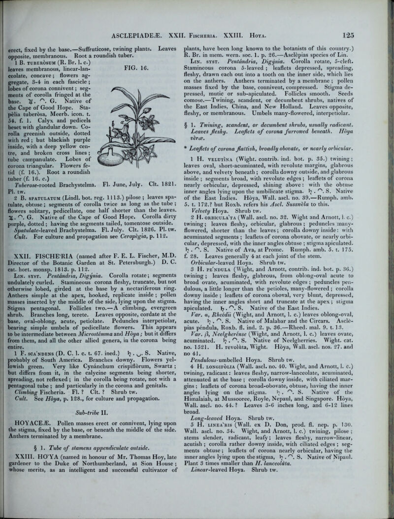 erect, fixed by the base.—Suffruticose, twining plants. Leaves opposite, membranous. Root a roundish tuber. 1 B. tuberosum (R. Br. 1. c.) leaves membranous, linear-lan- FIG. 16. ceolate, concave; flowers ag- gregate, 3-4 in each fascicle ; lobes of corona connivent; seg- ments of corolla fringed at the base. 1/. G. Native of the Cape of Good Hope. Sta- pelia tuberosa, Meerb. icon. t. 54. f. 1. Calyx and pedicels beset with glandular down. Co- rolla greenish outside, dotted with red; but blackish purple inside, with a deep yellow cen- tre, and broken cross lines; tube campanulate. Lobes of corona triangular. Flowers fe- tid (f. 16.). Root a roundish tuber (f. 16. c.) Tuberose-rooted Brachystelma. PI. tw. 2 B. spatulatum (Lindl. bot. reg. 1113.) pilose ; leaves spa- tulate, obtuse ; segments of corolla twice as long as the tube ; flowers solitary, pedicellate, one half shorter than the leaves. . n>. G. Native of the Cape of Good Hope. Corolla dirty purple, dotted; having the segments tailed, tomentose outside. SpatulateAe&xed Brachystelma. FI. July. Clt. 1826. PI. tw. Cult. For culture and propagation see Ceropegia, p. 112. FI. June, July. Clt. 1821. XXII. FISCHE'RIA (named after F. E. L. Fischer, M.D. Director of the Botanic Garden at St. Petersburgh.) D. C. cat. hort. monsp. 1813. p. 112. Lin. syst. Pentandria, Digynia. Corolla rotate; segments undulately curled. Stamineous corona fleshy, truncate, but not otherwise lobed, girded at the base by a nectariferous ring. Anthers simple at the apex, hooked, replicate inside ; pollen masses inserted by the middle of the side, lying upon the stigma. | Stigma pentagonal. Follicles two.—A climbing, evergreen shrub. Branches long, terete. Leaves opposite, cordate at the base, oval-oblong, acute, petiolate. Peduncles interpetiolar, bearing simple umbels of pedicellate flowers. This appears to be intermediate between Microstemma and Hoya; but it differs from them, and all the other allied genera, in the corona being entire. 1 F. sca'ndens (D. C. 1. c. t. 67. ined.) S. Native, probably of South America. Branches downy. Flowers yel- lowish green. Very like Cynanchum crispiflorum, Swartz ; but differs from it, in the calycine segments being shorter, spreading, not reflexed ; in the corolla being rotate, not with a pentagonal tube ; and particularly in the corona and genitals. Climbing Fischeria. FI. ? Clt. ? Shrub tw. Cult. See Hoya, p. 128., for culture and propagation. Sub-tribe II. HOYACEiE. Pollen masses erect or connivent, lying upon the stigma, fixed by the base, or beneath the middle of the side. Anthers terminated by a membrane. § 1. Tube of stamens appendiculate outside. XXIII. HO'YA (named in honour of Mr. Thomas Hoy, late gardener to the Duke of Northumberland, at Sion House ; whose merits, as an intelligent and successful cultivator of plants, have been long known to the botanists of this country.) R. Br. in mem. wern. soc. 1. p. 26.—Aselepias species of Lin. Lin. syst. Pentandria, Digynia. Corolla rotate, 5-cleft. Stamineous corona 5-leaved ; leaflets depressed, spreading, fleshy, drawn each out into a tooth on the inner side, which lies on the anthers. Anthers terminated by a membrane ; pollen masses fixed by the base, connivent, compressed. Stigma de- pressed, mutic or sub-apiculated. Follicles smooth. Seeds comose.—Twining, scandent, or decumbent shrubs, natives of the East Indies, China, and New Holland. Leaves opposite, fleshy, or membranous. Umbels many-flowered, interpetiolar. § 1. Twining, scandent, or decumbent shrubs, usually radicant. Leaves fleshy. Leaflets of corona furrowed beneath. Hoya verve. * Leaflets of corona flaltish, broadly obovate, or nearly orbicular. 1 H. velutina (Wight, contrib. ind. bot. p. 35.) twining; leaves oval, short-acuminated, with revolute margins, glabrous above, and velvety beneath ; corolla downy outside, and glabrous inside ; segments broad, with revolute edges ; leaflets of corona nearly orbicular, depressed, shining above: with the obtuse inner angles lying upon the umbilicate stigma. ^ S. Native of the East Indies. Hoya, Wall. ascl. no. 39.—Rumpli. amb. 5. t. 172.? but Roxb. refers his Ascl. Susswela to this. Velvety Hoya. Shrub tw, 2 H. orbicula'ta (Wall. ascl. no. 32. Wight and Arnott, 1. c.) twining; leaves fleshy, orbicular, glabrous ; peduncles many- flowered, shorter than the leaves; corolla downy inside: with acuminated segments ; leaflets of corona obovate, or nearly orbi- cular, depressed, with the inner angles obtuse ; stigma apiculated. J? . rs. S. Native of Ava, at Prome. Rumph. amb. 5. t. 175. f. 28. Leaves generally 4 at each joint of the stem. Orbicular-\eaved Hoya. Shrub tw. 3 H. pe'ndula (Wight, and Arnott, contrib. ind. bot. p. 36.) twining ; leaves fleshy, glabrous, from oblong-oval acute to broad ovate, acuminated, with revolute edges ; peduncles pen- dulous, a little longer than the petioles, many-flowered; corolla downy inside ; leaflets of corona oboval, very blunt, depressed, having the inner angles short and truncate at the apex; stigma apiculated. T? . S. Native of the East Indies. Var. a, Rheedii (Wight, and Arnott, 1. c.) leaves oblong-oval, acute. Tj . <'\ S. Native of Malabar and the Circars. Ascle- pias pendula, Roxb. fl. ind. 2. p. 36.—Rheed. mal. 9. 1.13. Var. ft, Neelgherense (Wight, and Arnott, 1. c.) leaves ovate, acuminated. ^ S. Native of Neelgherries. Wight, cat. no. 1521. H. revolitta, Wight. Hoya, Wall. ascl. nos. 27. and no 41. Pe«du?0M5-umbelled Hoya. Shrub tw. 4 H. longifolia (Wall. ascl. no. 40. Wight, and Arnott, 1. c.) twining, radicant: leaves fleshy, narrow-lanceolate, acuminated, attenuated at the base ; corolla downy inside, with ciliated mar- gins ; leaflets of corona broad-obovate, obtuse, having the inner angles lying on the stigma. . r>. S. Native of the Himalaiah, at Mussooree, Royle, Nepaul, and Singapore. Hoya, Wall. ascl. no. 44.? Leaves 3-6 inches long, and 6-12 lines broad. Long-leaved Hoya. Shrub tw. 5 H. linea'ris (Wall, ex D. Don, prod. fl. nep. p. 130. Wall. ascl. no. 34. Wight, and Arnott, 1. c.) twining, pilose ; stems slender, radicant, leafy; leaves fleshy, narrow-linear, acutish ; corolla rather downy inside, with ciliated edges ; seg- ments obtuse; leaflets of corona nearly orbicular, having the inner angles lying upon the stigma, Tj . n'. S. Native of Nipaul. Plant 3 times smaller than H. lanceoldta. Linear-leaved Hoya. Shrub tw.