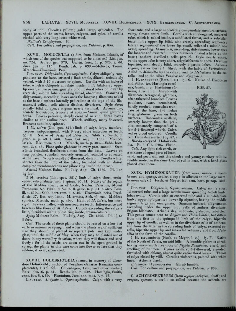 spiny at top. Corollas yellow ; galea large, Qrbicular. The upper parts of the stems, leaves, calyxes, and galea of corolla clothed with very long loose white wool. Wallich's Eriophytum. PI. Cult. For culture and propagation, see Phlomis, p. 854. XCVII. MOLUCE/LLA (a dim. from Molucca Islands, of which one of the species was supposed to be a native.) Lin. gen. no. 724. Schreb. gen. 979. Gaertn. fruct. 1. p. 820. t. 66. Juss. gen. p. 115. Benth. lab. p. 639.—Molucca, Tourn. Moench.'—Chasmonia, Presl. Lin. syst. Didynamia, Gymnospermia. Calyx obliquely cam- panulate at the base, striated; limb ample, dilated, reticulately veined, with 5-10 mucrones or spines. Corolla with an inclosed tube, which is obliquely annulate inside ; limb bilabiate ; upper lip erect, entire or emarginately bifid ; lateral lobes of lower lip erectish ; middle lobe spreading broad, obcordate. Stamens 4, didynamous, ascending, lower ones the longest; filaments naked at the base ; anthers laterally pedicellate at the tops of the fila- ments, 2 celled : cells almost distinct, divaricate. Style about equally bifid at apex; stigmas nearly terminal. Achenia dry, acutely triquetrous, truncate at apex.—Annual quite glabrous herbs. Leaves petiolate, deeply crenated or cut; floral leaves similar to the cauline ones. Whorls axillary, many-flowered. Bracleas subulate, spinose. 1 M. las'vis (Lin. spec. 821.) limb of calyx large, membra- naceous, subpentagonal, with 5 very short mucrones or teeth. ©. H. Native of Syria and Palestine. Sibth. et Smith, fl. graec. 6. p. 53. t. 566. Sims, bot. mag. t. 1852. Molucca lae'vis. Riv. mon. t. 64. Moench, meth. p. 404.—Sabb. hort. rom. 3. t. 45. Plant quite glabrous in every part, smooth. Stem a little branched, floriferous almost from the base. Leaves on long petioles, roundish, coarsely crenated, rounded or cuneated at the base. Whorls usually 6-flowered, distant. Corolla white, shorter than the limb of the calyx, furnished with an almost complete membranaceous not pilose ring inside the throat. Smooth Molucca Balm. Fl. July, Aug. Clt. 1570. PI. 1 to \\ foot. 2 M. spinosa (Lin. spec. 821.) limb of calyx short, coria- ceous, sub-bilabiate, with 8 spines. ©. H. Native of the region of the Mediterranean; as of Sicily, Naples, Palestine, Mount Parnassus, &c. Sibth. et Smith, fl. graec. 6. p. 54. t. 567. Lam. ill. t. 510.—Sabb. hort. rom. 3. t. 46. Chasmonia incisa, Presl. fl. sic. 37. Bot. reg. 1244. M. armata, Sieb. pi. exs. Molucca spinosa, Moench, meth. p. 404. Habit of M. Ice'vis, but more rigid. Leaves smaller, with mucronulate teeth. Inflorescence and bracteas like those of M. Ice'vis. Corolla exceeding the calyx a little, furnished with a pilose ring inside, cream-coloured. Spiny Molucca Balm. Fl. July, Aug. Clt. 1596. PI. 1| to 2 feet. Cult. The seeds of these plants should be reared on a hot-bed early in autumn or spring; and when the plants are of sufficient size they should be planted in separate pots, and kept under glass, until the middle of May, when they may be planted out of doors in any warm dry situation, where they will flower and seed freely ; for if the seeds are sown out in the open ground in spring, the plants in this case come into flower so late that they seldom, if ever, ripen seed. XCVIII. HOLMSKIOLDIA (named in memory of Theo- dore Holmskiold ; author of Coriphaei clavarias Ramarias com- plectentes, 1 vol. fol. ; Copenhagen, 1790, and other works.) Retz, obs. 6. p. 31. Benth. lab. p. 642. Hastingia, Smith, exot. bot. 2. t. 80.—Platunium, Juss. ann. mus. 7. p. 76. Lin. syst. Didynamia, Gymnospermia. Calyx with a very short tube and a large subrotately campar.ulate, membranaceous, veiny, almost entire limb. Corolla with an elongated, incurved tube, which is naked inside, a subdilated throat, and a sub-bila- biate limb; upper lip bifid, with erectly spreading segments; lateral segments of the lower lip small, reflexed : middle one ovate, spreading. Stamens 4, ascending, didynamous, lower ones the longest and exserted ; upper filaments dilated a little at the base ; anthers 2-celled: cells parallel. Style nearly entire, or the upper lobe is very short, stigmatiferous at apex. Ovarium bipartite, with deeply bifid, scarcely bipartite lobes. Achenia rugose, rather fleshy.? Shrub with the habit of Verbenacece. Allied to Molucella by the calyx ; and to Melissinece in the co- rolla ; and to the tribes Prasiece and Ajugoidece. 1 H. sangui'nea (Retz. 1. c.) Jj. S. Native of Hindostan and Silhet, &c. Hastingia cocci- nea, Smith, 1. c. Platunium rh- brum, Juss. 1. c. Shrub with divaricate, tetragonal, glabrous, often tubercled branches. Leaves petiolate, ovate, acuminated, hardly toothed, somewhat trun- cate at the base, 2-4 inches long, glabrous, green on both surfaces. Racemules axillary, scarcely longer than the peti- oles, constantly composed of a fewr 2-4-flowered whorls. Calyx red or blood coloured. Corolla red. Genitals exserted. (fig. 87.) Bloody- calyxed Holmskiol- dia. Fl. ? Clt. 1796. Shrub. Cult. Any light rich earth, or a mixture of equal parts of loam, sand, and peat, will suit this shrub; and young cuttings will he readily rooted in the same kind of soil in heat, with a hand-glass placed over them. XCIX. HYMENOCRATER (from vprjv, hymen, a mem- brane; and Kparyp, krater, a cup ; in allusion to the large mem- branous calyx.) Fisch. et Meyer, ind. sem. hort. petrop. 1835. p. 39. Lin. syst. Didyndmia, Gymnospermia. Calyx with a short 13-nerved tube, and a large membranous spreading 5-cleft limb ; lobes ovate. Corolla with an exserted tube and a sub-bilabiate limb ; upper lip bipartite ; lower lip tripartite, having the middle segment large and emarginate. Stamens inclosed, didynamous, ascending under the upper lip; cells of anthers divaricate. Stigma bilabiate. Achenia dry, subovate, glabrous, tubercled. This genus comes near to Roylea and Holmskioldia, but differs from the first in the quinquefid limb of the calyx, bipartite upper lip of corolla, as well as in the divaricate cells of anthers; and from the latter in the spreading limb of calyx, exserted co- rolla, bipartite upper lip and tubercled achenia ; and from Molu- cella in the form of the corolla. 1 H. bituminosus (Fisch. et Meyer, 1. c.) I?. F. Native of the North of Persia, on arid hills. A humble glabrous shrub, having leaves much like those of Nepeta Pannonica, viscid, and smelling of bitumen. Cymes axillary, 5-7-flowered, crowded, furnished with oblong, almost quite entire floral leaves. Throat of calyx closed by villi. Corollas violaceous, painted with white lines. Achenia black. Bituminous Hymenocrater. Shrub humble. Cult. For culture and proj agation, see Phlomis, p. 854. C. ACHYROSPE'RMUM (from a\vpoy, achyron, chaff; and airepya, sperma, a seed ; so called because the achenia are FIG. 87.