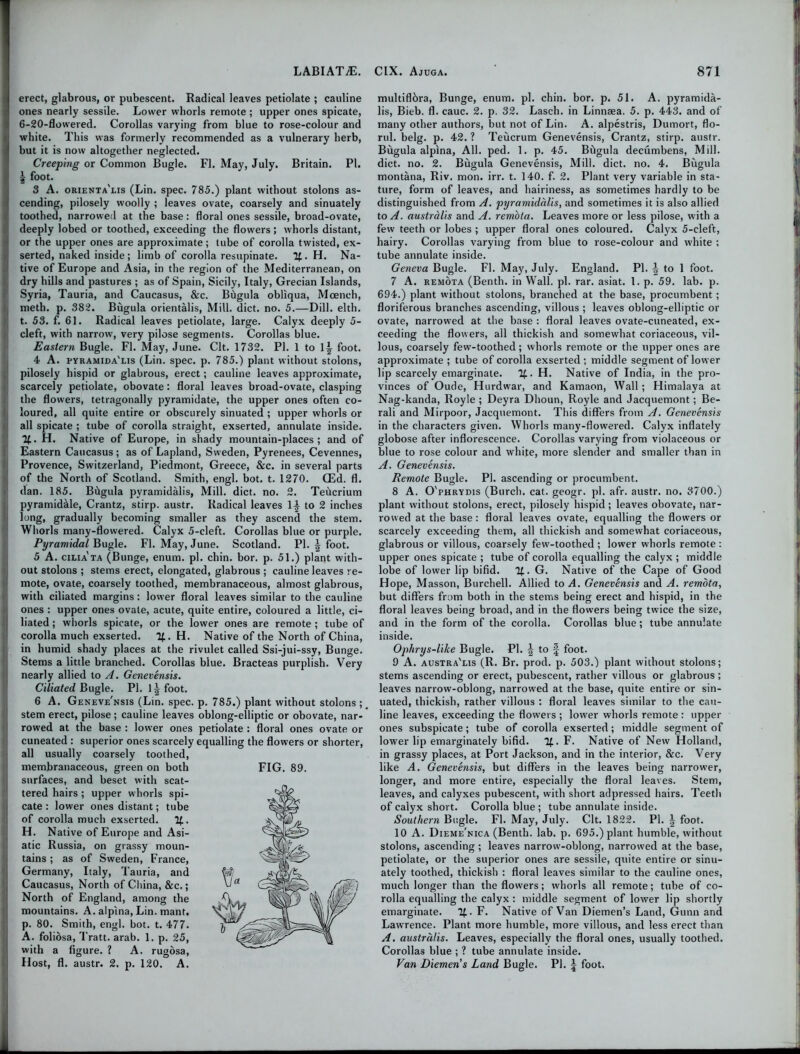 erect, glabrous, or pubescent. Radical leaves petiolate ; cauline ones nearly sessile. Lower whorls remote ; upper ones spicate, 6-20-flowered. Corollas varying from blue to rose-colour and I] white. This was formerly recommended as a vulnerary herb, | but it is now altogether neglected. Creeping or Common Bugle. FI. May, July. Britain. PI. I | foot. 3 A. orienta'lis (Lin. spec. 785.) plant without stolons as- cending, pilosely woolly ; leaves ovate, coarsely and sinuately toothed, narrowed at the base: floral ones sessile, broad-ovate, deeply lobed or toothed, exceeding the flowers; whorls distant, or the upper ones are approximate; tube of corolla twisted, ex- serted, naked inside ; limb of corolla resupinate. If. H. Na- tive of Europe and Asia, in the region of the Mediterranean, on dry hills and pastures ; as of Spain, Sicily, Italy, Grecian Islands, Syria, Tauria, and Caucasus, &c. Bugula obliqua, Mcench, meth. p. 382. Bugula orientalis, Mill. diet. no. 5.—Dill. elth. t. 53. f. 61. Radical leaves petiolate, large. Calyx deeply 5- cleft, with narrow, very pilose segments. Corollas blue. Eastern Bugle. FI. May, June. Clt. 1732. PI. 1 to 1^ foot. 4 A. pyramida'lis (Lin. spec. p. 785.) plant without stolons, pilosely hispid or glabrous, erect; cauline leaves approximate, scarcely petiolate, obovate: floral leaves broad-ovate, clasping the flowers, tetragonally pyramidate, the upper ones often co- loured, all quite entire or obscurely sinuated ; upper whorls or all spicate ; tube of corolla straight, exserted, annulate inside. If. H. Native of Europe, in shady mountain-places; and of Eastern Caucasus; as of Lapland, Sweden, Pyrenees, Cevennes, Provence, Switzerland, Piedmont, Greece, &c. in several parts of the North of Scotland. Smith, engl. bot. t. 1270. GEd. fl. dan. 185. Bhgula pyramidalis, Mill. diet. no. 2. Tehcrium pyramid&le, Crantz, stirp. austr. Radical leaves 1A to 2 inches long, gradually becoming smaller as they ascend the stem. Whorls many-flowered. Calyx 5-cleft. Corollas blue or purple. Pyramidal Bugle. Fl. May, June. Scotland. PI. \ foot. 5 A. cilia'ta (Bunge, enum. pi. chin. bor. p. 51.) plant with- out stolons ; stems erect, elongated, glabrous ; cauline leaves re- mote, ovate, coarsely toothed, membranaceous, almost glabrous, with ciliated margins: lower floral leaves similar to the cauline ones : upper ones ovate, acute, quite entire, coloured a little, ci- liated ; whorls spicate, or the lower ones are remote ; tube of corolla much exserted. If. H. Native of the North of China, in humid shady places at the rivulet called Ssi-jui-ssy, Bunge. Stems a little branched. Corollas blue. Bracteas purplish. Very nearly allied to A. Genevensis. Ciliated Bugle. PI. l^foot. 6 A. Geneve'nsis (Lin. spec. p. 785.) plant without stolons ; stem erect, pilose ; cauline leaves oblong-elliptic or obovate, nar- rowed at the base : lower ones petiolate : floral ones ovate or cuneated : superior ones scarcely equalling the flowers or shorter, all usually coarsely toothed, membranaceous, green on both surfaces, and beset with scat- tered hairs ; upper whorls spi- cate : lower ones distant; tube of corolla much exserted. 7f. H. Native of Europe and Asi- atic Russia, on grassy moun- tains ; as of Sweden, France, Germany, Italy, Tauria, and Caucasus, North of China, &c.; North of England, among the mountains. A. alpina, Lin. mant, p. 80. Smith, engl. bot. t. 477. A. foliosa, Tratt. arab. 1. p. 25, with a figure. ? A. rugosa, Host, fl. austr. 2. p. 120. A. multiflbra, Bunge, enum. pi. chin. bor. p. 51. A. pyramida- lis, Bieb. fl. cauc. 2. p. 32. Lasch. in Linnaea. 5. p. 443. and of many other authors, but not of Lin. A. alpestris, Dumort, flo- rid. belg. p. 42. ? Teucrum Genevensis, Crantz, stirp. austr. Bugula alpina, All. ped. 1. p. 45. BCigula decumbens, Mill, diet. no. 2. Bugula Genevensis, Mill. diet. no. 4. Bugula montana, Riv. mon. irr. t. 140. f. 2. Plant very variable in sta- ture, form of leaves, and hairiness, as sometimes hardly to be distinguished from A. pyramidalis, and sometimes it is also allied to^. australis and A. rem'ota. Leaves more or less pilose, with a few teeth or lobes ; upper floral ones coloured. Calyx 5-cleft, hairy. Corollas varying from blue to rose-colour and white ; tube annulate inside. Geneva Bugle. Fl. May, July. England. PI. \ to 1 foot. 7 A. remota (Benth. in Wall. pi. rar. asiat. 1. p. 59. lab. p. 694.) plant without stolons, branched at the base, procumbent; floriferous branches ascending, villous ; leaves oblong-elliptic or ovate, narrowed at the base : floral leaves ovate-cuneated, ex- ceeding the flowers, all thickish and somewhat coriaceous, vil- lous, coarsely few-toothed; whorls remote or the upper ones are approximate ; tube of corolla exserted; middle segment of lower lip scarcely emarginate. If. H. Native of India, in the pro- vinces of Oude, Hurdwar, and Kamaon, Wall; Himalaya at Nag-kanda, Royle ; Deyra Dhoun, Royle and Jacquemont; Be- rali and Mirpoor, Jacquemont. This differs from A. Genevensis in the characters given. Whorls many-flowered. Calyx inflately globose after inflorescence. Corollas varying from violaceous or blue to rose colour and white, more slender and smaller than in A. Genevensis. Remote Bugle. PI. ascending or procumbent. 8 A. O'phrydis (Burch, cat. geogr. pi. afr. austr. no. 3700.) plant without stolons, erect, pilosely hispid; leaves obovate, nar- rowed at the base : floral leaves ovate, equalling the flowers or scarcely exceeding them, all thickish and somewhat coriaceous, glabrous or villous, coarsely few-toothed ; lower whorls remote : upper ones spicate ; tube of corolla equalling the calyx ; middle lobe of lower lip bifid. If. G. Native of the Cape of Good Hope, Masson, Burchell. Allied to A. Genevensis and A. remota, but differs from both in the stems being erect and hispid, in the floral leaves being broad, and in the flowers being twice the size, and in the form of the corolla. Corollas blue; tube annulate inside. Ophrys-like Bugle. PI. \ to \ foot. 9 A. austra'lis (R. Br. prod. p. 503.) plant without stolons; stems ascending or erect, pubescent, rather villous or glabrous; leaves narrow-oblong, narrowed at the base, quite entire or sin- uated, thickish, rather villous : floral leaves similar to the cau- line leaves, exceeding the flowers ; lower whorls remote : upper ones subspicate; tube of corolla exserted; middle segment of lower lip emarginately bifid. If. F. Native of New Holland, in grassy places, at Port Jackson, and in the interior, &c. Very like A. Genevensis, but differs in the leaves being narrower, longer, and more entire, especially the floral leaves. Stem, leaves, and calyxes pubescent, with short adpressed hairs. Teeth of calyx short. Corolla blue ; tube annulate inside. Southern Bugle. Fl. May, July. Clt. 1822. PI. \ foot. 10 A. Dieme'nica (Benth. lab. p. 695.) plant humble, without stolons, ascending; leaves narrow-oblong, narrowed at the base, petiolate, or the superior ones are sessile, quite entire or sinu- ately toothed, thickish : floral leaves similar to the cauline ones, much longer than the flowers; whorls all remote; tube of co- rolla equalling the calyx ; middle segment of lower lip shortly emarginate. If. F. Native of Van Diemen’s Land, Gunn and Lawrence. Plant more humble, more villous, and less erect than A. australis. Leaves, especially the floral ones, usually toothed. Corollas blue ; ? tube annulate inside. Van Diemen s Land Bugle. PI. | foot. FIG. 89.