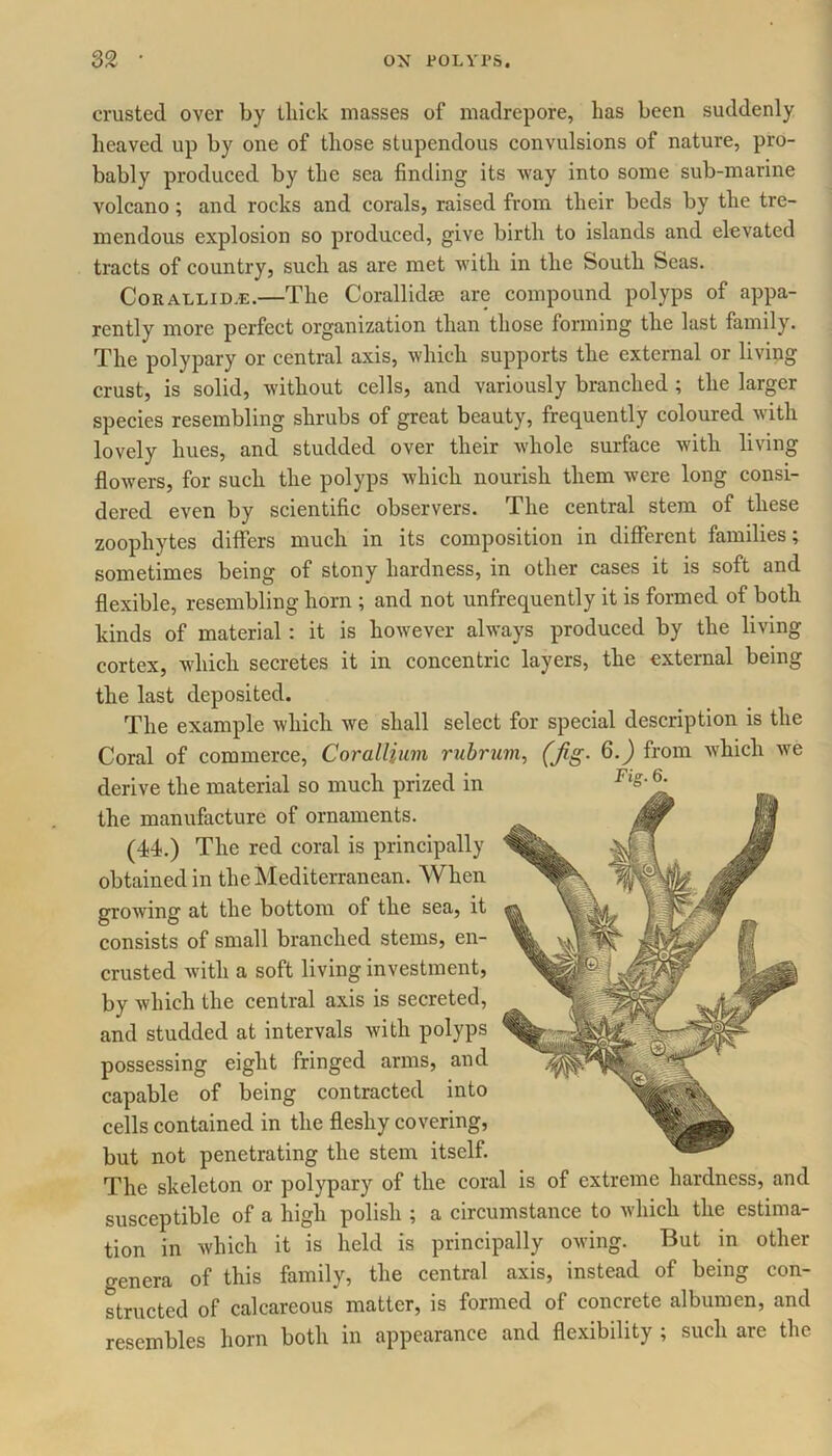 crusted over by thick masses of madrepore, has been suddenly heaved up by one of those stupendous convulsions of nature, pro- bably produced by the sea finding its way into some sub-marine volcano; and rocks and corals, raised from their beds by the tre- mendous explosion so produced, give birth to islands and elevated tracts of country, such as are met with in the South Seas. Corallid.e.—The Corallidse are compound polyps of appa- rently more perfect organization than those forming the last family. The polypary or central axis, which supports the external or living crust, is solid, without cells, and variously branched ; the larger species resembling shrubs of great beauty, frequently coloured with lovely hues, and studded over their whole surface with living flowers, for such the polyps which nourish them were long consi- dered even by scientific observers. The central stem of these zoophytes differs much in its composition in different families; sometimes being of stony hardness, in other cases it is soft and flexible, resembling horn ; and not unfrequently it is formed of both kinds of material: it is however always produced by the living cortex, which secretes it in concentric layers, the external being the last deposited. The example which we shall select for special description is the Coral of commerce, Corallium rubrum, (Jig. 6.) from which we derive the material so much prized in the manufacture of ornaments. (44.) The red coral is principally obtained in the Mediterranean. When growing at the bottom of the sea, it consists of small branched stems, en- crusted with a soft living investment, by which the central axis is secreted, and studded at intervals with polyps possessing eight fringed arms, and capable of being contracted into cells contained in the fleshy covering, but not penetrating the stem itself. The skeleton or polypary of the coral is of extreme hardness, and susceptible of a high polish ; a circumstance to which the estima- tion in which it is held is principally owing. But in other genera of this family, the central axis, instead of being con- structed of calcareous matter, is formed of concrete albumen, and resembles horn both in appearance and flexibility ; such are the