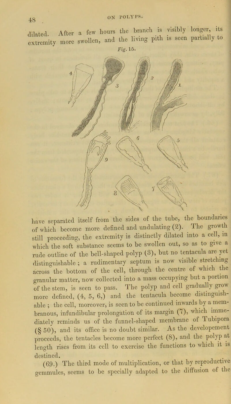 dilated. After extremity more a few hours the branch is visibly longer, its swollen, and the living pith is seen partially to Fig. 15. have separated itself from the sides of the tube, the boundaries of which become more defined and undulating (2). Ihe growth still proceeding, the extremity is distinctly dilated into a cell, m which the soft substance seems to be swollen out, so as to give a rude outline of the bell-shaped polyp (3), but no tentacula arc yet distinguishable; a rudimentary septum is now visible stretching across the bottom of the cell, through the centre of which the granular matter, now collected into a mass occupying but a poition of the stem, is seen to pass. The polyp and cell gradually grow more defined, (4, 5, 6,) and the tentacula become distinguish- able ; the cell, moreover, is seen to be continued inwards by a mem- branous, infundibular prolongation of its margin (7), which imme- diately reminds us of the funnel-shaped membrane of Tubipora (§ 50), and its office is no doubt similar. As the dcvelopement proceeds, the tentacles become more perfect (8), and the polyp at length rises from its cell to exercise the functions to which it is destined. (69.) The third mode of multiplication, or that by reproductive gemmules, seems to be specially adapted to the diffusion of the