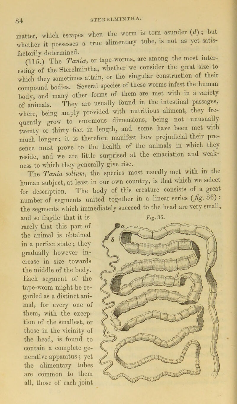 matter, which escapes when the worm is tom asunder (i) ; hut whether it possesses a true alimentary tube, is not as yet sabs- factorily determined. (115.) The Tania, or tape-worms, are among the most inter- esting of the Sterelmintha, whether we consider the great size to which they sometimes attain, or the singular construction of tlieir compound bodies. Several species of these worms infest the human body, and many other forms of them are met with in a variety of animals. They arc usually found in the intestinal passages, where, being amply provided with nutritious aliment, they fre- quently grow to enormous dimensions, being not unusually twenty ov thirty feet in length, and some have been met with much longer; it is therefore manifest how prejudicial their pre- sence must prove to the health of the animals in which they reside, and we are little surprised at the emaciation and weak- ness to which they generally give rise. The Tania solium, the species most usually met with in the human subject, at least in our own country, is that which we select for description. The body of this creature consists of a great number of segments united together in a linear series (Jig. 36) : the segments which immediately succeed to the head are very small, rarely that this part of the animal is obtained in a perfect state ; they gradually however in- crease in size towards the middle of the body. Each segment of the tape-worm might be re- garded as a distinct ani- mal, for every one of them, with the excep- tion of the smallest, or those in the vicinity of the head, is found to contain a complete ge- nerative apparatus; yet the alimentary tubes are common to them all, those of each joint