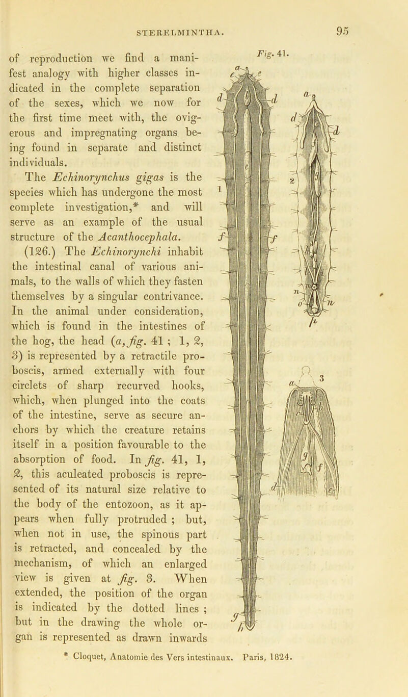 9 of reproduction we find a mani- fest analogy with higher classes in- dicated in the complete separation of the sexes, which we now for the first time meet with, the ovig- erous and impregnating organs be- ing found in separate and distinct individuals. The Echinorynchus gigas is the species which has undergone the most complete investigation,* and will serve as an example of the usual structure of the Acantliocephala. (126.) The Echinorynchi inhabit the intestinal canal of various ani- mals, to the walls of which they fasten themselves by a singular contrivance. In the animal under consideration, which is found in the intestines of the hog, the head (a, Jig. 41 ; 1,2, 3) is represented by a retractile pro- boscis, armed externally with four circlets of sharp recurved hooks, which, when plunged into the coats of the intestine, serve as secure an- chors by which the creature retains itself in a position favourable to the absorption of food. In Jig. 41, 1, 2, this aculeated proboscis is repre- sented of its natural size relative to the body of the entozoon, as it ap- pears when fully protruded ; but, when not in use, the spinous part is retracted, and concealed by the mechanism, of which an enlarged view is given at Jig. 3. When extended, the position of the organ is indicated by the dotted lines ; but in the drawing the whole or- gan is represented as drawn inwards * Cloquet, Anatomie ties Vers intestinaux. Paris, 1824.