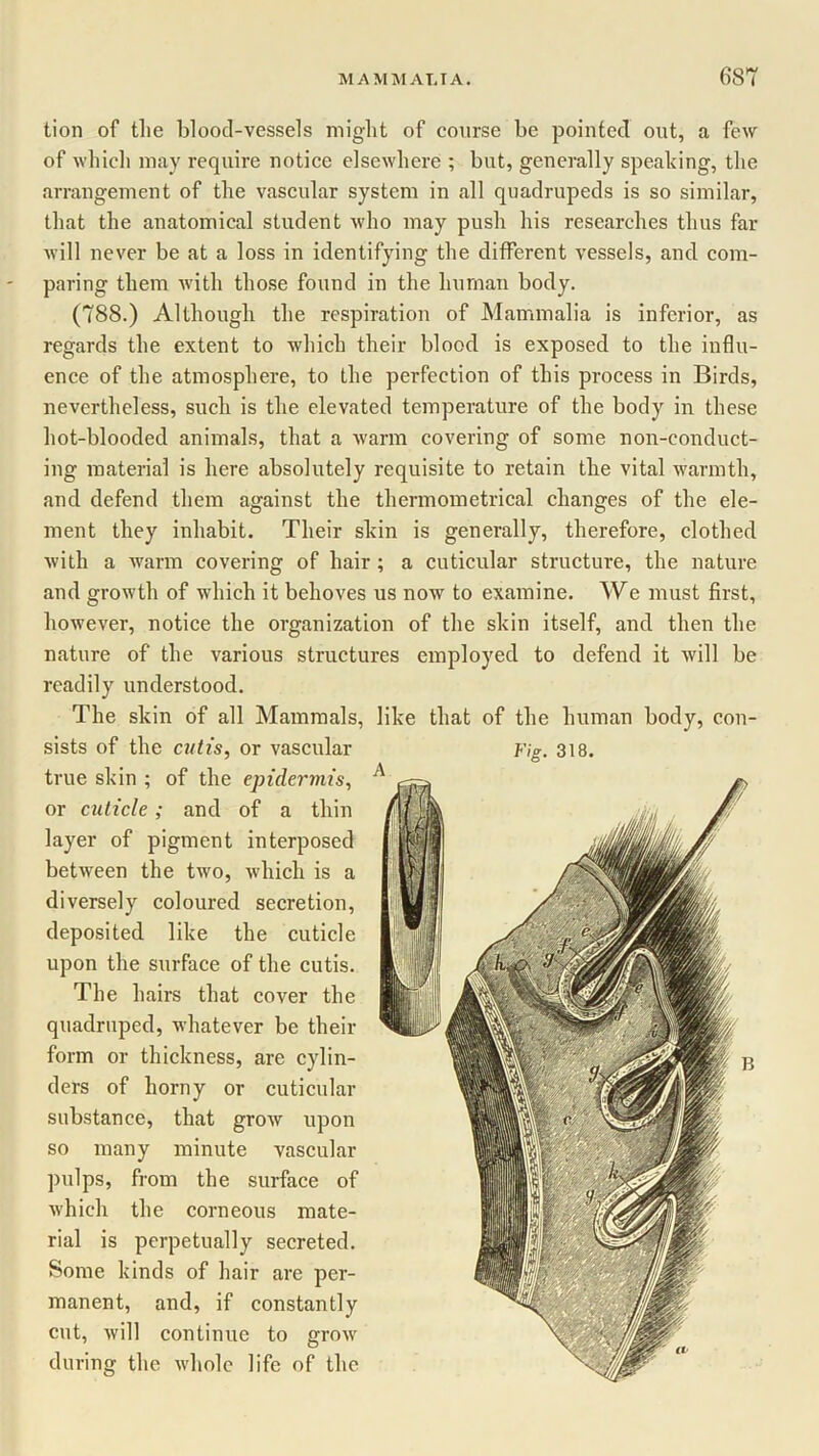 tion of the blood-vessels might of course be pointed out, a few of which may require notice elsewhere ; but, generally speaking, the arrangement of the vascular system in all quadrupeds is so similar, that the anatomical student who may push his researches thus far will never be at a loss in identifying the different vessels, and com- paring them with those found in the human body. (788.) Although the respiration of Mammalia is inferior, as regards the extent to which their blood is exposed to the influ- ence of the atmosphere, to the perfection of this process in Birds, nevertheless, such is the elevated temperature of the body in these hot-blooded animals, that a warm covering of some non-conduct- ing material is here absolutely requisite to retain the vital warmth, and defend them against the thermometrical changes of the ele- ment they inhabit. Their skin is generally, therefore, clothed with a warm covering of hair ; a cuticular structure, the nature and growth of which it behoves us now to examine. We must first, however, notice the organization of the skin itself, and then the nature of the various structures employed to defend it will be readily understood. The skin of all Mammals, like that of the human body, con- sists of the cutis, or vascular true skin ; of the epidermis, or cuticle; and of a thin layer of pigment interposed between the two, which is a diversely coloured secretion, deposited like the cuticle upon the surface of the cutis. The hairs that cover the quadruped, whatever be their form or thickness, are cylin- ders of horny or cuticular substance, that grow upon so many minute vascular pulps, from the surface of which the corneous mate- rial is perpetually secreted. Some kinds of hair are per- manent, and, if constantly cut, will continue to grow during the whole life of the