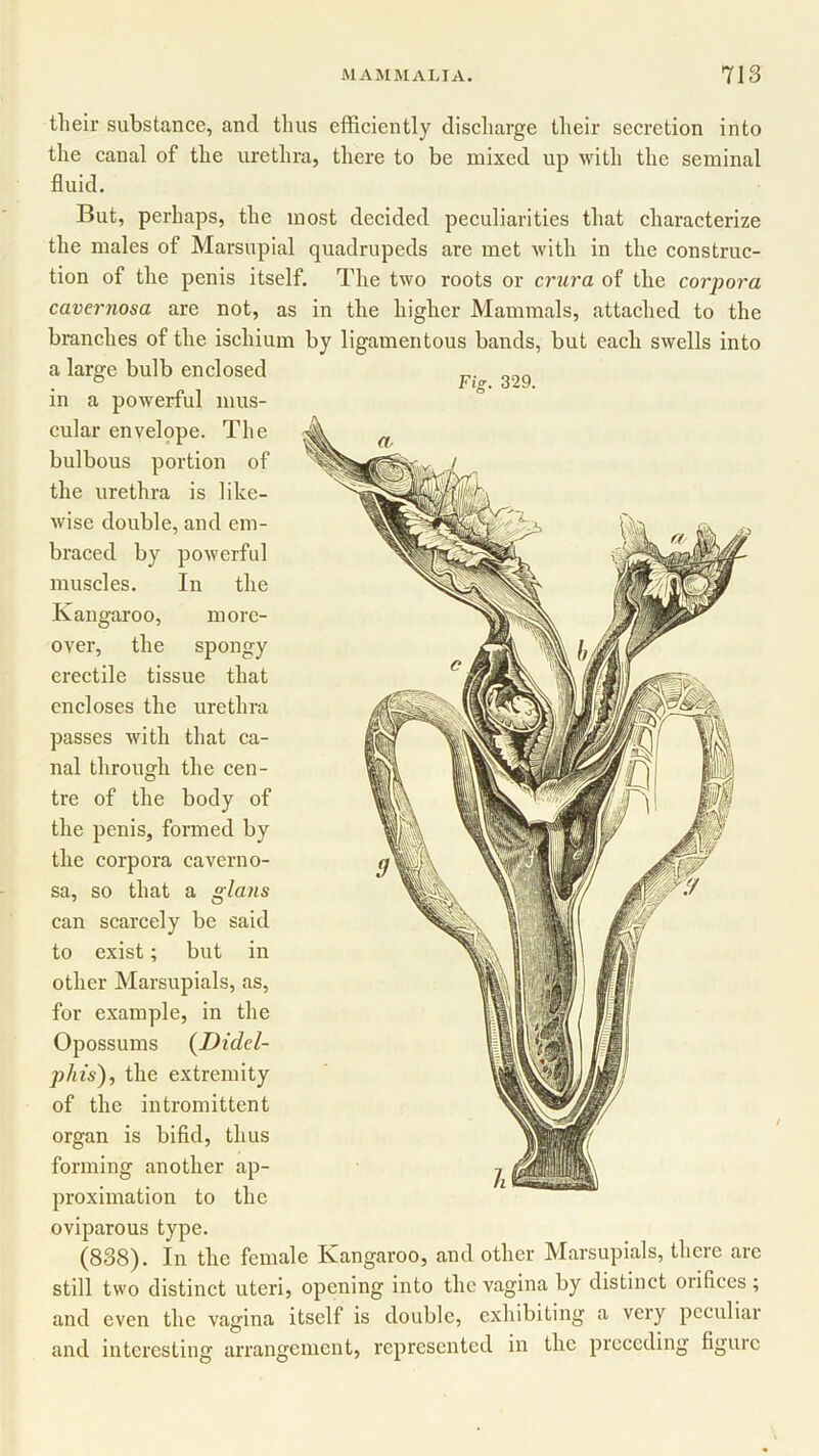 Fig. 329. their substance, and thus efficiently discharge their secretion into the canal of the urethra, there to be mixed up with the seminal fluid. But, perhaps, the most decided peculiarities that characterize the males of Marsupial quadrupeds are met with in the construc- tion of the penis itself. The two roots or crura of the corpora cavernosa are not, as in the higher Mammals, attached to the branches of the ischium by ligamentous bands, but each swells into a large bulb enclosed in a powerful mus- cular envelope. The bulbous portion of the urethra is like- wise double, and em- braced by powerful muscles. In the K angaroo, m ore- over, the spongy erectile tissue that encloses the urethra passes with that ca- nal through the cen- tre of the body of the penis, formed by the corpora caverno- sa, so that a glans can scarcely be said to exist; but in other Marsupials, as, for example, in the Opossums (Didel- phis), the extremity of the intromittent organ is bifid, thus forming another ap- proximation to the oviparous type. (838). In the female Kangaroo, and other Marsupials, there arc still two distinct uteri, opening into the vagina by distinct orifices ; and even the vagina itself is double, exhibiting a very peculiar and interesting arrangement, represented in the preceding figure