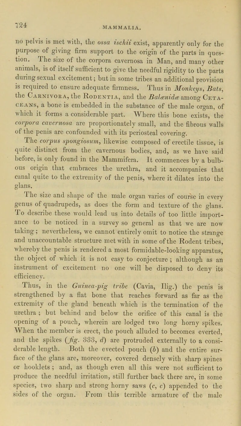 MAMMALIA. no pelvis is met with, the ossa ischii exist, apparently only for the purpose of giving firm support to the origin of the parts in ques- tion. 1 he size of the corpora cavernosa in Man, and many other animals, is of itself sufficient to give the needful rigidity to the parts during sexual excitement; but in some tribes an additional provision is required to ensure adequate firmness. Thus in Monkeys, Bats, the Carnivora, the Rodentia, and the Bal&nidce among Ceta- ceans, a bone is embedded in the substance of the male organ, of which it forms a considerable part. Where this bone exists, the corpora cavernosa are proportionately small, and the fibrous walls of the penis are confounded with its periosteal covering. The corpus spongiosum, likewise composed of erectile tissue, is quite distinct from the cavernous bodies, and, as we have said before, is only found in the Mammifera. It commences by a bulb- ous origin that embraces the urethra, and it accompanies that canal quite to the extremity of the penis, where it dilates into the glans. The size and shape of the male organ varies of course in everv genus of quadrupeds, as does the form and texture of the glans. To describe these would lead us into details of too little import- ance to be noticed in a survey so general as that we are now taking; nevertheless, we cannot entirely omit to notice the strange and unaccountable structure met with in some of the Rodent tribes, whereby the penis is rendered a most formidable-looking apparatus, the object of which it is not easy to conjecture ; although as an instrument of excitement no one will be disposed to deny its efficiency. Thus, in the Guinea-pig tribe (Cavia, Ilig.) the penis is strengthened by a flat bone that reaches forward as far as the extremity of the gland beneath which is the termination of the urethra ; but behind and below the orifice of this canal is the opening of a pouch, wherein are lodged two long horny spikes. When the member is erect, the pouch alluded to becomes everted, and the spikes (Jig. 333, d) are protruded externally to a consi- derable length. Both the evected pouch (b) and the entire sur- face of the glans are, moreover, covered densely with sharp spines or booklets ; and, as though even all this were not sufficient to produce the needful irritation, still further back there are, in some species, two sharp and strong horny saws (c, c) appended to the sides of the organ. From this terrible armature of the male