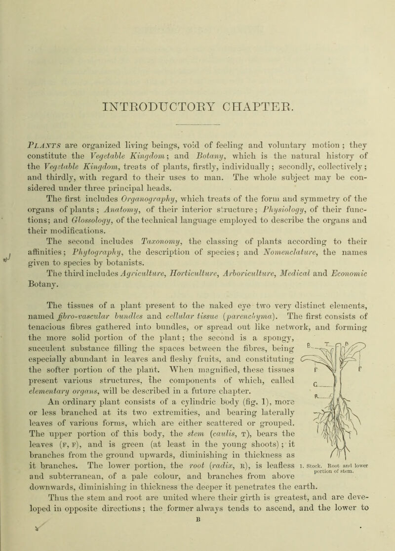 INTRODUCTORY CHAPTER. Plaxts are organized living beings, void of feeling and voluntary motion ; they constitute the Vegetable Kingdom; and Botany, which is the natural history of the Vegetable Kingdom, treats of plants, firstly, individually; secondly, collective]3r; and thirdly, with regard to their uses to man. The whole subject may be con- sidered under thi'ee principal heads. The first includes Organography, which treats of the form and symmetry of the organs of plants ; Anatomy, of their interior structure; Physiology, of their func- tions; and Glossology, of the technical language employed to describe the organs and their modifications. The second includes Taxonomy, the classing of plants according to their affinities; Phytography, the description of species; and Nomenclature, the names given to species by botanists. The third includes Agriculture, Horticulture, Arboriculture, Medical and Economic Botany. The tissues of a plant present to the naked eye two very distinct elements, named jibro-vasctdar bundles and cellular tissue (parenchyma). The first consists of tenacious fibres gathered into bundles, or spread out like network, and forming the more solid portion of the plant; the second is a spongy, succulent substance filling the spaces between the fibres, being especially abundant in leaves and fleshy fruits, and constituting the softer portion of the plant. When magnified, these tissues present various structures, the components of which, called elementary organs, will be described in a future chapter. An ordinary plant consists of a cylindric body (fig. 1), more or less branched at its two extremities, and bearing laterally leaves of various forms, which are either scattered or grouped. The upper portion of this body, the stem (caidis, t), bears the leaves (f, f), and is green (at least in the young shoots); it branches from the ground upwards, diminishing in thickness as it branches. The lower portion, the root {radix, r), is leafless and subterranean, of a pale colour, and branches from above downwards, diminishing in thickness the deeper it penetrates the earth. Thus the stem and root are united where their girth is greatest, and are deve- loped in opposite directions; the former always tends to ascend, and the lower to B 1. Stock. Root and lower portion of stem.