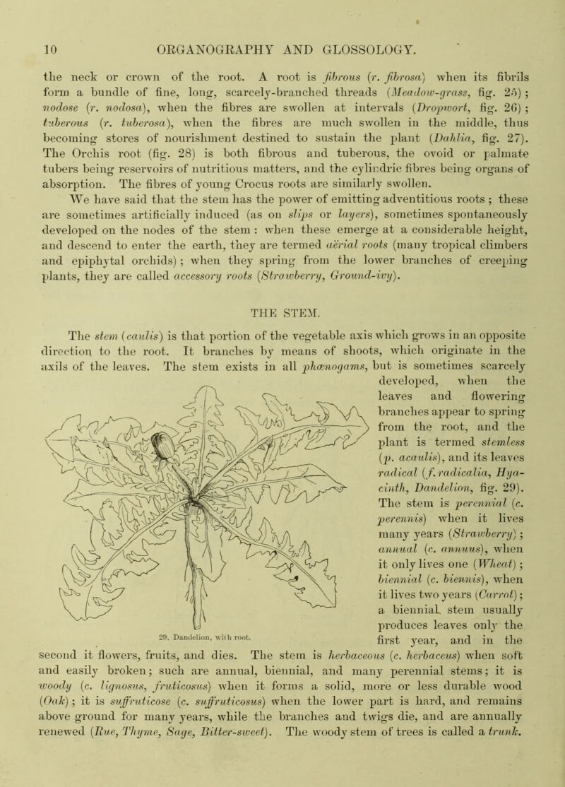 tlie neck or crown of the root. A i’oot is fibrous (r. fibrosa) when its fibrils form a bundle of fine, long, scarcely-branched threads (Meadow-grass, fig. 2b) ; nodose (r. nodosa), when the fibres are swollen at intervals (Dropwort, fig. 26) ; tuberous {r. tuberosa), when the fibres are much swollen in the middle, thus becoming stores of nourishment destined to sustain the plant (Dahlia, fig. 27). The Orchis root (fig. 28) is both fibrous and tuberous, the ovoid or palmate tubers being reservoirs of nutritious matters, and the cylindric fibres being organs of absorption. The fibres of young Crocus roots are similarly swollen. We have said that the stem has the power of emitting adventitious roots ; these are sometimes artificially induced (as on slips or layers), sometimes spontaneously developed on the nodes of the stem : when these emerge at a considerable height, and descend to enter the earth, they are termed aerial roots (many tropical climbers and epiphytal orchids) ; when they spring from the lower branches of creeping plants, they are called accessory roots (Strawberry, Ground-ivy). THE STEM. The stem (caulis) is that portion of the vegetable axis which grows in an opposite direction to the root. It branches by means of shoots, which originate in the axils of the leaves. The stem exists in all phoenogams, but is sometimes scarcely developed, when the leaves and flowering branches appear to spring from the root, and the plant is termed stemless (p. acaulis), and its leaves radical {f.raclicalia, Hya- cinth, Dandelion, fig. 29). The stem is perennial {c. perennis) when it lives many years {Strawberry); annual (c. annum), when it only lives one {Wheat) ; biennial (c. biennis), when it lives two years (Carrot); a biennial, stem usually produces leaves only the first year, and in the second it flowers, fruits, and dies. The stem is herbaceous (c. herbaceus) when soft and easily broken; such are annual, biennial, and many perennial stems; it is moody (c. liynosus, fruticosus) when it forms a solid, more or less durable wood {Oak); it is suffruticose (c. suffruticosus) when the lower part is hard, and remains above ground for many years, while the branches atid twigs die, and are annually renewed {Rue, Thyme, Sage, Bitter-sweet). The woody stem of trees is called a trunk.