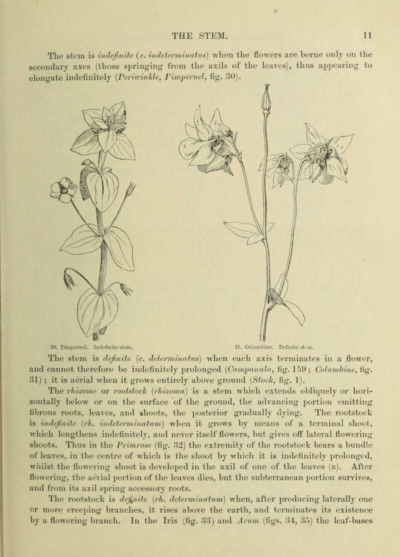 The stem is indefinite (c. indeterminatus) when the flowers are borne only on the secondary axes (those springing from the axils of the leaves), thus appearing to elongate indefinitely (Periwinkle, Pimpernel, fig. 30). The stem is definite (c. determinatus) when each axis terminates in a flower, and cannot therefore be indefinitely prolonged [Campanula, fig. 1 59 : Columbine, fig. 31) ; it is aerial when it grows entirely above ground (Stock, fig. 1). The rhizome or rootstock (rhizoma) is a stem which extends obliquely or hori- zontally below or on the surface of the ground, the advancing portion emitting fibrous roots, leaves, and shoots, the posterior gradually dying. The rootstock is indefinite (rh. indeterminatum) when it grows by means of a terminal shoot, Avliich lengthens indefinitely, and never itself flowers, but gives off' lateral flowering- shoots. Thus in the Primrose (fig. 32) the extremity of the rootstock bears a bundle of leaves, in the centre of which is the shoot by which it is indefinitely prolonged, whilst the flowering shoot is developed in the axil of one of the leaves (b). After flowering, the aerial portion of the leaves dies, but the subterranean portion survives, and from its axil spring accessory roots. The rootstock is definite (rh. determine turn) when, after producing laterally one or more creeping branches, it rises above the earth, and terminates its existence by a flowering branch. In the Iris (fig. 33) and Arum (figs. 34, 35) the leaf-bases