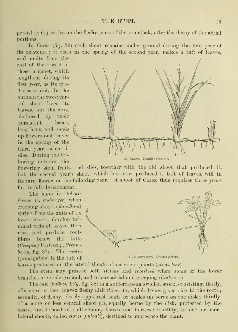 persist as dry scales on tlie flesliy mass of the rootstock, after the decay of the aerial portions. In Carex (fig. 36) each shoot remains under ground during the first year of its existence; it rises in the spring of the second year, makes a tuft of leaves, and emits from the axil of the lowest of these a shoot, which lengthens during its first year, as i+s pre- decessor did. In the autumn the two-year- old shoot loses its leaves, hut the axis, sheltered by their persistent bases, lengthens, and sends up flowers and leaves in the spring of the third year, when it dies. During the fol- . ,1 36. Carex. Definite rhizome. lowing autumn the flowering stem fruits and dies, together with the old shoot that produced it, but the second year’s shoot, which has now produced a tuft of leaves, will in its turn flower in the following year. A shoot of Carex thus requires three years for its full development. The stem is stoloui- ferous (c. stolonifer) when creeping shoots (flagellum) spring from the axils of its lower leaves, develop ter- minal tufts of leaves, then rise, and produce root- fibres below the tufts (Creeping Buttercup; Straw- berry, fig. 37). The rosette {■propacjuluw) is the tuft of s7- Strawberry. Creeping stem, leaves produced on the lateral shoots of succulent plants (Houseleek). The stem may present both stolons and rootstock when some of the lower branches are underground, and others aerial and creeping (Clubmoss). Thebulb {bulbus, Lily, fig. 38) is a subterranean swollen stock, consisting, firstly, of a more or less convex fleshy disk (lecus, l), which below gives rise to the roots ; secondly, of fleshy, closely-appressed coats or scales (e) borne on the disk ; thirdly of a more or less central shoot (t), equally borne by the disk, protected by the coats, and formed of rudimentary leaves and flowers ; fourthly, of one or mor lateral shoots, called cloves (bulbuli), destined to reproduce the plant.