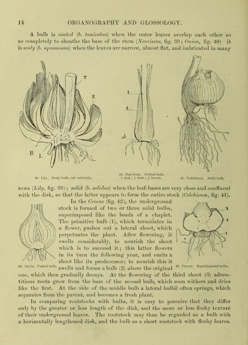 A bulb is coated (b. tunicatus) when the outer leaves overlap each other so as completely to sheathe the base of the stem (Narcissus, fig. 39 ; Onion, fig. 40) it is scaly (b. squamosas) when the leaves are narrow, almost flat, and imbricated in many 38. Lily. Scaly bnlb, cut vertically. 39. Narcissus. Coated bulb. I, disk ; t, stem ; /, leaves. rows {Lily, fig. 38) ; solid (6. solidus) when the leaf-bases are very close and confluent with the disk, so that the latter appears to form the entire stock (Colchicum, fig. 41). In the Crocus (fig. 42), the underground stock is formed of two or three solid bulbs, superimposed like the beads of a chaplet. The primitive bulb (1), which terminates in a flower, pushes out a lateral shoot, which perpetuates the plant. After flowering, it swells considerably, to nourish the shoot which is to succeed it; this latter flowers in its turn the following year, and emits a shoot like its predecessor; to nourish this it swells and forms a bulb (2) above the original 4J' s,,PenmP°se<1 bulbs, one, which then gradually decays. At the flowering of the third shoot (3) adven- titious roots grow from the base of the second bulb, which soon withers and dries like the first. At the side of the middle bulb a lateral bulbil often springs, which separates from the parent, and becomes a fresh plant. In comparing rootstocks with bulbs, it is easy to perceive that they differ only by the greater or less length of the disk, and the more or less fleshy texture of their underground leaves. The rootstock may thus be regarded as a bulb with a horizontally lengthened disk, and the bulb as a short rootstock with fleshy leaves. 40. Onion. Coated bulb.