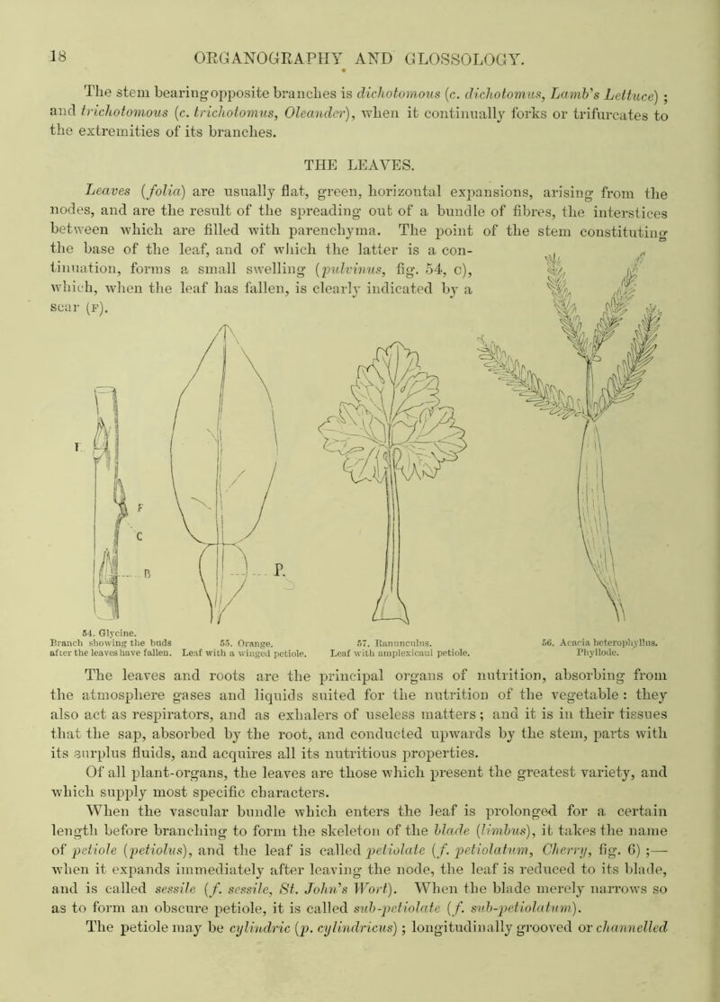 The stem bearing opposite branches is dichotomous (c. dichotomies, Lamb's Lettuce) ; and trichotomous (c. trichotomus, Oleander), when it continually forks or trifurcates to the extremities of its branches. Tjeaves {folia) are usually flat, green, horizontal expansions, arising from the nodes, and are the result of the spreading out of a bundle of fibres, the interstices between which are filled with parenchyma. The point of the stem constituting the base of +,he leaf and nf wliif'h the latter is a. enn_ The leaves and roots are the principal organs of nutrition, absorbing from the atmosphere gases and liquids suited for the nutrition of the vegetable : they also act as respirators, and as exhalers of useless matters; and it is in their tissues that the sap, absorbed by the root, and conducted upwards by the stem, parts with its surplus fluids, and acquires all its nutritious properties. Of all plant-organs, the leaves are those which present the greatest variety, and which supply most specific characters. When the vascular bundle which enters the leaf is prolonged, for a certain length before brandling to form the skeleton of the blade {limbus), it takes the name of petiole {petiolus), and the leaf is called petiolaie (/. petiolatum, Cherry, fig. G) ;— when it expands immediately after leaving the node, the leaf is reduced to its blade, and is called sessile (/. sessile, St. John's Wort). When the blade merely narrows so as to form an obscure petiole, it is called sub-petiolaie {/. svb-petiolatum). The petiole may be cylindric {p. cylindricus); longitudinally grooved or channelled THE LEAVES. 54. Glycine. Branch showing the bnds 55. Orange, after the leaves have fallen. Leaf with a winged petiole. 57. Ranunculus. Leaf with amplexicaul petiole. 5G. Acacia heterophyllns. Pliyllode.