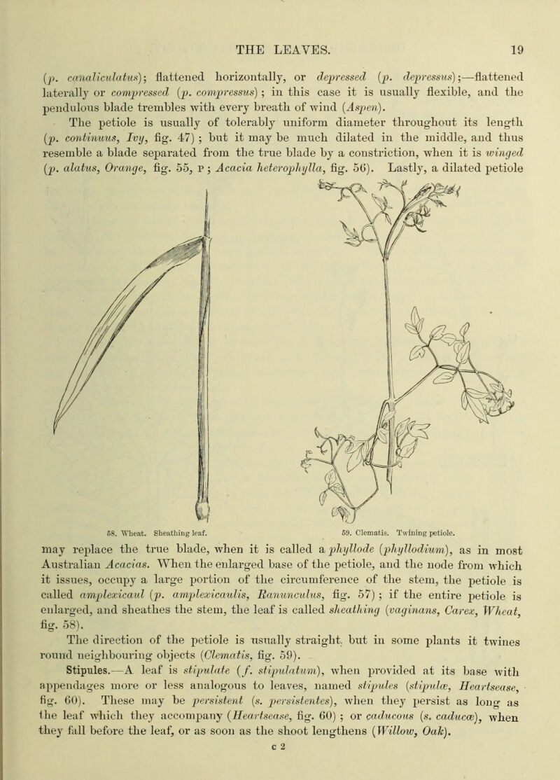 (p. canaliculatus); flattened horizontally, or depressed (p. depressus);—flattened laterally or compressed (p. compressus); in this case it is usually flexible, and the pendulous blade trembles with every breath of wind (Aspen). The petiole is usually of tolerably uniform diameter throughout its length (p. continuus. Ivy, fig. 47) ; hut it may be much dilated in the middle, and thus resemble a blade separated from the true blade by a constriction, when it is winged (p. alatus, Orange, fig. 55, p; Acacia heterophylla, fig. 5(1). Lastly, a dilated petiole 68. Wheat. Sheathing leaf. 69. Clematis. Twining petiole. may replace the true blade, when it is called a phyllode (phyUodium), as in most Australian Acacias. When the enlarged base of the petiole, and the node from which it issues, occupy a large portion of the circumference of the stem, the petiole is called amplexicaul (p. amplexicaulis, Ranunculus, fig. 57) ; if the entire petiole is enlarged, and sheathes the stem, the leaf is called sheathing (vaginans, Carex, Wheat fig. 58). The direction of the petiole is usually straight, but in some plants it twines round neighbouring objects (Clematis, fig. 59). Stipules.—A leaf is stipulate (/. stijmlatum), when provided at its base with appendages more or less analogous to leaves, named stipules (stipulce, Heartsease, fig. 60). These may he persistent (s. persistentes), when they persist as long as 1 lie leaf which they accompany (Heartsease, fig. 60) ; or caducous (s. caducce), when they fall before the leaf, or as soon as the shoot lengthens (Willow, Oak).