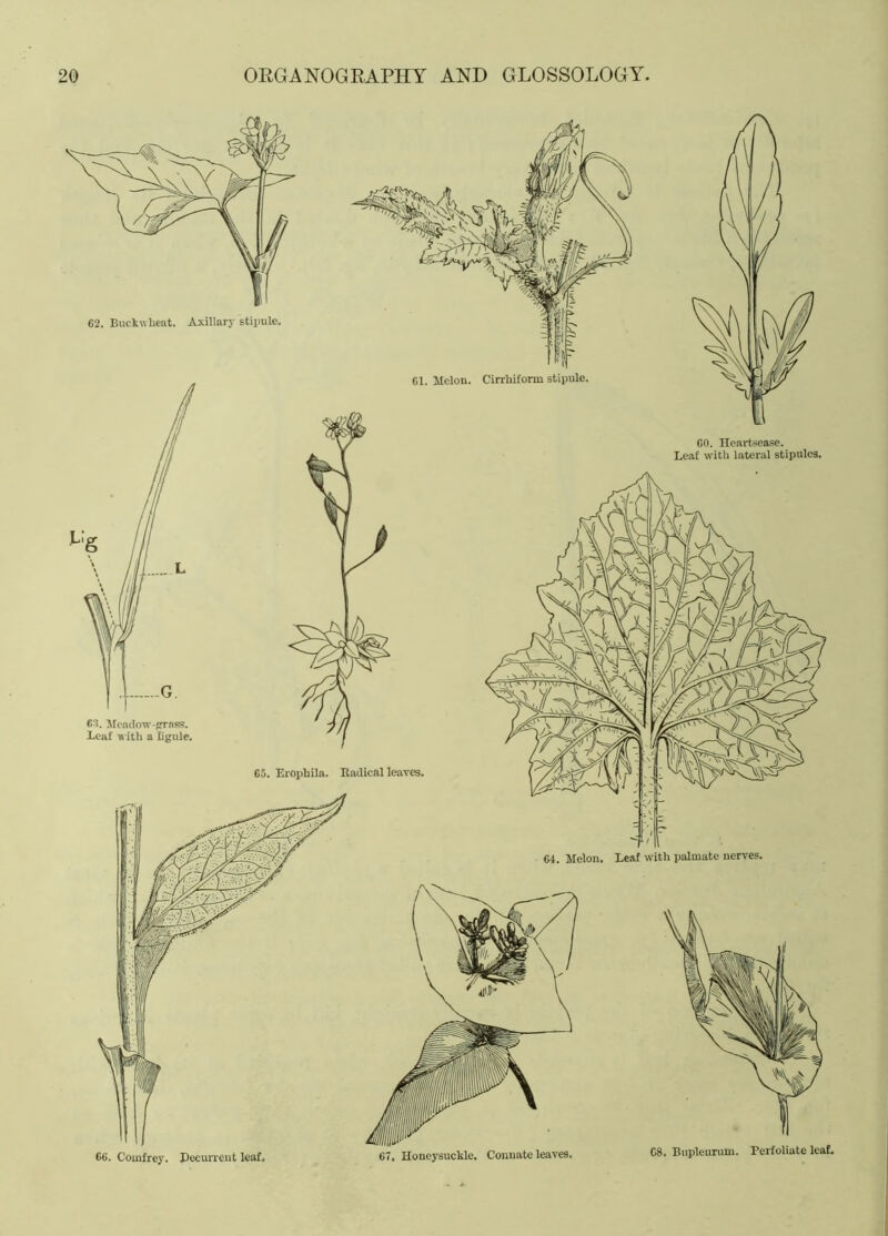 62. Buckwheat. Axillary stipule. 63. Meadow-grass, leaf with a lignle. GO. Heartsease. Leaf with lateral stipules. 67. Honeysuckle. Connate leaves. 68. Ilupleurum. Perfoliate leaL