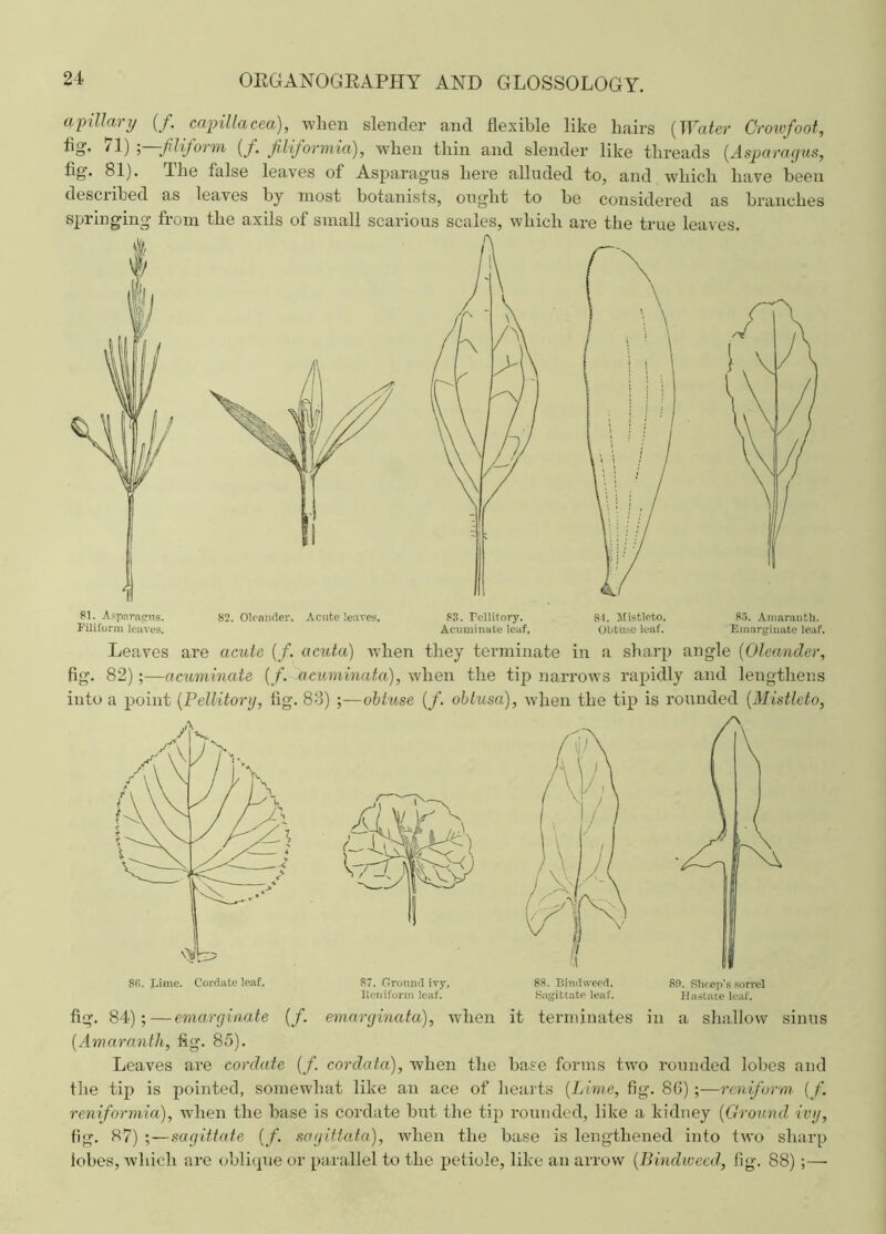 a pillary (/. capillacea), when slender and flexible like hairs (Water Crowfoot, fig* 71) l—filiform (/. filifoi ’mid), when thin and slender like threads (Asparagus, fig. 81). The false leaves of Asparagus here alluded to, and which have been described as leaves by most botanists, ought to be considered as branches springing from the axils of small scarious scales, which are the true leaves. SI. Asparagus. 82. Oleander. Acute leaves. Filiform leaves. 83. Fellitory. Acuminate leaf. 84. Mistleto. Obtuse leaf. 85. Amaranth. Emarginnte leaf. Leaves are acute (/. acuta) when they terminate in a sharp angle (Oleander, fig. 82);—acuminate (/. acuminata), when the tip narrows rapidly and lengthens into a point (Pellitorg, fig. 83) ;—obtuse (f. oblusa), when the tip is rounded (Mistleto, 80. lame. Cordate leaf. fig. 84);—emarginate (f. 87. Ground ivy, lleniform leaf. 88. Bindweed. Sagittate leaf. 80. Sheep’s sorrel Hastate leaf. emarginata), when it terminates in a shallow sinus (Amaranth, fig. 85). Leaves are cordate (/. cordata), when the base forms two rounded lobes and the tip is pointed, somewhat like an ace of hearts (Lime, fig-. 86);—reniform (f. reniformia), when the base is cordate but the tip rounded, like a kidney (Ground ivg, fig. 87) ;—sagittate (/. sagittata), when the base is lengthened into two sharp lobes, which are oblique or parallel to the petiole, like an arrow (Bindweed, fig. 88)